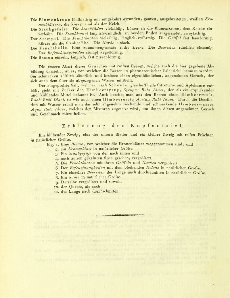 Die Blumenkrone fiinfblättrig mit umgekehrt eyrunden, ganzen, ausgebreiteten, weifsen Kro- nenblättern, die kürzer sind als der Kelch. Die Staubgefäfse. Die Staubfäden vielzählig, kürzer als die Blumenkrone, dem Kelche ein- verleibt. Die Staubbeutel länglich-rundlich, an beyden Enden ausgerandet, zweyfächrig. Der Stempel. Die Fruchtknoten vielzählig, länglich-eyförmig. Die Griffel fast haarförmig, kürzer als die Staubgefäfse. Die Narbe einfach. Die Fruchthülle. Eine zusammengesetzte rothe Beere. Die Beerchen rundlich einsamig. Der Befruchtungsboden stumpf kegelförmig. Die Samen einzeln, länglich, fast nierenförmig. Die erstere Abart dieses Gewächses mit rothen Beeren, welche auch die hier gegebene Ab- bildung darstellt, ist es, von welcher die Beeren in pharmazeutischer Rücksicht benutzt werden. Sie schmecken süfslich-säuerlich und besitzen einen eigerithümlichen, angenehmen Geruch, der sich auch dem über sie abgezogenen Wasser mittheilt. Der ausgeprefste Saft, welcher, nach Scheele, gleiche Theile Citronen- und Apfelsäure ent- hält, giebt mit Zucker den Flimb eersy rup, Syrupus Rubi Idaei, der als ein erquickendes und kühlendes Mittel bekannt ist. Auch bereitet man aus den Beeren einen Himbeermufs, Roob Rubi Idaei, so wie auch einen Himbeeressig Acetum Rubi Idaei. Durch die Destilla- tion mit Wasser erhält man das sehr angenehm riechende und schmeckende Himbeerwasser Aqua Rubi Idaei, welches den Mixturen zugesetzt wird, um ihnen diesen angenehmen Geruch und Geschmack mitzutheilen. Erklärung der Kupfertafel. Ein blühender Zweig, eins der untern Blätter und ein kleiner Zweig mit reifen Früchten in natürlicher Gröfse. Fig. i. Eine Blume, von welcher die Kronenblätter weggenommen sind, und 2. ein Kronenblatt in natürlicher Gröfse. 3. Ein Staubgefäfs von der nach innen und 4. nach aufsen gekehrten Seite gesehen, vergröfsert. 5. Die Fruchtknoten mit ihren Griffeln und Narben vergröfsert. 6. Der Befruchtungboden mit dem bleibenden Kelche in natürlicher Gröfse. 7. Ein einzelnes Beerchen der Länge nach durchschnitten in natürlicher Gröfse. 3. Ein Same in natürlicher Gröfse. g. Derselbe vergröfsert und sowohl 10. der Queere, als auch
