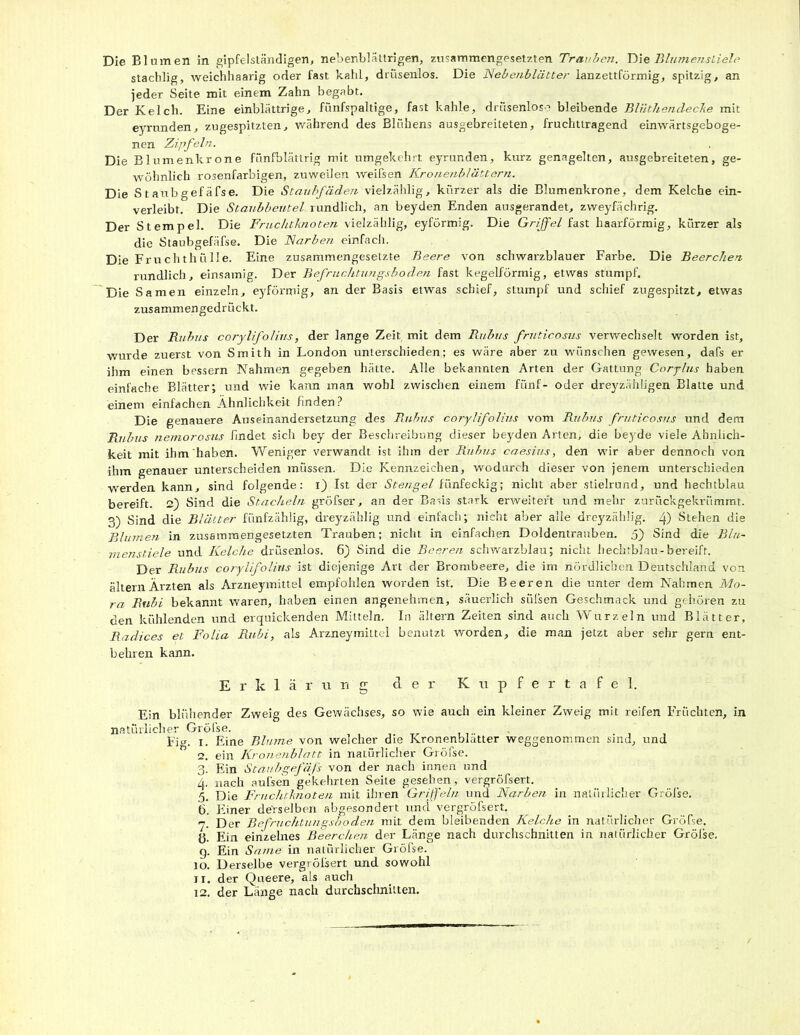 stachlig, weichhaarig oder fast kahl, drüsenlos. Die Nebenblätter lanzettförmig, spitzig, an jeder Seite mit einem Zahn begabt. Der Kelch. Eine einblättrige, fünfspaltige, fast kahle, drüsenlose bleibende Bliithendecke mit eyrunden, zugespitzten, während des Blühens ausgebreiteten, fruchttragend einwärtsgeboge- nen Zipfeln. Die Blumenkrone fünfblätlrig mit umgekehrt eyrunden, kurz genagelten, ausgebreiteten, ge- wöhnlich rosenfarbigen, zuweilen weifsen Kronenblättern. Die Staubgefäfse. Die Staubfäden vielzählig, kürzer als die Blumenkrone, dem Kelche ein- verleibt. Die Staubbeutel rundlich, an beyden Enden ausgerandet, zweyfächrig. Der Stempel. Die Fruchtknoten vielzählig, eyförmig. Die Griffel fast haarförmig, kürzer als die Staubgefäfse. Die Narben einfach. Die Fruchthülle. Eine zusammengesetzte Beere von schwarzblauer Farbe. Die Beerchen rundlich, einsamig. Der Befruchtungsboden fast kegelförmig, etwas stumpf. Die Samen einzeln, eyförmig, an der Basis etwas schief, stumpf und schief zugespitzt, etwas zusammengedrückt. Der Rubus corylifolius, der lange Zeit mit dem Rubxis fruticosus verwechselt worden ist, wurde zuerst von Smith in London unterschieden; es wäre aber zu wünschen gewesen, dafs er ihm einen bessern Nahmen gegeben hätte. Alle bekannten Arten der Gattung Corylus haben einfache Blätter; und wie kann man wohl zwischen einem fünf- oder dreyzähligen Blatte und einem einfachen Ähnlichkeit finden? Die genauere Auseinandersetzung des Rubus corylifolius vom Rubus fruticosus und dem Rubus nemorosus findet sich bey der Beschreibung dieser beyden Arten, die beyde viele Ähnlich- keit mit ihm haben. Weniger verwandt ist ihm der Rubus caesius, den wir aber dennoch von ihm genauer unterscheiden müssen. Die Kennzeichen, wodurch dieser von jenem unterschieden werden kann, sind folgende: i) Ist der Stengel fünfeckig; nicht aber stielrund, und hechtblau bereift. 2) Sind die Stacheln gröfser, an der Basis stark erweitert und mehr zurückgekrümmt. 3) Sind die Blätter fiinfzählig, dreyzählig und einfach; nicht aber alle dreyzählig. 4) Stehen die Blumen in zusammengesetzten Trauben; nicht in einfachen Doldentrauben. 5) Sind die Blu- menstiele und Kelche drüsenlos. 6) Sind die Beeren schwarzblau; nicht hechtblau-bereift. Der Rubus corylifolius ist diejenige Art der Brombeere, die im nördlichen Deutschland von älternÄrzten als Arzneymittel empfohlen worden ist. Die Beeren die unter dem Nahmen Mo- ra Rubi bekannt waren, haben einen angenehmen, säuerlich süfsen Geschmack und gehören zu den kühlenden und erquickenden Mitteln. In ältern Zeiten sind auch Wurzeln und Blätter, Radices et Folia Rubi, als Arzneymittel benutzt worden, die man jetzt aber sehr gern ent- behren kann. Erklärung der Kupfertafel. Ein blühender Zweig des Gewächses, so wie auch ein kleiner Zweig mit reifen Früchten, in natürlicher Gröfse. ..... . . . , Fig. 1. Eine Blume von welcher die Kronenblatter weggenommen sind, und 2. ein Kronenblatt in natürlicher Gröfse. 3. Ein Staubgefäß von der nach innen und 4. nach aufse'n gekehrten Seite gesehen, vergröfsert. 5. Die Fruchtknoten mit ihren Griffeln und Narben in natürlicher Gröfse. 6. Einer derselben abgesondert und vergröfsert. 7. Der Befruchtungsboden mit dem bleibenden Kelche in natürlicher Gröfse. ö- Ein einzelnes Beerchen der Länge nach durchschnitten in natürlicher Größe, g. Ein Same in natürlicher Gröfse. 10. Derselbe vergrößert und sowohl n. der Queere, als auch 12. der Länge nach durchschnitten.