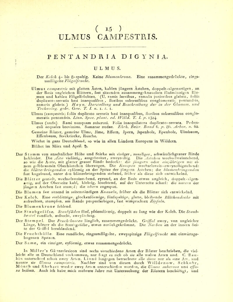 ( 15 ) ULMUS CAMPESTRIS, PENTANDRIA DIGYNIA. I U L M U S. Der Kelch 4- bis 8-spaltig. Keine Blumenkrone. Eine zusammengedrückte, rings- umflügelte Fliigelfnicht. Ulmus campestris mit glatten Asten, kahlen jungem Ästchen, doppelt - sägenartigen , an der Basis ungleichen Blättern, fast sitzenden zusammengeknauelten füiifmännigen Blu- men und kahlen Flügelfrüchten. ' (U. ramis laevibus, ramulis junioribus glabris, foliis duplicato-serratis basi inaecfualibus , floribus subsessilibus conglomeratis pentandris, satnaris glabris.) Hayn. Darstellung und Beschreibung der in der Ökonom, und Technolog, g'ebr. Gew. T. I. n. 1. t. 1. Ulmus (campestris) foliis duplicato serratis basi inaequalibus, floribus subsessilibus conglo- meratis pentandris. Linn. Spec. plant, ed. Willd. T. I. p. l3?4- Ulmus (nu,da). Rami nunquam suberosi. F’olia inaequilatera duplicato-serrata. Pedun- culi aequales brevissimi. Samarae nudae. Ehrh. Beitr. Band 6. p. 86- Arbor. n. 62. Gemeine Rüster, gemeine Ulme, Jlme, Elfern, Jpern, Jspenholz, Epenholz, Ulmbaum, ElFenbaum, Steckriecke, Rusche. Wächst in ganz Deutschland, so wie in allen Ländern Europens in Wäldern. Blühet im März und April, tb Der Stamm von ansehnlicher Höhe und Stärke mit rissiger, runzliger, schwärzlichgrauer Rinde bekleidet. Die Aste vielästig, ausgebreitet, zweyreihig. Die Ästchen wechselweisstehend, so wie die Aeste, mit glatter grauer Rinde bedeckt: die jungem oder einjährigen mit ei- nem gelbbraunen Oberhäutchen überzogen. Die Knospen wechselsweis-zweyreihigstehend: die blätterbringenden eyförmig an der Spitze der jüngern Ästchen; die blumenbringenden fast kugelrund, unter den blätterbringenden stehend, früher als diese sich entwickelnd. Die Blätter gestielt, wechselsweisstehend, eyrund, an der Basis etwas ungleich, doppelt-sägen- artig, auf der Oberseite kahl, klebrig, leuchtend, auf der Unterseite scharf: die untern der jüngern Ästchen fast stumpf; die obern zugespizt. Die Blumen fast sitzend in seitenständigen Knäueln, früher als die Blätter sich entwickelnd. Der Kelch. Eine einblättrige, glockenförmige, fiinfspaltige, glatte, bleibende Bliithendecke mit aufrechten, stumpfen, am Rande purpurfarbigen, fast wimpnchten Zipfeln. Die Blumenkrone fehlend. Die Staub ge fäfse. Staubfäden fünf, pfriemförmig, doppelt so lang wie der Kelch. Die Staub- beutel rundlich, aufrecht, zweyfächrig. Der Stempel. Der Fruchtknoten länglich, zusammengedrückt. Griffel zwey, von ungleicher Länge, kürzer als die Staubgefäfse, etwas zurückgekrümmt. Die Narben an der innern Sei- te der Giiffel herablaufend. Die Fruchthülle. Eine rundliche, ringsumflügelte, zweyspitzige Flügelfrücht mit einwärtsge- bogenen Spitzen. Der Same, ein einziger, eyförmig, etwas zusammengedrückt. In Mil!erTs Gä tnerlexicon sind sechs verschiedene Arten der Rüster beschrieben, die viel- leicht alle in Deutschland voikommen, nur fragt es sich ob sie alle wahre Arten sind. C. Bau- hin unterschied schon zwey Arten, Linne hingegen betrachtete alle diese nur als eine Art, und nannte sie Ulmus cainpestris. Nachher sind von diesen durch Willdenow, Schkuhr, Mönch und Ehr hart weder zwey Art tn unterschieden worden, die Ulmus suberosa und ejfu- sa heifsen. Auch ich habe^ mich mehrere Jahre mit Untersuchung der Rüstern beschäftigt, und