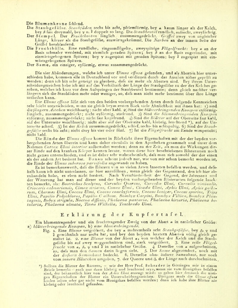 Die Blumenkrone fehlend. Die Staubgefäfse. Staubfäden sechs bis acht, pfriernförmig, bey <*. kaum länger als der Kelch, bey ß fasi drej'mahl, bey y u. & doppelt so lang. Die Staubbeutel rundlich, aufrecht, zweyfächrig. Der Stempel. Der Fruchtknoten länglich zusammengedrückt. Griffel zwey von ungleicher Länge, kürzer als die Staubgefäfse, auswärtsgekrümmt. Die Narben an der innern Seite der . Griffel herablaufend. Die Fruchthülle. Eine rundliche, ringsumflügelte, zweyspitzige Flug eifrucht: bey <* an der Basis schmaler werdend, mit ziemlich geraden Spitzen j bey ß an der Basis zugerundet, mit einwärtsgebogenen Spitzen; bey y zugespitzt mit geraden Spitzen; bey ^ zugespizt mit ein- wärtsgebogenen Spitzen. Der Same, ein einziger, eyförmig, etwas zusammengedrückt. Die vier Abänderungen, welche ich unter Ulmus effusa gefunden, und als Abarten hier unter- schieden habe, kommen alle in Deutschland vor und verdienen durch das Aussäen näher geprüft zu Werden; denn ich bin sehr geneigt zu glauben, dafs sie mehr als Abarten sind. Bey ihrem Unter- scheidungszeichen habe ich mit auf das Verhältnifs der Länge der Staubgefäfse zu der des Kelches ge- sehen, welches ich kurz vor dem Aufspringen der Staubbeutel bestimmte; denn gleich nachher ver- längern sich die Staubfäden mehr oder weniger, so, dafs man nicht mehr bestimmt über ihre Länge urtheilen kann. Die Ulmus effusa läfst sich von den beiden vorhergehenden Arten durch folgende Kennzeichen sehr leicht unterscheiden, wenn sie gleich beym ersten Blick viele Ähnlichkeit mit ihnen hat: i) sind die jüngern Ästchen weichhaarig ; nicht aber kahl. 2)Sind die blätterbringendenKnospen eyförmig- iänglich, zusammengedrückt; nicht eyförmig, stielrund. $) Sind die blu/nenbringenden Knospen eyförmig, zusammengedrückt; nicht fast kugelrund. 4) Sind die Blätter auf der Oberseite fast kahl, auf der Unterseite weichhaarig; nicht aber auf der Oberseite kahl, klebrig, leuchtend *), auf der Un- terseite scharf. 5) Ist der Kelch zusammengedrückt, schief, sechs- bis achtspaltig. 6_) Sind der Staub- gefäße sechs bis acht; nicht drey bis vier oder fünf. 7) Ist die Flügelfrucht am Rande wimpericht; nicht kahl. Die Rinde der Ulmus effusa kommt in Rücksicht ihrer Eigenschaften mit der der beyden vor- hergehenden Arten überein ürid kann daher ebenfalls in den Apotheken gesammelt und unter dem Nahmen Cortex Ul/ni interior aufbewahrt werden; denn zu der Zeit, als man die Wirkungen die- ser Rinde auf den kranken Körper kennen lernte, waren diese hier beschriebenen Rüsterarten noch nicht genau unterschieden, und es ist daher sehr wahrscheinlich, dais man sich sowohl der der einen als der andern Art bedient hat. Banau scheint jedoch nur, wie von mir schon bemerkt worden ist, die Rinde der Ulmus subenosa parvifolia angewandt zu haben. Es ist bemerkenswert!!, dafs die Rüstern von so vielen Arten Insecten befallen werden, und defs- halb kann ich nicht unterlassen, sie hier anzuführen, wenn gleich der Gegenstand, den ich hier ab- zuhandeln habe, es eben nicht fordert. Nach Verschiedenheit der Gegend, der Jahreszeit und der Witterung hat man auf dieser und der beyden vorhergehenden Rüsterarien folgende Insek- ten bemerkt, als: Bostrichus Scolytus, Curculio Qnercus, Curculio Ul/ni, Curculio 'viznin'alis, Crioceris calmariensis, Cimex striatus, Cimex U/mi, Cicada Ul/ni, Aphis Ul/ni, Aphis gal la- mm, Chermes Ul/ni, Coccus U/mi, Coccus conchyformis, Coccus laniger, Coccus spnrins, Trips Ulmi, Fapilio Polychloros, Papilio C älbum, Bo/nbyx Carpini, Bo/nbyx Hillica, Bo/nbyx Plan- taginis, Bobyx strigula, Noctua difßnis, Phalaena pantaria, Phalaena hirtaria, Phalaena be- tularia, Phalaena ulmata, Tinea VKilkella, Tenthredo Ul/ni. Erklärung der KupfertafeL. Ein blumentragender und ein fruchttragender Zweig von der Abart <* in natürlicher Gröfse: a) blätterbringende Knospen, b) eine blumenbringende. Fig. 1. Eine Blume vergrößert, die bey x mehrentheils acht Staubgefäße, bey ß, y und £ gewöhnlich nur sechs hat, und bey den beyden letztem Abarten völlig gleich ge- staltet ist. 2. eine Blume von der Abart x, von welcher der Kelch und die Staub- gefäfse bis auf zwey weggeschnitten sind, stark vergröfsert. 3- Eine reife Fliigel- fnicht von ß, y und $ in natürlicher Gröfse. 4 Dieselbe von x aufgeschnitten, so, dafs man den Samen darin liegen sieht. 5- Der Same abgesondert, noch mit der äußern Samenhaut bedeckt. 6. Derselbe ohne äulsere Samenhaut, nur noch vom innern Häutchen umgeben, 7. der Queere und 8. der Länge nach durchschnitten., *) Sollten die Blätter der Rüstern, — wie der Herr Prof. Schräder in Göttingen mir in einem Briefe bemerkt — auch nur dann klebrig und leuchtend seyn, wenn sie vom Honigthau befallen sind, der bekanntlich hier von der Jehis Ulmi erzeugt wird: so geben hier dennoch die übri- gen Eigenschaften der Blätter ein Unterscheidungszeichen. Übrigens mufs die Ulmus effusa höchst selten oder gar nicht vom Honigthau befallen werden; denn ich habe ihre Blätter nie klebrig oder leuchtend gefunden.