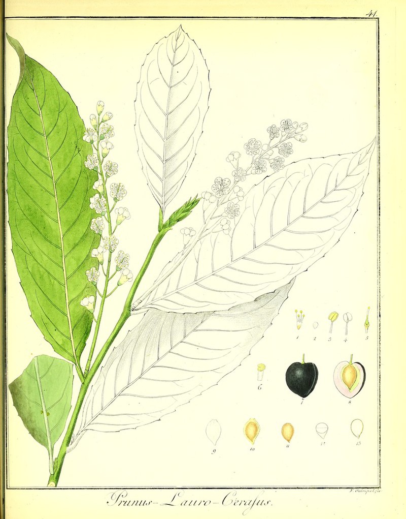 ru/ui'p attro C^eraL (7 iu\