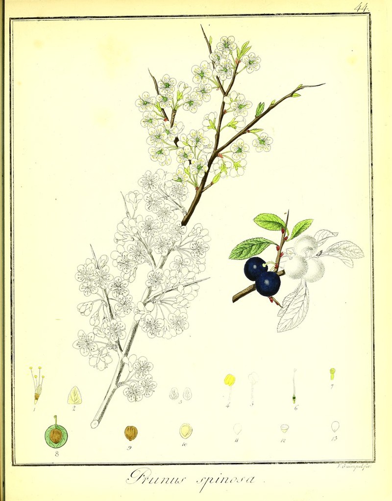 44 ru 727ZS S/ZZ72 OSZZ