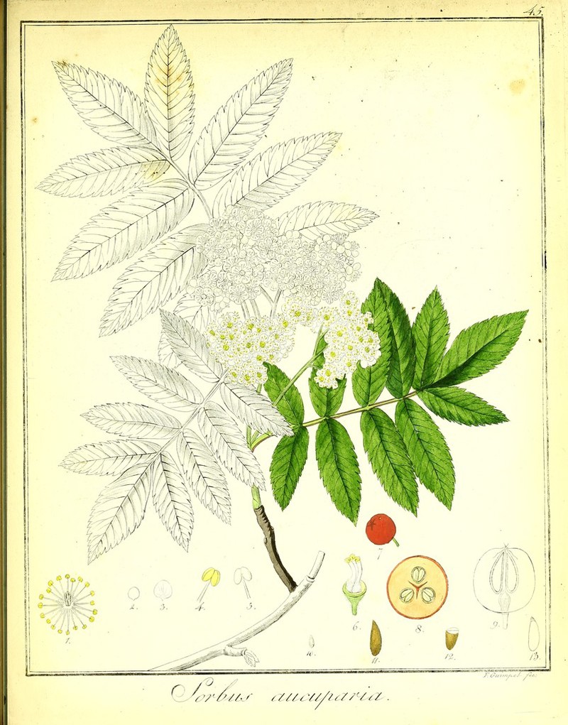 ^ / J c TU6£ii/ta?c&a'