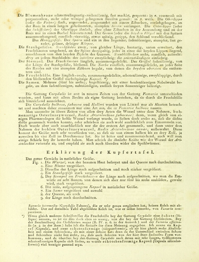 purpurrotlien, melir oder weniger gebogenen Streifen gemair: in ß. weifs. Die Oberlippe (oder die Fahne') flach, zugernndet, ausgerandet mit einem Zähncben, zurückgebogen, an der Basis in einen langen gekrümmten, stumpfen Snnrn verlängert. Die Unterlippe (oder das Schiffchen') der Überlippe «ähnlich, aber ohne Zühnchen in der Ausrandung und an der Basis nur in einen Buckel hervortretend. Der Gaum (oder die beyden Flügel mit den Spitzen zusammenhängend) rundlich-vierseitig, etwas spitzig, gerippt, den Schlund verschliefsenct. Das Honiggefäfs. Der Sporn und ein in ihm liegender, fadenförmiger, stumpfer, fast ge- rader, grüner, drüsiger Körper. Die Staubgefäfse. Staubfäden zwey, von gleicher Länge, hautartig, unten erweitert, den Fruchtknoten umgebend, an derSpiize dreyspaltig, jeder in einer der beyden Lippen liegend, umschlossen von den beyden Zipfeln des Gaumes. Staubkülbchen sechs, rundlich, aufrecht: drey an jedem Staubfaden: der mittlere zweyfäcbrig; die seitenständigen einfächrig. Der Stempel. Der Fruchtknoten länglich, zusammengedrückt. Der Griffel fadenförmig, von der Länge der Staubgefäfse, bleibend. Die Narbe rundlich, zusammengedrückt, an jeder Seite des Randes mit vier stumpfen Zähnen begabt, von denen die beyden obersten die entfern- tem sind. Die Fruchthülle. Eine länglich-ovale, zusammengedrückte, schotenförmige, zweyklappige, durch den bleibenden Griffel stachelspitzige Kapsel. *) Die Samen. Mehrere (fünf bis sechs), kugelförmig, mit einer keulenförmigen Nabelwulst be- gabt, an dem fadenförmigen, nahtständigen, endlich freyen Samenträger befestigt. Die Gattung Corydalis ist erst in neuern Zeiten von der Gattung Fumaria unterschieden worden, und kann mit allem Rechte als eigne Gattung bestehen, da sie durch die Fruehthülle sich hinreichend auszeichnet. Die Corydalis bulbosa, fabacea uud Halleri wurden von Linne nur als Abarten betrach- tet und machten daher zusammen nur eine Art aus, die er Fumaria bulbosa nannte. Man sammelte in ältern Zeiten von allen drey Arten die Wurzel unter dem Nahmen, boh- nenartige Osterluzey Wurzel, Radix Anstolochiae fabaceae; denn, wenn gleich von ei- nigen Pharmacologen die hohle Wurzel verlangt wurde, so liefsen doch andre zu, dafs die dichte dafür gesammelt werden konnte, oder schrieben sie auch wohl ausdrücklich zum Einsammeln vor. Doch wurde aber auch ausschliefslich nur die der erstem Art gesammelt, und dann unter dem Nahmen der hohlen Osterluzey Wurzel, Radix Aristolochiae cauae, aufbewahrt. Diese kommt der Gröfse nach sehr verschieden vor, so dafs sie von einem halben bis zu drey Zoll, ja zuweilen bis vier Zoll im Durchmesser hat. Sie ist bitter und zusammenziehend, auch will man einige Schärfe bey ihr bemerkt haben. Man schrieb ihr ähnliche Kräfte wie der Wurzel der Ari- stolochia rotunda zu, und empfahl sie auch noch überdies wider die Spuhlwürmer. Erklärung der Kupfertafel. Das ganze Gewächs in natürlicher Gröfse. Fig. i. Die Wurzel, von der braunen Haut befreyet und der Queere nach durchschnitten. 2. Eine Blume vergröfsert. 3- Dieselbe der Länge nach aufgeschnitten und noch stärker vergröfsert. 4- Ein Staubgefäfs stark vergröfsert. 5. Der Stempel am Fruchtknoten der Länge nach aufgeschnitten, wo man die Ent- würfe zu acht'Samen, von denen sich aber nur fünf bis sechs ausbilden, gewahr wird, stark vergröfsert. 6. Die reife, aufgesprungene Kapsel in natürlicher Gröfse. 7. Ein Same vergröfsert und sowohl g. der Queere, als auch 9. der Länge nach durchschnitten. Fumaria intermedia (Corydalis Fabacea), die er sehr genau zergliedert hat, keinen Kelch mit ab- bildet. Der auf derselben Tafel abgebildete Kelch ist, wie er selbst bemerkt, von Fumaria sein- ■pervirens. *) Wenn gleich mehrere Schriftsteller die Fruehthülle bey der Gattung Corydalis eine Schote (Si- liqua) nennen, so ist sie dies doch eben so wenig, wie die bey der Gattung Chelidonium. Bey der Beschreibung des Chelidonium majus (B. IV. n. 6. in der Anmerk.) und der Fumaria ojficina- lis (n. 4 in der Anm.) habe ich die Gründe für diese Meinung angegeben. Ich nenne sie Kap- sel (Capsula), und zwar schotenförmige (siliquaeformis), ob sie hier gleich mehr Ähnlich- keit mit einem Schütchen, als mit einer Schote hat; denn da der Unterschied zwischen Schote und Schötchen nicht fest steht, so, dafs auch Schoten von der liier Statt findenden Form Vor- kommen, und da überdies bey der.Gattung Corydalis auch Arten mit sehr langen, vollkommen schotenförmigen Kapseln sich finden, so würde s chö tchenf örmige Kapsel (Capsula siliculae- formis) viel weniger passend seyn.
