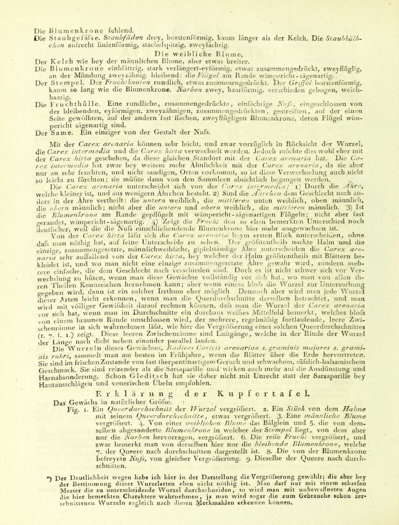 Die Staubgefäfse. Staubfäden drey, borstenförmig, kaum länger als der Kelch. Die Staubkolb- chen aufrecht linienförmig, stachelspitzig, zweyfächrig. Die weibliche Blume, Der Kelch wie bey der männlichen Blume, aber etwas breiter. Die Blumenkrone einblättrig, stark verlängert-ey förmig, etwas zusammengedruckt, zweyflüglig, an der Mündung zweyzähnig. bleibend: die Flügel am Rande wimpericht-sägenartig. Der Stempel. Der Fruchtknoten rundlich, etwas zusammengedrückt. Dev Griffel borstenförmig, kaum so lang wie die Blumenkrone. Narben zwey, haarl'örmig, verschieden gebogen, weich- haarig. Die Fr u ch th ü Ile. Eine rundliche, zusammengedrückte, einfächrige Nuß, eingeschlossen von der bleibenden, eyförmigen, zweyzähnigen, zusammengedrückten, gestreiften, auf der einen Seite gewölbten, auf der andern fast flachen, zvveyflügligen Blumenkrone, deren Flügel wim- pericht sägenartig sind. Der Same. Ein einziger von der Gestalt der Nufs. Mit der Carex arenaria können sehr leicht, und zwar vorzüglich in Rücksicht der Wurzel, die Carex Intermedin und die Carex hirta verwechselt werden. Jedoch möchte dies wohl eher mit der Carex hirta geschehen, da diese gleichen .Standort mit der Carex arenaria hat. Die Ca- rex intermedia hat zwar bey weitem mehr Ähnlichkeit mit der Carex arenaria, da sie aber nur an sehr feuchten, und nicht sandigen, Orten vorkommt, so ist diese Verwechselung auch nicht so leicht zu fürchten; sie müfste dann von den Sammlern absichtlich begangen werden. Die Carex unterscheidet sich von der Carex intermedia: i) Durch die Ähre, welche kleiner ist, und aus wenigem Ährchen besteht. 2) Sind die Ährchen dem Geschlecht nach an- ders in der Ähre vertheilt: die Untern weiblich, die mittleren unten weiblich, oben männlich, die obern männlich; nicht aber die untern und obern weiblich, dre mittlereti männlich. 3) Ist die Blumenkrone am Rande gepflügelt mit wimpericht-sägenartigen Flügeln; nicht aber fast gerandet, wimpericht-sägenartig. 4) Zeigt die Frucht den so eben bemerkten Unterschied noch deutlicher, weil die die Nufs einschliefsendende Blumenkrone hier mehr ausgewachsen ist. Von der Carex hirta läfst sich die Carex arenaria beym ersten Blick unterscheiden, ohne dafs man nöthig hat, auf feine Unterscheide zu sehen. Der „gröfstentheils nackte Halm und die einzige, zusammengesetzte, männlichweibliche, gipfelständige Ähre unterscheiden die Carex are- ndria sehr auffallend von der Carex hirta, bey welcher der Halm gröfstentheils mit Blättern be- kleidet ist, und wo man nicht eine einzige zusammengesetzte Ähre gewahr wird, sondern meh- rere einfache, die dem Geschlecht nach verschieden sind. E)och es ist nicht schwer sich vor Ver- wechslung zu hüten, wenn man diese Gewächse vollständig vor sich hat, wo man von allen ih- ren Theilen Kennzeichen hernehmen kann; aber wenn einem blofs die Wurzel zur Untersuchung gegeben wird, dann ist ein solcher Irrthum eher möglich. Dennoch aber wird man jede Wurzel dieser Arten leicht erkennen, wenn man die Querdurchschnitte derselben betrachtet, und man wird mit völliger Gewifsheit darauf rechnen können, dafs man die Wurzel der Carex arenaria vor sich hat, wenn man im Durchschnitte ein durchaus weifses Mittelfeld bemerkt, welches blofs von einem braunen Rande umschlossen wird, der mehrere, regelmäfsig fortlaufende, leere Zwi- schenräume in sich wahrnehmen läfst, wie hier die Vergröfserung eines solchen Queerdurchschnittes (t. 7. f. 1.) zeigt. Diese leeren Zwischenräume sind Luftgänge, welche in der Rinde der Wurzel der Länge nach dicht neben einander parallel laufen. Die Wurzeln dieses Gewächses, Radices Caricis arenariae s. graminis majores s. grami- nis rubri, sammelt man am besten im Frühjahre, wenn die Blätter über die Erde hervortreler?. Sie sind im friscbenZustande von fast therpentinartigem Geruch und schwachem, süfslich-balsamischem Geschmack. Sie sind reizender als die Sarsaparille und wirken auch mehr auf die Ausdünstung und Harnabsonderung. Schon Gleditsch hat sie daher nicht mit Unrecht statt der Sarsaparille bey Hautausschläge'n und venerischen Übeln empfohlen. Erklärung der Kupfertafel. Das Gewächs in natürlicher Gröfse. ■ Fig. 1. Ein Qu e er durchs chniit der Wurzel vergröfsert. 2. Ein Stück von dem Hahne mit seinem Queerdurchschnitte, etwas vergröfsert. 3- Eine männliche Blume vergröfsert. 4- Von einer weiblichen Blume das Bälglein und 5- die von dem- selben abgesonderte Blumenkrone in welcher der Stempel liegt, von dem aber nur die Narben hervorragen, vergröfsert. 6. Die reife Frucht vergröfsert, und zwar bemerkt man von derselben hier nur die bleibende Blumenkrone, welche 7. der Queere nach durchschnitten dargestellt ist. 8- Die von der Blumenkrone befreyete Nuß, von gleicher Vergröfserung. 9. Dieselbe der Queere nach durch- schnitten. *) Der Deutlichkeit wegen habe ich hier in der Darstellung die Vergröfserung gewählt; die aber bey der Bestimmung dieser Wurzelarten eben nicht nöthig ist. Man darf nur mit einem scharfen Messer die zu unterscheidende Wurzel dnrchschneiden, so wird man mit unbewaffneten Augen die hier bemerkten Charaktere wahrnehmen, ja man wird sogar die zum Gebrauche schon zer- schnittenen Wurzeln sogleich nach diesen tylerkmahlen erkennen können.