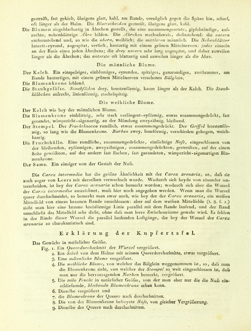 gestreift, fast gekielt, übrigens glatt, kahl, am Rande, vorzüglich gegen die Spitze hin, scharf, oft länger als der Halm. Die Blattscheide?i gestreift, übrigens glatt, kahl. Die Blumen ziegeldachartig in Ährchen gestellt, die eine zusammengesetzte, gipfelständige, auf- rechte, nebenblättrige Ähre bilden. Die Ährchen wechselsweis, dichtstehend: die untern entfernstehend und, so wie die obern, weiblich; die mittleren männlich. Die Nebenblätter lanzett-eyrund, zugespitzt, vertieft, hautartig mit einem grünen Mittelnerven: jedes einzeln an der Basis eines jeden Ährchens; die drey untern sehr lang zugespitzt, und daher zuweilen länger als die Ährchen; das unterste oft blattartig und zuweilen länger als die Ähre. Die männliche Blume. Der Kelch. Ein einspelziges, einblumiges, eyrundes, spitziges, ganzrandiges, rostbraunes, am Rande hautartiges, mit einem grünen Mittelnerven versehenes Bälglein. Die Blumenkrone fehlend. Die Staubgefäfse. Staubfäden drey, borstenförmig, kaum länger als der Kelch. Die Staub- külbchen aufrecht, linienförmig, stachelspitzig. Die weibliche Blume. Der Kelch wie bey der männlichen Blume. Die Blumenkröne einblättrig, sehr stark verlängert-eyförmig, etwas zusammengedrückt, fast gerandet, wimpericht-sägenartig, an der Mündung zweyzähnig, bleibend. Der Stempel. Der Fruchtknoten rundlich, etwas zusammengedrückt. Der Griffel borstenför- mig, so lang wie die Blumenkrone. Narben zwey, haarförmig, verschieden gebogen, weich- haarig. Die Fruchthülle. Eine rundliche, zusammengedrückte, einfächrige Nufs, eingeschlossen von der bleibenden, eyförmigen, zweyzähnigen, zusammengedrückten, gestreiften, auf der einen Seite gewölbten, auf der andern fast flachen, fast gerandeten, wimpericht-sägenartigen Blu- menkrone. Der Same. Ein einziger von der Gestalt der Nufs. Die Car ex intennedia hat die gröfste Ähnlichkeit mit der Car ex arenaria, so, dafs sie auch so<*ar von Leers mit derselben verwechselt wurde. Wodurch sich beyde von einander un- terscheiden, ist bey der Car ex arenaria schon bemerkt worden; wodurch sich aber die Wurzel der Carex intermedia auszeichnet, mufs hier noch angegeben werden. Wenn man die Wurzel queer durchschneidet, so bemerkt man zwar auch, wie bey der der Carex arenaria, ein weifses Mittelfeld von einem braunen Rande umschlossen: aber auf dem weifsen Mittelfelde ft. 8- f. i.) sieht man hier eine braune kreisförmige Linie parallel mit dem Rande laufend, und der Rand umschliefst das Mittelfeld sehr dicht, ohne dafs man leere Zwischenräume gewahr wird. Es fehlen in der Rinde dieser Wurzel die parallel laufenden Luftgänge, clie bey der Wurzel der Carex arenaria so charakteristisch sind. Erklärung der Kupfertafel. Das Gewächs in natürlicher Gröfse. Fi», x. Ein Queerdurchschnitt der Wurzel vergi'öfsert. 2. Ein Stück von dem Halme mit seinem Queerdurchschnitte, etwas vergröfsert. 3. Eine männliche Blume vergröfsert. 4. Die weibliche Blume, von welcher das Bälglein weggenommen-ist, so, dafs man die Blumenkrone sieht, von welcher der Stempel so weit eingeschlossen ist, dafs man nur die hervorragenden Narben bemerkt, vergröfsert. 5. Die reife Frucht in natürlicher Gröfse, von der man aber nur die die Nufs ein- schliefsende, bleibende Blumenkröne sehen kann. 6. Dieselbe vergröfsert und ’j, die Blumenkrone der Queere nach durchschnitten. 8- Die von der Blumenkrone befreyete Nufs, von gleicher Vergröfserung. g. Dieselbe der Queere nach durchschnitten.