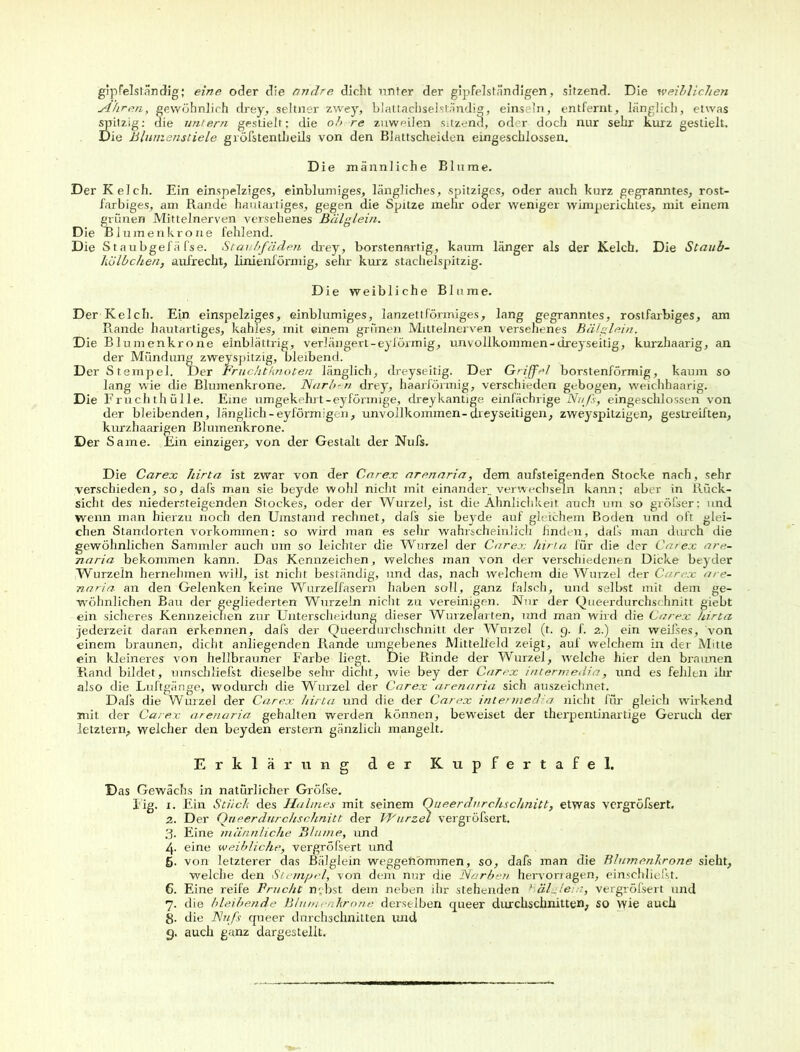 gipfelständig; eine oder die andre dicht unter der gipfelständigen, sitzend. Die weiblichen Haren, gewöhnlich drey, seltner zwey, blattachselständig, einsein, entfernt, länglich, etwas spitzig: die untern gestielt; die oh re zuweilen s.tzena, oder doch nur sehr kurz gestielt. Die Blumenstiele gröfstentlieils von den Blattscheiden eingeschlossen. Die männliche Blume. Der Kelch. Ein einspelziges, einblumiges, längliches, spitziges, oder auch kurz gegranntes, rost- farbiges, am Rande hautartiges, gegen die Spitze mehr oder weniger wimperichtes, mit einem grünen Mittelnerven versehenes Bälg lein. Die Blumenkrone fehlend. Die Staubgefä fse. Staubfäden drey, borstenartig, kaum länger als der Kelch. Die Staub- hölbchen, aufrecht, linienförmig, sehr kurz stachelspitzig. Die weibliche Blume. Der Kelch. Ein. einspelziges, einblumiges, lanzettförmiges, lang gegranntes, rostfarbiges, am Rande hautartiges, kahles, mit einem grünen Mittelnerven versehenes Bälglein. Die Blumenkrone einblättrig, verlängert-eylörmig, unvollkommen-dreyseitig, kurzhaarig, an der Mündung zweyspitzig, bleibend. Der Stempel. Der Fruchtknoten länglich, dreyseitig. Der Griffel borstenförmig, kaum so lang wie die Blumenkrone. Narben drey, haarförmig, verschieden gebogen, weichhaarig. Die Fruchthülle. Eine umgekehrt-eyförmige, dreykantige einfächrige Nuß, eingeschlossen von der bleibenden, länglich-eyförmigen, unvollkommen-cheyseitigen, zweyspitzigen, gestreiften, kurzhaarigen Blumenkrone. Der Same. Ein einziger, von der Gestalt der Nufs. Die Carex Mrta ist zwar von der Carex arenaria, dem aufsteigenden Stocke nach, sehr verschieden, so, dafs man sie beyde wohl nicht mit einander, verwechseln kann; aber in Rück- sicht des niedersteigenden Stockes, oder der Wurzel, ist die Ähnlichkeit auch um so größer: und wenn man hierzu noch den Umstand rechnet, dafs sie beyde auf gleichem Boden und oft glei- chen Standorten Vorkommen: so wird man es sehr wahrscheinlich finden, dafs man durch die gewöhnlichen Sammler auch um so leichter die Wurzel der Carex hirla für die der Carex are- naria bekommen kann. Das Kennzeichen, welches man von der verschiedenen Dicke beyder Wurzeln hernehmen will, ist nicht beständig, und das, nach welchem die Wurzel der Carex are- naria. an den Gelenken keine Wurzelfasern haben soll, ganz falsch, und selbst mit dem ge- wöhnlichen Bau der gegliederten Wurzeln nicht zu vereinigen. Nur der Queerdurchschnitt giebt ein sicheres Kennzeichen zur Unterscheidung dieser Wurzelarten, und man wird die Carex hirta jederzeit daran erkennen, dafs der Queerdurchschnitt der Wurzel (t. g. f. 2.) ein weißes, von einem braunen, dicht anliegenden Rande umgebenes Mittelfeld zeigt, auf welchem in der Mitte ein kleineres von hellbrauner Farbe liegt. Die Rinde der Wurzel, welche hier den braunen Rand bildet, umschliefst dieselbe sehr dicht, wie bey der Carex intermedia, und es fehlen ihr also die Luftgänge, wodurch die Wurzel der Carex arenaria sich auszeichnet. Dafs die Wurzel der Carex hirta und die der Carex intermedia nicht für gleich wirkend mit der Carex arenaria gehalten werden können, beweiset der therpentinartige Geruch der letztem, welcher den beyden erstem gänzlich mangelt. Erklärung der Kupfertafel. Das Gewächs in natürlicher Gröfse. Fig. t. Ein Stück des Hahnes mit seinem Queerdurchschnitt, etwas vergröfsert. 2. Der Queerdurchschnitt. der VFurzel vergröfsert. 3. Eine männliche Blume, und 4. eine weibliche, vergröfsert und ß. von letzterer das Bälglein weggeftömmen, so, dafs man die Blumenkrone sieht, welche den Stempel, von dem nur die Narbe?/ hervorragen, einschliefst. 6. Eine reife Frucht nebst dem neben ihr stehenden ‘ äß lein, vergröfsert und 7. die bleibende B/unn nkrone derselben queer durchschnitten, so wie auch 8- die Nuß queer durchschnitten und