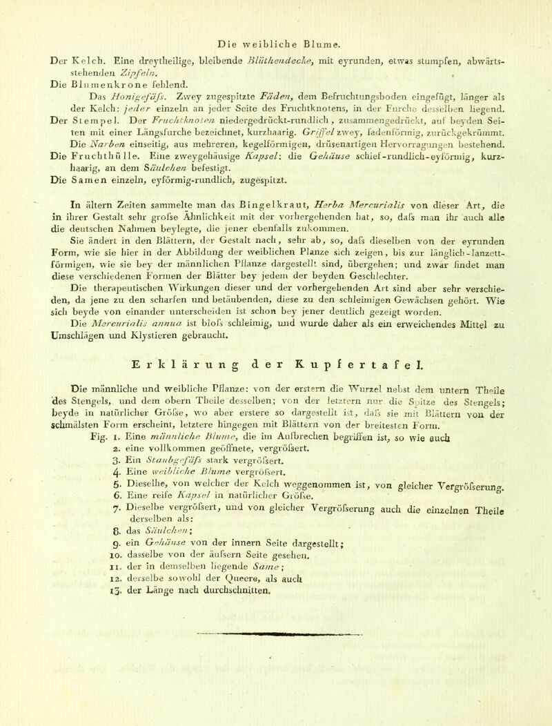 Die weibliche Blume. Der Kelch. Eine dreytheilige, bleibende BliUhendecke, mit eyrunden, etwas stumpfen, abwärts- stehenden Zipfeln. Die Blumenkrone fehlend. Das Honigefäfs. Zwey zugespitzte Fäden, dem Befruchtungsboden eingefugt, länger als der Kelch: jeder einzeln an jeder Seite des Fruchtknotens, in der Furche desselben liegend. Der Stempel. Der Fruchtknoten niedergedrückt-rundlich, zusammengedrückt, auf beyden Sei- ten mit einer Längsfurche bezeichnet, kurzhaarig. Griffel zwey, fadenförmig, zurückgekrümmt. Die Narben einseitig, aus mehreren, kegelförmigen, drüsenartigen Hervorragungen bestehend. Die Fruchthü Ile. Eine zwey gehäusige Kap sei: die Gehäuse schief - rundlich-eyförmig, kurz- haarig, an dem Käulchen befestigt. Die Samen einzeln, eyförmig-rundlich, zugespitzt. In ältern Zeiten sammelte man das Bingelkraut, Herba Mercurialis von dieser Art, die in ihrer Gestalt sehr grofse Ähnlichkeit mit der vorhergehenden hat, so, dafs man ihr auch alle die deutschen Nahmen beylegte, die jener ebenfalls zukommen. Sie ändert in den Blättern, der Gestalt nach, sehr ab, so, dafs dieselben von der eyrunden Form, wie sie hier in der Abbildung der weiblichen Planze sich zeigen, bis zur länglich - lanzett- förmigen, wie sie bey der männlichen Pflanze dargestellt sind, übergehen; und zwar findet man diese verschiedenen Formen der Blätter bey jedem der beyden Geschlechter. Die therapeutischen Wirkungen dieser und der vorhergehenden Art sind aber sehr verschie- den, da jene zu den scharfen und betäubenden, diese zu den schleimigen Gewächsen gehört. Wie sich beyde von einander unterscheiden ist schon bey jener deutlich gezeigt worden. Die Mercurialis annua ist biofs schleimig, und wurde daher als ein erweichendes Mittel zu Umschlägen und Klystieren gebraucht. Erklärung der Kupfertafel. Die männliche und weibliche Pflanze: von der erstem die Wurzel nebst dem untern Theile des Stengels, und dem obern Theile desselben; von der letztem nur die Soitze des Stengels; beyde in natürlicher Gröfse, wo aber erstere so dargestellt ist, dafs sie mit Blättern von der schmälsten Form erscheint, letztere hingegen mit Blättern von der breitesten Form. Fig. x. Eine männliche Blume, die im Aufbrechen begriffen ist, so wie auch а. eine vollkommen geöffnete, vergröfsert. 3. Ein Staubgefäfs stark vergröfsert, 4. Eine weibliche Blume vergröfsert, 5. Dieselhe, von welcher der Kelch weggenommen ist, von gleicher Yergröfserwm. б. Eine reife Kapsel in natürlicher Gröfse. 7. Dieselbe vergröfsert, und von gleicher Yergröfserung auch die einzelnen Theile derselben als: 8. das Säulchen; 9. ein Gehäuse von der innern Seite dargestellt; io. dasselbe von der äufsern Seite gesehen. ix. der in demselben liegende <Same; 12. derselbe sowohl der Queere, als auch