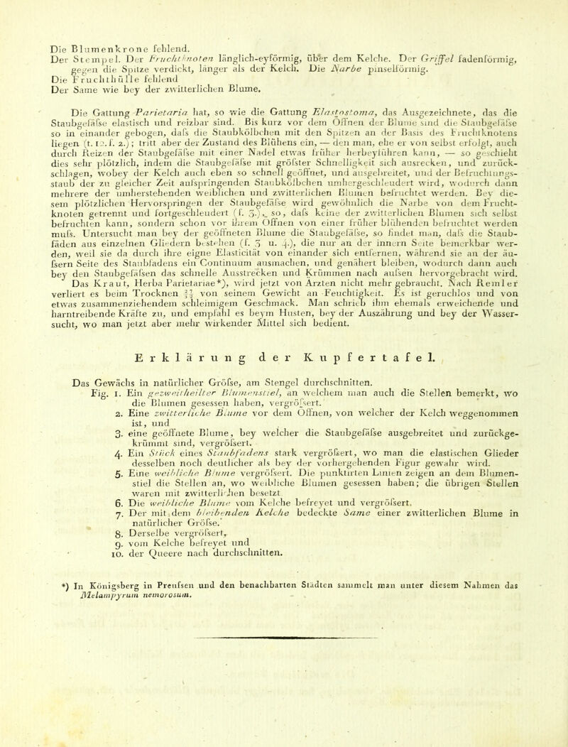 Der Stempel. Der Fruchtknoten länglich-eyförmig, über dem Kelche. Der Griffel fadenförmig, gegen die Spitze verdickt, länger als der Kelch. Die Narbe pinselförmig. Die Fruchthülle fehlend Der Same wie bey der zwitterlichen Blume, Die Gattung -Parietaria hat, so wie die Gattung Elastostoma, das Ausgezeichnete, das die Staubgefäfse elastisch und reizbar sind. Bis kurz vor dem Offnen der Blume sind die Sianbgefäfse so in einander gebogen, dafs die Staubkölbchen mit den Spitzen an der Basis des Fruchtknotens liegen (t. t .f. 2.); tritt aber der Zustand des Blühens ein, — den man, ehe er von selbst erfolgt, auch durch Reizen der Staubgefäfse mit einer Nadel etwas früher herbeyführen kann, — so geschieht dies sehr plötzlich, indem die Staubgefäfse mit gröfster Schnelligkeit sich ausrecken, und Zurück- schlagen, wobey der Kelch auch eben so schnell geöffnet, und ausgebreitet, und der Befruchlungs- staub der zu gleicher Zeit aufspringenden Staubkölbchen umhergeschleudert wird, wodurch dann mehrere der umherstehenden weiblichen und zwitterlichen Blumen befruchtet werden. Bey die- sem plötzlichen 'Hervorspringen der Staubgefäfse wird gewöhnlich die Narbe von dem hrucht- knoten getrennt und fortgeschleudert (f. 3.],.. so, dafs keine der zwitterlichen Blumen sich selbst befruchten kann, sondern schon vor ihrem Offnen von einer früher blühenden befruchtet werden mufs. Untersucht man bey der geöffneten Blume die Staubgefäfse, so findet, man, dals die Staub- fäden aus einzelnen Gliedern bestellen (f. 3 u. :p), die nur an der innern Seite bemerkbar wer- den, weil sie da durch ihre eigne Elasticität von einander sich entfernen, während sie an der äu- fsern Seite des Staubfadens ein Continuum ausmachen, und genähert bleiben, wodurch dann auch bey den Staubgefäfsen das schnelle Ausstrecken und Krümmen nach aufsen hervorgebracht wird. Das Kraut, Herba Parietariae*), wird jetzt von Ärzten nicht mehr gebraucht. Nach Remler verliert es beim Trocknen f J von seinem Gewicht an Feuchtigkeit. Es ist geruchlos und von etwas zusammenziehendem schleimigem Geschmack. Man schrieb ihm ehemals erweichende und harntreibende Kräfte zu, und empfahl es beym Husten, bey der Auszährung und bey der Wasser- sucht, wo man jetzt aber mehr wirkender Mittel sich bedient. Erklärung der Kupfertafel. Das Gewächs in natürlicher Gröfse, am Stengel durchschnitten. Fig. I. Ein ge. zw eit heilt er Blumenstiel, an welchem man auch die Stellen bemerkt, Wo die Blumen gesessen haben, vergrößert. 2. Eine zwitterliche Blume vor dem Offnen, von welcher der Kelch weggenommen ist, und 3. eine geöffnete Blume, bey welcher die Staubgefäfse ausgebreitet und zurückge- krümmt sind, vergröfsert. 4- Ein Stuck eines Staubfadens stark vergrößert, wo man die elastischen Glieder desselben noch deutlicher als bey der vorhergehenden Figur gewahr wird. 5. Eine weibliche Blume vergröfsert. Die punktirten Linien zeigen an dem Blumen- stiel die Stellen an, wo weibliche Blumen gesessen haben; die übrigen Stellen waren mit zwitterli'Jien besetzt. 6. Die weibliche Blume vom Kelche befreyet und vergröfsert. 7. Der mit,dem bleibenden Kelche bedeckte Same einer zwitterlichen Blume in natürlicher Gröfse. 8. Derselbe vergröfsert,. 9. vom Kelche befreyet und 10. der Queere nach durchschnitten. *) In Königsberg in Prenfsen und den benachbarten Städten sammelt man unter diesem Nahmen das jyielampyruni nemorosum.