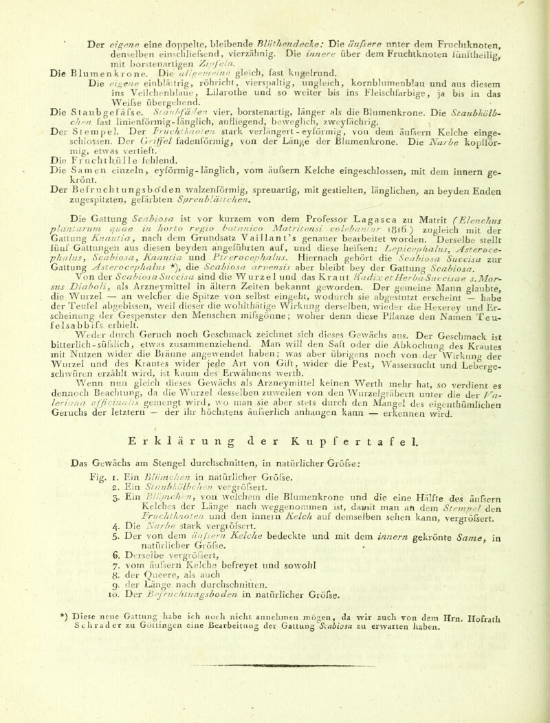 Der eigene eine doppelte, bleibende Blüthendecfie: Die äußere nnter dem Fruchtknoten, denselben einschliefsend, vierzähnig. Die innere über dem Fruchtknoten fünftheilig, mit borstenartigen Zipfeln. Die Blumenkrone. Die allgemeine gleich, fast kugelrund. Die eigene einblä trig, röhricht, vierspaltig, ungleich, kornblumenblau und aus diesem ins Veilchenblaue, Lilarothe und so weiter bis ins Fleischfarbige, ja bis in das Weifse übergehend. Die Staubgefäfse. Staubfäden vier, borstenartig, länger als die Blumenkrone. Die Staub/wlb- chen fast linienförmig-länglich, aufliegend, beweglich, zvyeyfäcbrig. Der Stempel. Der Fruchtknoten stark verlängert - eyförmig, von dem äufsern Kelche einge- schlossen. Der Griffel fadenförmig, von der Länge der Blumenkrone. Die Narbe kopfför- mig, etwas vertieft. Die Fruchth.iille fehlend. Die Samen einzeln, eyförmig-länglich, vom äufsern Kelche eingeschlossen, mit dem innern ge- krönt. Der Befruchtungsbo'den walzenförmig, spreuartig, mit gestielten, länglichen, an beyden Enden zugespitzten, gefärbten Spreublättchen. Die Gattung Scabiosa ist vor kurzem von dem Professor Lagasca zu Matrit fElenchus plant.arum quae in horto regio botanico Matritensi colebantur ißtö) zugleich mit der Gattung Knautia, nach dem Grundsatz Vaillant’s genauer bearbeitet worden. Derselbe stellt fünf Gattungen aus diesen beyden angeführten auf, und diese heifsen: Lepicep/ialus, Asteroce- phaIns,. Scabiosa, Knautia und Ptrerocephalus. Hiernach gehört die Scabiosa Succisa zur Gattung Asterocephalus *), die Scabiosa arvensis aber bleibt bey der Gattung Scabiosa. Von der Scabiosa Succisa sind die Wurzel und das Kraut Radix et HerbaSuccisae s.Mor- sjis Diaboli, als Arzneymittel in ältern Zeiten bekannt geworden. Der gemeine Mann glaubte, die Wurzel — an welcher die Spitze von selbst eingeht, wodurch sie abgestutzt erscheint — habe der Teufel abgebissen, weil dieser die wohlthätige Wirkung derselben, wieder die Hexerey und Er- scheinung der Gespenster den Menschen mifsgönne; woher denn diese Pflanze den Namen Teu- felsa bbifs erhielt. Weder durch Geruch noch Geschmack zeichnet sich dieses Gewächs aus. Der Geschmack ist bitterlich-süfslich, etwas zusammenziehend. Man will den Saft oder die Abkochung des Krautes mit Nutzen wider die Bräune angewendet haben; was aber übrigens noch von.der Wirken» der Wurzel und des Krautes wider jede Art von Gift, wider die Pest, Wassersucht und Leb%r^e~ schwüren erzählt wird, ist kaum des Erwähnens werth. Wenn nun gleich dieses Gewächs als Arzneymittel keinen Werth mehr hat, so verdient es dennoch Beachtung, da die Wurzel desselben zmveilen von den Wurzelgräbern unter die der Va- leriana ofßcinahs gemengt wird, wo man sie aber stets durch den Mangel des eigenthümlichen Geruchs der letztem — der ihr höchstens äufserlich anhangen kann — erkennen wird. Erklärung der Kupfertafel. Das Gewächs am Stengel durchschnitten, in natürlicher Gröfse: Fig. i. Ein Blümchen in natürlicher Gröfse. 2. Ein Staubkolbchen vergröfsert. 3. Ein Blümchen, von welchem die Blumenkrone und die eine Hälfte des äufsern Kelches der Länge nach weggenommen ist, damit man an dem Stempel den Fruchtknoten und den innern Kelch auf demselben sehen kann, vergröfsert. 4. Die Narbe stark vergröfsert. 5. Der von dem äufsern Kelche bedeckte und mit dem innern gekrönte Same, in natürlicher Gröfse. 6. Derselbe vergröfsert, 7. vom äufsern Kelche befreyet und sowohl g. der Queere, als auch 9. der Länge nach durchschnitten. 10. Der Befruchtungsboden in natürlicher Gröise. *) Diese neue Gattung habe ich noch nicht annehmen mögen, da wir auch von dem Hrn. Hofrath Schräder zu Göttingen eine Bearbeitung der Gattung Scabiosa zu erwarten haben.