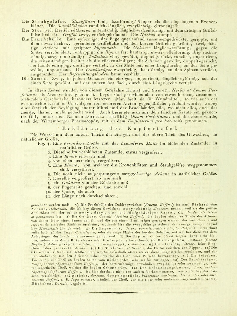 Die S t au bge f äfs fe. Staubfäden fünf, haarförniig,' 'länger als die eingebogenen Kronen* blätter. Die Slaubkölbchen rundlich-länglicli, zweyfächrig, citronengelb. Der Stempel. Yi&x Fruchtknoten unterständig, länglich-walzenförmig, mit dem drüsigen Griffcl- fnlse bedeckt. Griffel zwey, zurückgekrümint. Die Narben stumpf. Die Fruchthölle, Eine eyförmige, der Fuge querlaufend zusammengedrückte, gerippte, mit dem etwas flachen, gerandeten Griffelfufse und den kurzen Griffeln gekrönte, zweigehäu- sige Achene mit gerippter Fugennath. Die Gehäuse länglich - eylÖrmig, gegen die Syiilze verschmälert, Jünfrippig: die Rippen fast hautarlig, etwas wellenförmig, drey rücken- ständig, zwey randständig; Thälchen vier, gewölbt, doppeltgerückt, ninziicli, ungestriemt, die seitenstiindigcn breiter als die rückenstäncligen; Seilchen gewölbt, doppelt-gerückt, am Rande einrippig; die vertieft, in der IVlitte mit einer Längsfurche, an der Seite ge- wölbt, ungestriemt. Der Fruchtträger zweylheilig, haarförmig, an den Spitzen verdickt, ausgerandet. Der Befruchlungshoden kaum verdickt. Die Samen. Zwey, in jedem Gehäuse ein einziger, ungestriemt, länglicli-eyförmig, auf der einen Seite gewölbt, auf der andern fast flach, durch eine Längslurche vertieft. In altern Zeiten wurden von diesem Gewächse Kraut und Samen, Herba et Semen Per- fohatae als Arzneymittel gebraucht. Reyde sind geiuchlos aber von etwas herbem, zusammen- zieiu ndem Geschmacke, besonders letzterer. ‘Man hielt sie für Wundmitlel, so wie aucli das zerquetschte Kraut in Umschlägen von mehreren Ärzten gegen^ Brüche gerühmt wurde; w'obey aber freilich der Beyfügung andrer Alittel und der Bruchbänder, die, wo nicht alles, doch das meiste, thaten, nicht gedacht wird. Auch bereitete man aus dem frischen Kraule ein gekoch- tes Ohl, unter dem IN'almicn U u r c h w a c h s ö h 1 ,j Oleum Ferfoliatne ; und der Same wurde, nach der Wirtemberger Pharmacopöe, mit zu dem Fmplastrum pro herniosis genommen. ]w- k 1 ä r u n g der K u p f e r t a f o 1. Die Wurzel nüi dem untern Thtile des Stengels und der obere Tlieil des Gew'ächses, in natürlicher Gröfse. Fig. 1. Eine besondere Dolde mit der besonderen Hülle im blühenden Zustande, in natürlicher Gröfse. 2. Dieselbe im verblüheten Zustande, etwas vergröfsert. .3. Eine Blume seitwärts und 4. von oben betrachtet, vergröfsert. 3. Eine Blume, von welcher die Kronenblätter und Staubgefäfse weggenommen sind, vergröfsert. 6. Die noch nicht aufgesprungene zweygehäusige Achene in natürlicher Gröfse. 7. Dieselbe vergröfsert, so wie auch 8. ein Gehäuse von der Rückseite und 0. der Fugenseite gesehen, und sowolil 10. der auch 11. der Länge nach durchschnitten.; gerecluiet werden miifs. 3} Die Fruchtliijlle der Doldengewäclise (^Fructus Hoff?n.') ist nach Itichard eine Hellene, ylcheniutn, die ich bey diesen Gewiiehsen z w ey g eli ä u s 1 g flicoccurn nenne, well sie die gröfste ühnlichheit mit der echten zwey-, drey-, vier- und f ii 11 fgeh ii u s 1 g e n Kapsel, Capnthi dl- tri- tetra- et pentacocca hat. 4) Die Gehäuse, Cocculi, {Semina Hoffm.), die Leyden einzelnen Thelle der Achene, von denen jeder einen Samen enthält, und die von einem Fruclitträger getiagen werden, der hey Faiicus und jdpiutn als einfaclies Säulchen erscheint, wodurch hier die zweygehäusige Achene der zweygehäuslgen Kapsel bey Ulercurtalis ähnlich wird. 5) Die Fugennah t, Sutura commissuralls (^Jlhoplte lloffm.')^ bezeichnet flurseihalb Ci) die Fuge Commissura, oder diejenige Fläche der heyden Gehäuse, mit svelclier diese vor dem Anfspiingen der Frnchthlille znsammengefiigt sind. 7) Die Rippen Costne HnJ'j'm. kann nicht blei- ben, indem man damit Blättchen- oder Fiederp.iare bezeichnet), fi) Ule Rippchen, Costulae {Costae Unj'j'm.'): daher gerippt, costatus, und feingerippt, cosculatus, 9) Die Streifen, Striai’, feine Ripp- chen: daher gestreift, strlatus. lo) Die Thälchen, VaUeciüac, die Fläche zwischen den Rippen, n) Die Striemen, die Oehlhehälter, welche aufseihalh öfters als erhabene Längsstreifen erscheinen, und da- her Ähnlichkeit mit den Striemen haben, welche der Hieb einer Peitsche hervorbiliigt. I2) Die Seitchen, Batusenid, der Thell an heyden Selten vom Rücken jedes Gehäuses bis zur Fuge. 13) Der Fr u c h t t r ä g e r, Carpophortiin (Spermapodiam Iloffm.J, der horstenforniige, gesvöhnlich zweytheilige oder zweysp^ltlge, sel- ten ungetheilte Theil, welcher die heyden Gehäuse tragt. 14) Der R ef r u c h t u n gs b o d e n, HccepCaculum (Sperriapodophorum Iloffm.j, ist hier durchaus nicht von andern Vorkommenarten, wie z. B. hey der Kir- sche, verschieden. 13) gerückt, dorsatus, d o p p el t g e r ü c k t, hldorsntus fcarlnatus, btcarinatus oder auch costatus IloJ'J'in., z. R. Juga costataj, nämlich der Tlieil, der mit einer oder mehreren zugerundeten Kanten, Rückchen, Dorsula, begabt ist.