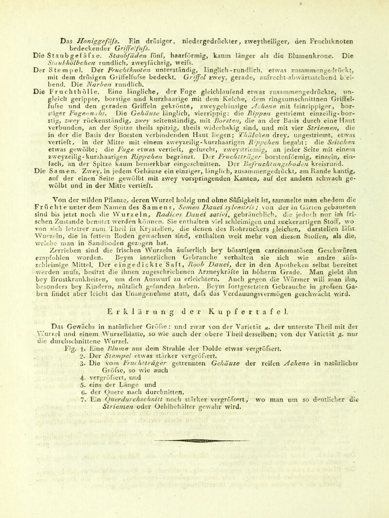 Das Hcmiggefüjs. Hin drüsiger, niedergedrückter, zweytheiliger, den Frncluknoten bedeckender Griffe!fufs. Die S t aub gef ä fs e. Stanhfädeji fünf, haarförmig, kaum länger als die Blumenkrone. Die Scuttidiölbc/ien rundlich, zweyfächrig, weifs. Der Stempel. Der Fruchtlmoten unterständig, länglicli-rundlich, etwas znsammengedrüokt, mit dem drüsigen Griffelfufse bedeckt, Griffel zwey, gerade, aufrecht-abwärlsstehend blei- bend. Die Narben rundlich. Die Fruchth ülle. Eine längliche, der Fnge gleichlaufend etwas znsammengedrückte, un- gleich gerippte, borstige und kurzhaarige mit dem Kelche, dem ringsumschnittnen Griffel- fufse und den geraden Griffeln gekrönte, zvveygeliänsige Ackene mit feinrippiger, bor- stiger Fugenn.iht. Die Gehäuse länglich, vierrippig: die Rippen gestriemt einzeilig-bor- stig, zwey rückenständig, zwey seitenständig, mit Borsten, die an der Basis durch eine Haut verbunden, an der Spitze theils spitzig, theils widerhakig sind, und mit vier Striemen, die in der die Basis der Borsten verbindenden Haut liegen; TlLulchen drey, ungestriemt, etwas vertieft, in der Mitte mit einem zweyzeilig-kurzhaarigen Rippchen begabt: die Seitchen etwas gewölbt; die Fuge etwas vertieft, geturclu, zweystrlemig, an jeder Seite ntit einem zweyzeilig-kurzhaarigen Rippchen begränzt. Der Fruchtträger borstenförmig, einzeln, ein- fach, an der Spitze kaum bemerkbar eingeschnitten. Der Befruchtungshoden kreisrund. Die Samen. Zwey, in jedem Gehäuse ein einziger, länglich, zusammengediückt, am Rande kantig, auf der einen Seite gewölbt mit zwey vorspringenden Kanten, auf der andern schwach ge- wölbt und in der Mitte vertieft. Von der wilden Pflanze, deren Wurzel holzig und ohne Süfsigkeit ist, sammelte man ehedem die Fr ü c h t e unter dem Namen des Samens, Seinen Dauci sylvestris ; \on der in Gärten gebaueten sind bis jetzt noch die Wurzeln, Radices Dauci sativi, gebräuchlich, die jedoch nur irh fri- schen Zustande benutzt werden können. Sie enthalten viel schleimigen und zuckerartigen Stoff, wo von sich letztrer zum Theil in Krystallen, die denen des Rohrzuckers gleichen, darstellen läl’st. VYurzcln, die in fettem Boden gewachsen sind, enthalten weit mehr von diesen Stollen, als die, welche man in Sandboden gezogen hat. Zerrieben sind die frisaien Wurzeln äufserlich bey bösartigen carcinomatösen Geschwüren, empfohlen worden. Beym innerlichen Gebrauche verhalten sie sich wie andre süfs- schleimige Mittel. Der eingedickte Saft, Roob Dauci, der in den Apotheken selbst bereitet werden inufs, besitzt die ihnen zugeschriebenen Arzneykräfte in höherra Grade. Man giebt ihn bey Brustkrankheiten, um den Auswurf zu erleichtern. Auch gegen die Würmer will man ihn, besonders bey Kindern, nützlich gefunden haben. Beym fortgesetzten Gebrauche in grofsen Ga- ben findet aber leidit das Unangenehme statt, dafs das Verdauungsvermögen geschwächt wird. Erklärung der Kupfertafel. Das Gewächs in natürlicher Gröf'se : und zwar von der Varietät «. der unterste Theil mit der Wurzel und einem Wurzelblatte, so wie auch der obere Theil desselben; von der Varietät ß. nur die durchschnittene Wurzel. Fig. 1. Eine Blume aus dem Strahle der Dolde etwas vergröfsert. 2. Der Stempel etwas stärker vergröfsert. 3. Die vom Fnuhiträger getrennten Gehäuse der reifen Achene in natürlicher Gröfse, so wie auch 4- vergröfsert, und 5. eins der Länge und G. der Quere nach durchnitten. 7. Ein Querdurchschnitt noch stärker vergröfsert, wo man um so deutlicher die Striemen oder Oehlbehälter eewahr wird. O