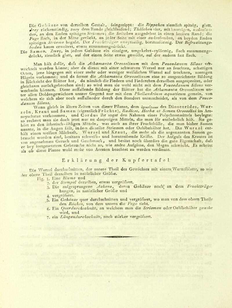 Die Geliäiise von derselben Gestalt, felngerippt: die Rippchen ziemlich spitzig, glatt, Jrey ritckenst.indig, zive.y dem Rande gleichlaufend; Thälchensxex, mit knorrigen, auslaufca- den, an den Enden syxvdge.n Striemen-, die Seitchen ausgedehnt in einen breiten Rand; die Fuge Hach, in der Mitte gerückt, an jeder Seite mit einer auslaufenden, an Leyden Enden spitzigen Strieme begabt. Der Fnichttriiger zweytheilig, borstenförmig. Der Befruchtimgs- hoclen kaum erweitert, etwas zusammengedrückt. Die Samen. Zwey, in jedem Gehäuse ein einziger, nmgekelirt-eyförmlg, flach zusammenge- drückt, ziemlich glatt, auf der einen Seite etwas gewölbt, auf der andern fast flach. Man hält dafür, dafs die Athamanta Oreoselinnm mit dem Peucedanuni Silaus vdt- wechselt werden könne; aber da dieses mit einer schwarzen Wurzel nur an feuchten, schattigen Orten, jene hingegen mit einer mehr oder weniger weifslichen Wurzel auf trocknen, sonnigen Hügeln vorkommt; und da ferner die Athamanta Oreoselinnm eine so ausgezeichnete Bildung in Rücksicht der Blätter hat, da nämlich die Fiedern und Fiederchen derselben ausgespreitet, oder cleichsam zurückgebrochen sind: so wird man sie wohl nicht mit dem Peucedannm Silans ver- wechseln können. Diese auffallende Bildung der Blätter hat die Athamanta Oreoselinnm un- ter allen Doldengewächsen unsrer Gegend nur mit dem Phellandrinm aquaticurn gemein, von welchem sie sich aber noch auffallender durch den Standort unterscheidet, als von dem Peuce- danmn Silaus. Wenn gleich in altern Zeiten von dieser Pflanze, dem des Dioscorides, Wur- zeln Kraut und Samen (eigentlich Früchte), Radices, Herba et Semen Oreoselini im Arz- nevschatze Vorkommen, und Cordus ihr sogar den Nahmen eines Polychrestmittels beylegte: so rechnet man sie doch jetzt nur zu denjenigen Mitteln, die man für entbehrlich hält. Sie ge- hört zu den ätherisch-öhligen Mitteln, was auch an ihrer Fruchthülle, die man bisher Samen nannte in die Augen fällt, indem dieselbe Striemen oder Oehlbehälter hat. Die Wurzel ent- hält einen weifsen Milchsaft, Wurzel und Kraut, die mehr als die sogenannten Samen ge- braucht worden sind, besitzen Schweifs- und harntreibende Kräfte. Der Aufguts des Krautes ist von angenehmen Geruch und Geschmack, und besitzt noch überdies die gute Eigenschaft, dafs er bev fortgesetztem Gebrauche nicht so, wie andre Aufgüsse, den Magen schwächt. Es scheint als ob diese Planze wohl mehr von Aerzten beachtet zu werden verdiente. Erklärung der Kiipfertafel. Die Wurzel durchschnitten, der untere Theil des Gewächses mit einem VYurzelblatte, so wie iler obere Tlieil desselben in natürlicher Gröfse. Fiir. i. Eine Blume und 2. der Stempel derselben, etwas vergröfsert. 3, Die aufgesprungene Achene, deren Gehäuse noch] an dem Fruchtträger hangen, in natürlicher Gröfse und 4, vergröfsert. 5. Ein Gehäuse quer durchschnitten und vergröfsert, wo man von dem obern Theile den Puicken, von dem untern die Fuge sieht. G. Ein Qnerdurchschnitt, an welchem man die Striemen oder Oehlbehälter gewahr wird, und