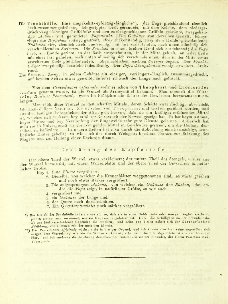 Die Fruchth Lille. Eine umgekehrt-eyformig-längliclie^'), der Fuge gleichlaufend rlemlich flach zusammengedrückte, feingerippte, breit gerandete, mit dem Kelche, dem niederge- driickt-kegtdförmigen Griffelfufse und den zuriickgeschlagnen Grilfeln gekrönte, zvveygehau- sige Ach.ene mit gelandeter rupennaht. Die Gahanse von derselben Gestalt, feinge- rippt; die Rippchen spitzig, gestreift, drey riickcnständig, zwey dem Rande gleichlaufend; Thälchen vier, ziemlich flacli, einsiriemig, mit fast auslaufenden, nach unten alhn<ählig sich verschmälernden Slrienen. Die Seitchen in einen breiten Rand sich ausdehnend; d.e Fuge Jlach, am Rande gerinnt, an der Basis ausgeschnitten, in der Mitte gekielt, an jeder Seite mit einer f.ast geraden, nach unten allm.älilig sich verschmälernden, dem in der Mitte etwas erweiterten Kiele glei dilaufenden, oberlläcldichen, nackten S'iieme begabt. Der Frucht- träger zweylheilig, haarfein-fadenförmig. Der Befruchtungsboden wenig erweitert, kreis- rund. Die Samen. Zwey, in jedem Goliäiise ein einziger, verlängert-länglich, zusammengedrückt, auf beyden Seiten etwas gewölbt, äiifserst schwach der Länge nach gefurcht. Von dem Peucedanuin officinale, welches schon von Theophrast und Dioscorides genannt wurde, ist die Wurzel als Arzneymittel bekannt. Man sammelt die Wur- zeln, Radices Feucedani, wenn im Frfdijahre die Blätter des Gewächses hervorzutret. n an- fangen. Man zählt diese Wurzel zu den scharfen Mitteln, deren Schärfe zwar fluchtig, aber nicht ätherisch - ühliger Natur ist. Sie ist schon von Theophrast und Galen gerahmt worden, und aus den häufigen Lobsprüchen der Alten geht hervor, dafs sie ein kräftiges eröffnendes Mittel ist weich.es sich wirksam bey erhöhter Reizbai'keit der Nerven gezeigt hat. £s hat beym Asthma, beym Husten und bey Verstopfung der Eingeweide sehr gute Dienste geleistet. Aulserlich hat man sie in Pulvergestalt als ein reinigendes Mittel in Geschwüre gestreut, um die Heilung der- selben zu befördern. — In neuern Zeiten hat man durch die Abkochung eine hartnäckige, scor- butische Krätze gelieilt; so wie auch das durch Weingeist bereitete Extract zur Stärkung des Marrens uud zur Heilung einer Kaciiexie diente. , rklärnng der Kupfertafe Uer obere Theil der Wurzel, etwas verkleinert; der untere Theil des Stengels, wie er aus der Wurzel hervortritt, mit einem Wurzelblalte und der obere Theil des Gewächses in natür- licher Grölse. ^ Eig. 1. Eine Biume vergrölsert. 2. Dieselbe, von welcher die Kronenblätter weggeaommen sind, seitwärts gesehen und noch etwas stärker vergröfsert. 3. Die aufgesprungene AchcTie, von welcher ein Gehäuse den Rüchen, das an- dre die Fl/ge zeigt, in natürlicher Gröfse, so wie auch 4. vergrölsert und 5. ein Gehäuse der Länge und ß. der Quere nach durchschnitten. 7. Ein (j^uerdurchschnitt noch stärker vergröfsert. Die Gestalt der Frnclitliülle ändert etwas ab, so, dafs sie in einer Dolde inelir oder rren'ger länglich erscheint, jedoch nie so rund Yoikomnif, wie sie Gärtner abgebildet hat. Durch die Gefälligkeit meiner Freunde habe ich aus fünf verschiedenen Gegenden sie erhalten; und keine von diesen näheit sich der G ä r t n e r's c h e 11 Abbildung, alle stimmen mit der meinlgen überein. '•) Das PeuceJanum ofjictnale wächst nicht in hiesiger Gegend, und ich konnte also hier keine ungeslöhrt sich ausgebildete Wurzel, so wie sie im Wilden voikomnit, erhaben. Die hier ahgehildete ist aus der Leipziger Flor, und ich verdanke die Zeichnung derselben der CeLIIigkelt meines Freundes, des Herrn Professor Rei- ch e n b a c !i.