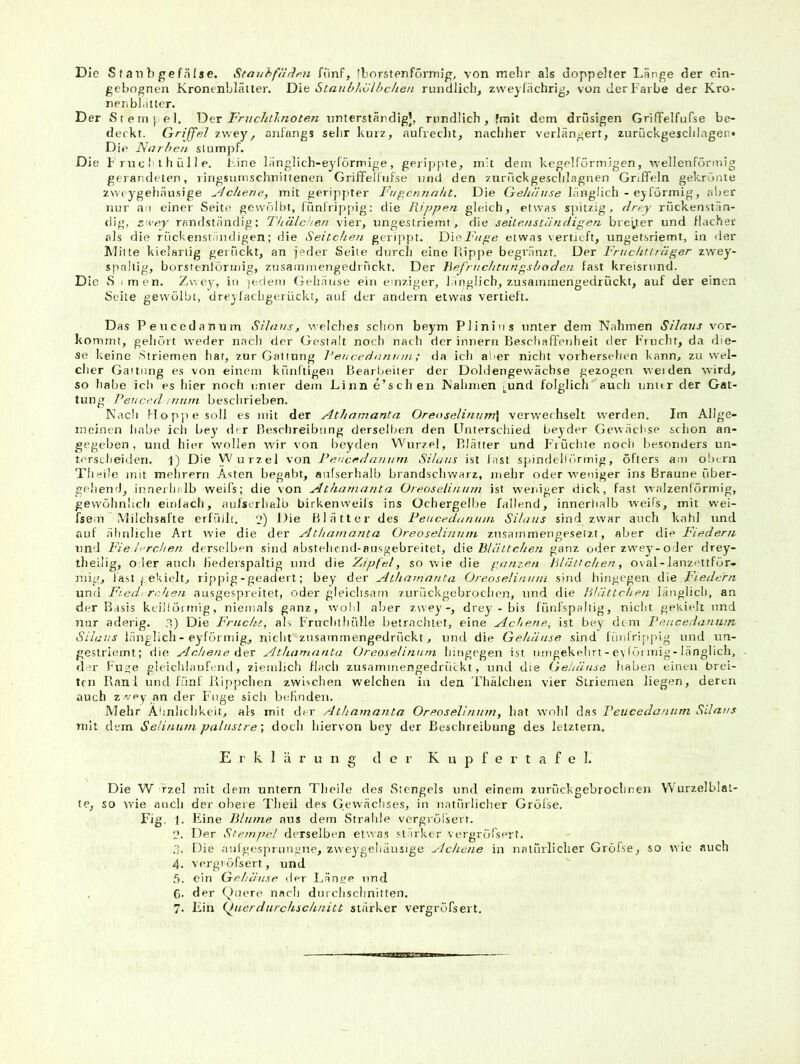Die S f a n b gefälse. Seauhfärlpn ftinf, fborstenförmig, von mehr als doppelter Länge der ein- gebognen Kronenbläuer. Die StajibhUlbchen rundlich, zweylächrig, von der Farbe der Kro- neribLitter. Der Stemj^el, Fruchtknoten unterstärdig], rundlich, fmit dem drüsigen GrifTelfufse be- deckt. Griffel zwey, anfangs selir kurz, aufreclit, nachher verlängert, zuriickgeschlagen« Die Narben slumpf. Die F rncl thülle. l-.ine langlich-eyförnnge, geripjUe, in't dem kegelförmigen, ■wellenförmig gelandeten, lingsumschnittenen Griffellufse und den zuriickgeschlagnen Griffeln gekrönte zmygehäu.sige ylchene, mit gerippter Fugcnnaht, Die Gehäuse hinglich - eyförmig, aber nur an einer Seite gewölbt, fünfripiiig; die Rippen gleich, etwas spitzig, clrey rückenstän- dig, zwey randständig; Thälcben vier, ungestriemt, die seite/iscändigen breiter und flacher als die rückenst.indigen; die Seitche?i gerippt. F>\oFnge etwas \erlieft, unget.sriemt, in der Mi ite kielartig gerückt, an jeder Seite durch eine Rippe begränzf. Der Fruchtträger zwey- spaltig, bürsfenlörinig, zusainmengediTickt. Der Befruchtungsboden fast kreisrund. Die S imen. Zwey, in ]edem (iehäuse ein einziger, länglich, zusammengedrückt, auf der einen Seite gewölbt, dreyfachgerückt, auf der andern etwas vertieft. Das Peucedanum Silaus, welches schon beym Plinins unter dem Nahmen Silaus vor- kommt, gehört weder nach der Gestalt noch nach der innern Beschaffenlieit der Frucht, da die- se keine Striemen har, zur Gattung Vencedanuui.; da ich al'er nicht vorhersehen kann, zu wel- cher Gaitnng es von einem künftigen Bearbeiter der Doldengewächse gezogen weiden wird, so habe ich es hier noch unter dem Linn e’schen Naliriien i^und folglich auch unur der Gat- tung Peuerd , uum beschrieben. Nacli .t-f o p]i e soll es mit der Athamanta Oreoselinum\ verwechselt werden. Im Allge- meinen liabe ich bey der Beschreibung dersellien den LTnterschied beyder Gewächse sciion an- gegeben, und hi(>r wollen wir von beyden Wurzel, Blätter und F’iüchte nocii besonders un- tersclieideri. 1) Die Wurzel von Rencedanurn Silaus ist fast spindellörmig, öfters am oiicrn Tlif^ile mit melirern Asten begabt, anfserhalb brandscliwarz, mehr oder weniger ins Braune über- gehend, innerhalb weifs; die von Athamanta Oreoseliuum ist weniger dick, fast walzenförmig, gewöhnlich eirdach, aufserhalb birken weifs ins Üchergelbe fallend, innertialb weifs, mit wei- fsem Milchsäfte erfüllt. 2) Die Blätter des Feucedumun SHaus sind zwar auch kahl und auf ähnliche Art wie die der Athamanta Oreoselinutn zusammengesetzt, aber die Fiedern nnd Fie !rchen derselben sind abstelicnd-aiisgebreitet, d\e Blättchen ^anz oder zwey-oder drey- tlieilig, o 1er auch fiederspaltig nnd die Adpfel, sowie die ganzen Blättchen, o\al-lanzettför- niig, last g ekielt, rippig-geadert; bey der Athamanta Oreoselintim sind hingegen die Fiedern und Fiedi rrJien ausgespreitet, oder gleichsam zuriickgebroch(>n, nnd die Bh'ittchen länglich, an der Basis keillöimig, niemals ganz, wo!d aber zwey-, drey - bis fünfspallig, nicht gekielt nnd nur aderig, ?.) Die Frucht, als Fruclithülle betrachtet, eine ylchene, ist bey dem I'encedannin Silaus länglich - eyförmig, nicht znsammengedrückt, und die Gehäuse sind fimfrippig und nn- gestrlemt; die Ache ne der ylthamnnta Oreoselinutn hingegen ist umgekehrt - e\löu inig - länglich, der Fuge gleichlaufend, ziemlich flach zusammengedrückt, und die GeUäuse haben einen brei- ten Rani und fünf Rippchen zwischen welchen in den Tliälclien vier Striemen liegen, deren auch z vey an der Fuge sich befinden. Mehr Ähnlichkeit, als mit der Athamanta Oreoselinutn, Iiat wolil das reucedantim Sdaus mit dem SeUnum palustredocli hiervon bey der Beschreibung des letztem, Erklärung der K u p f e r t a f e 1. Die W rzel mit dem untern Tlieile des Stengels und einem zurückgebroclinen W'urzelblat- te, so >vie auch der obere Tlieii des Gewächses, in natürlicher Gröfse, Fig. 1. Eine Blume aus dem Strahle vergrölsert. 2. Der Stempel derselben etvias stärker vergröfsert. ,T. Die aiilgesprungne, zweygeliäusige ylchene in natürlicher Gröfse, so wie auch 4. vergröfsert, und ,ö. ein Gehäuse der Länge nnd . G- der Quere nacli durchschnitten.