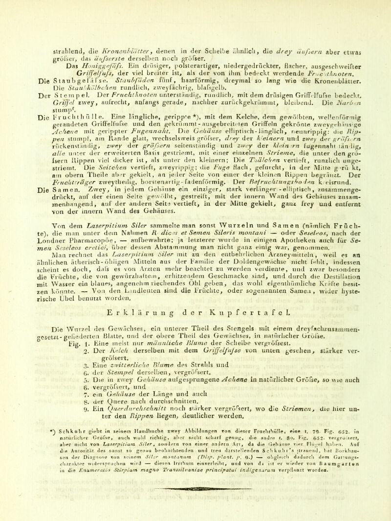 strablencl, die Kronenhlätter, denei\ in der Scheibe ähnlich, die drey äußern aber etwas gröTser, das äujserste derselben noch oröfser. Das Honi^^efäfs. Ein drüsiger, polsterartiger, Tiiedergedruckter, flacher, ausgeschweifter Griffelfuj's, der viel breiter ist, als der von ihm bedeckt werdende Fmc ithnoten. Die S tau 1) g efä fse. Staubfäden fünf, haarförmig, dreymal so lang wie die Kronen blätier. Die StaU'ikolbcken rundlich, zweyfächrig, blafsgelb. Der Stempel. Derunterständig, rundlich, mit dem drüsigen Griirilfufse bedeckt. Griffel zwey, aufrecht, anfangs gerade, nachher zurückgekrümmt, bleibend. Die JS'urben stumph Die E r uc li t h ü 11 e. Eine längliche, geripp’e *), mit dem Kelche, dem gewölbten, weMenförmig gerandeten Griffelfufse und den gekrümmt - ausgebreiteien Griffeln gekrönte zwevKeliäus'go ylchene mit gerippter Fugennaht. Die Gehäuse elliptisch-länglich, neuririppig'; Uie Rip- pen stumpf, am llande glatt, wechselsweis gröfser, drey der k 'einern und zwe) der firöfs, rn rückenständig, zwey der großem seitenständig und zwey der klein-rn fugennahi län lig, alle unter der erweiterten Basis gestriemt, mit einer einzelnen Strieme, die unter den grö- fsern Hippen viel dicker ist, als unter den kleinern; Die Tuälcben vertieft, runzlich unge- striemt. Die Seitchen vertieft, zweyrippig; die Fuge flach, gefurcht, in der Mitte g tü kt, am obern Theile aber gekielt, an jeder Seite von einer der kleinen Rippen begräiizt. Der Fnichtträger zweythedig, borstenartig - fadenförmig. Der Befruchtungsbo leri k eisrund. Die Samen. Zwey, in jedem Gehäuse ein einziger, stark verlänger - elliptisch, znsainmenge- drückt, auf der einen Seite gewölbt, gestreift, mit der innern Wand des Gehäuses zusam- menhängend, auf der andern Seite vertieft, in der Mitte gekielt, ganz frey und entfernt von der innern Wand des Gehäuses. Von dem Laserpitium Siler sammelte man sonst Wurzeln und Samen (nämlich Früch- te), die man unter dem Nahmen R dices et Semen Sileris montani — oder Seseleos, nach der Londner Pharmacopöe, — aufbewahrte; ja letzterer wurde in einigen Apotheken auch für Se- men Seseleos cretici, über dessen Abstammung man nicht ganz einig war, genommen. Man rechnet das Laserpitium 6iler mit zu den entbehrlichen Arzneymitteln, weil es an ähnlichen ätherisch-öhligen Mitteln aus der Familie der Doldengewächse nicht fehlt, indessen scheint es doch, dals es von Ärzten mehr beachtet zu werden verdiente, mul zwar besonders die Früclite, die von gewürzhaltem, erhitzendem Geschmacke sind, und durch die Destillation mit Wasser ein blaues, angenehm riechendes Ohl geben, das wohl eigenthümliche Kräfte besit- zen könnte, — Von den Landleuten sind die Früchte, oder sogenannten Samen, wider hyste- rische Übel benutzt worden, Erklärung clor Kupfertafel. Die Wurzel des Gewächses, ein unterer Theil des Stengels mit einem dreyfachziisaminen- oesetzt-gehederten Blatte, und der obere Theil des Gewächses, in natürlicher Gröfse. Fig. 1. Eine meist nur männliche Blume der Scheibe vergröfsest. 2. Der Kelch derselben mit dem Griffelfufse von unten gesehen, stärker ver- gröfsert. .3. Eine zwitterliche Blume des Strahls und G. der Stempel derselben, vergröfsert. 5. Die in zwey Gehäuse aiilgesi>rangen.e .tdehene in natürlicher Gröfse, so wie auch 6. vergröfsert, und 7. ein Gehäuse der Länge und auch S. der Quere nach durclischnitien. 9. Ein (fierdurchschnitt noch stärker vergröfsert, wo die Striemen, die hier un- ter den Rippen liegen, deutlicher werden, Schkulir giebt in seinem HaiuIIuicbe zwey Abbildungen von dieser Fmchtbiille, eine t. O- Fig. 052. in natürlicher Gröfse, auch wohl richtig, aber nicht scharf genug, die andre t. So- Fig. 052- vergro serf, aber nicht von Laserpitium Siler, sondern von einer andern Art, da die Gehäuse vier Flügel haben. Auf die Autorität des sonst so genau beobachtenden und treu darstellenden Schkiihi’s ilraiieiid, hat Borkhau- sen der Diagnose von seinem Sitar moatiinum (l)isp. plant, p. 0.) — obgleich dadurch dem Gatiuiigs- ch.irakler widersprochen wird — diesen Irrihum einverleibt, und von da ist er wieder von Bauragartan ln die Enumeratio Stirpium magno Vranssilvaniae principatai indigenarum verplUnzt worden.