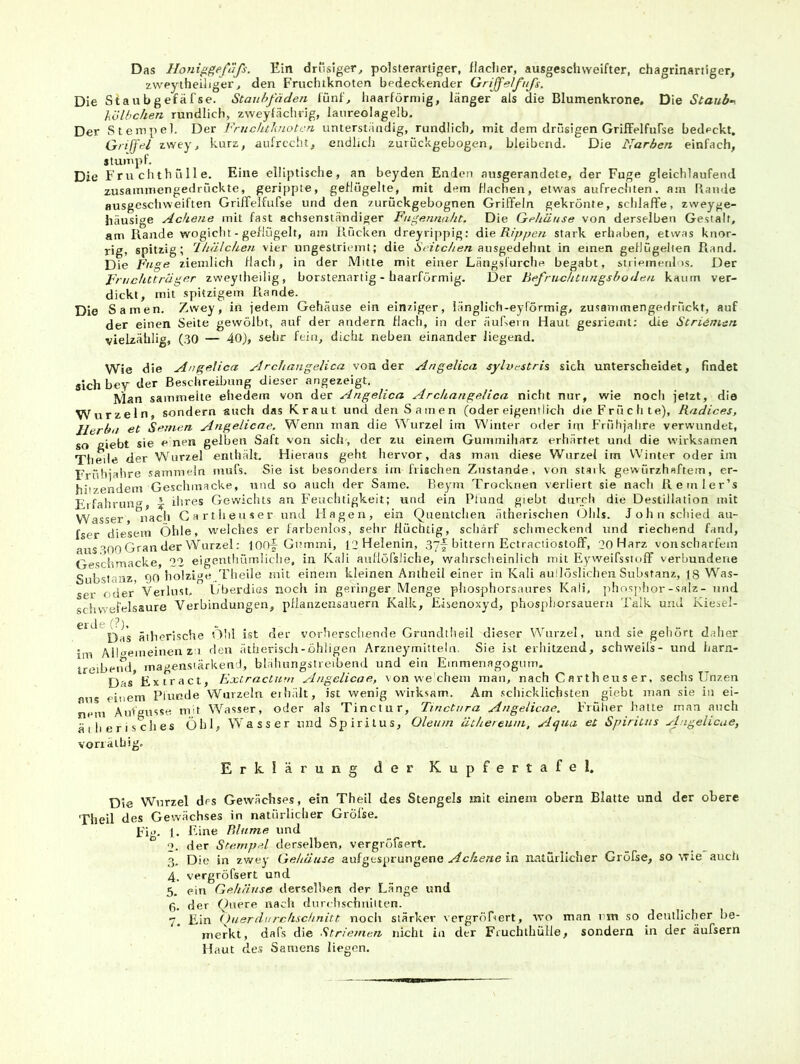 Das lloni^geßifs. Ein drüsiger, polsterartiger, flacher, ausgeschweifter, chagritiartiger, zweytheiliger, den Fruchtknoten bedeckender Griffelfiifs. Die Staubgefäfse. Staubfäden lünf, haarförmig, länger als die Blumenkrone. Die Staub--, hölbchen rundlich, zweyfächng, lanreolagelb. Der Stempel. Der Fmcluhiotcn unterständig, rundlich, mit dem drüsigen GrifFelfufse bedpckt. Griffe/ zwey, kurz, aufrecht, endlich zurückgebogen, bleibend. Die Narben einfach, stumpf. Die Fru clith ü 11 e. Eine elliptische, an beyden Enden ausgerandete, der Fuge gleichlaufend zusammengedrückte, gerippte, geflügelte, mit dem flachen, etwas aufrechten, am Rande ausgeschweiften Griirelfufse und den zurückgebognen Griffeln gekrönte, schlaffe, zweyge- häusige Ackene mit fast achsenständiger Fu^emiaht. Die Gehäuse von derselben Gestalt, am Rande wogicht - geflügelt, am Rücken dreyrippig; die ßyz/zezz stark erhaben, etwas knor- rig, spitzig; 'Ihälchen vier ungestricmt; die Seitchen ausgedehnt in einen geflügelten Piand. Die Fuge ziemlich flach, in der Mitte mit einer Längslurche begabt, stiiemenlos. Der Fruchtträger zweytbeilig, borstenartig - baarförmig. Der Befruchtungsboden kaum ver- dickt, mit spitzigem R.ande. Die Samen. Zwey, in jedem Gehäuse ein einziger, iänglich-eyformig, zusammengedrückt, auf der einen Seite gewölbt, auf der andern flacli, in der äuRein Haut gesriemt; die Striemen vielzählig, (30 — 40), sehr fein, dicht neben einander liegend. Wie die Angelica Archangelica von der Angelica sylvestris sich unterscheidet, findet sichbey der Beschreibung dieser angezeigt. Man sammelte ehedem von der Angelica Archangelica nicht nur, wie noch jetzt, die Wurzeln, sondern auch das Kraut und den Samen (oder eigentlich die Fr ü c h te), Radices, llcrbn et Semen Angelicae. Wenn man die Wurzel im Winter oiler im Frühjahre verwundet, so fiiebt sie e nen gelben Saft von sich , der zu einem Gummiharz erhärtet und die w irksamen Theile der Wurzel enthält. Hieraus geht hervor, das man diese Wurzel im Winter oder im Frühjahre sammeln mufs. Sie ist besonders im frischen Zustande, von stark gewürzhaftem, er- hitzendem Gesclimacke, und so auch der Same. Be3nn Trocknen verliert sie nach Remler’s Eifahrun» - ihres Gewichts an Feuchtigkeit; und ein Plund giebt durch die Destillation mit Wasser *^nacli Gartheuser und Hagen, ein Quentchen ätherischen ülils. John schied au- fser diesem Öhle, w'elches er farhenlos, sehr flüchtig, schärf schmeckend und riechend fand, aus'’OO Gran der VVurzel: lOOf Gi’mini, l2Helenin, Syf bittern Ectraciiostoff, 20 Harz vonscharfem Geschmacke, 22 eigenthüm,!iche, in Kali auliöfsliche, wahrsclieinlich mit Eyweifsstuff verbundene ‘Substanz,, 90 holzige Theile mit einem kleinen Amheil einer in Kali aullöslichen Substanz, (8 Was- ser oder Verlust, i/berdies noch in geringer Menge pliosphorsnures Kali, phosphor-salz- und Schwefelsäure Verbindungen, pllanzensauern Kalk, Eisenoxyd, phospliorsauern Talk und Kiesel- Das ätherische 'OM ist rler vorherscliende Grundtheil dieser VVurzel, und sie gehört daher im AlMemeineu z 1 den ätiierisch-öhligen Arznej'mitteln. Sie ist erliitzend, schweils- und harn- treibeifd, magensiärkend, blähungstreibend und ein Ernmenagogum. Das Exrract, Extracturn Angelicae, von we ehern man, nach C arth eus er, sechs Unzen ans einem Plunde Wurzeln erhält, ist wenig wirksam. Am schicklichsten giebt man sie in ei- nem An'igusse mit Wasser, oder als Tinctur, Tinctura Angelicae. Früher halte man auch ä I li e r i s eil es Ühl, W'asser und Spiritus, Oleum ätherenm, Azjna et Spiritus Angelicae, vonäiliig, Erklärung der Kupfertafel. Die Wurzel des Gewächses, ein Theil des Stengels mit einem obern Blatte und der obere Theil des Gewächses in natürlicher Grölse. Fi. 1. Eine Rlnme und 2. der Stempel derselben, vergrüfsert, 3. Die in z.wey Gehäuse aufgesprungene Achene in natürlicher Gröfse, so wie auch 4. vergröfsert und 5. ein Gehäuse derselben der Länge und ß. der Quere nacii durdischniltcn. 7. Ein (fierdiirchschnitt noch stärker vergrößert, wo man nm so deutlicher be- merkt, dafs die Striemen nicht in der Fruchthülle, sondern in der äufsern Haut de.* Samens liegen.