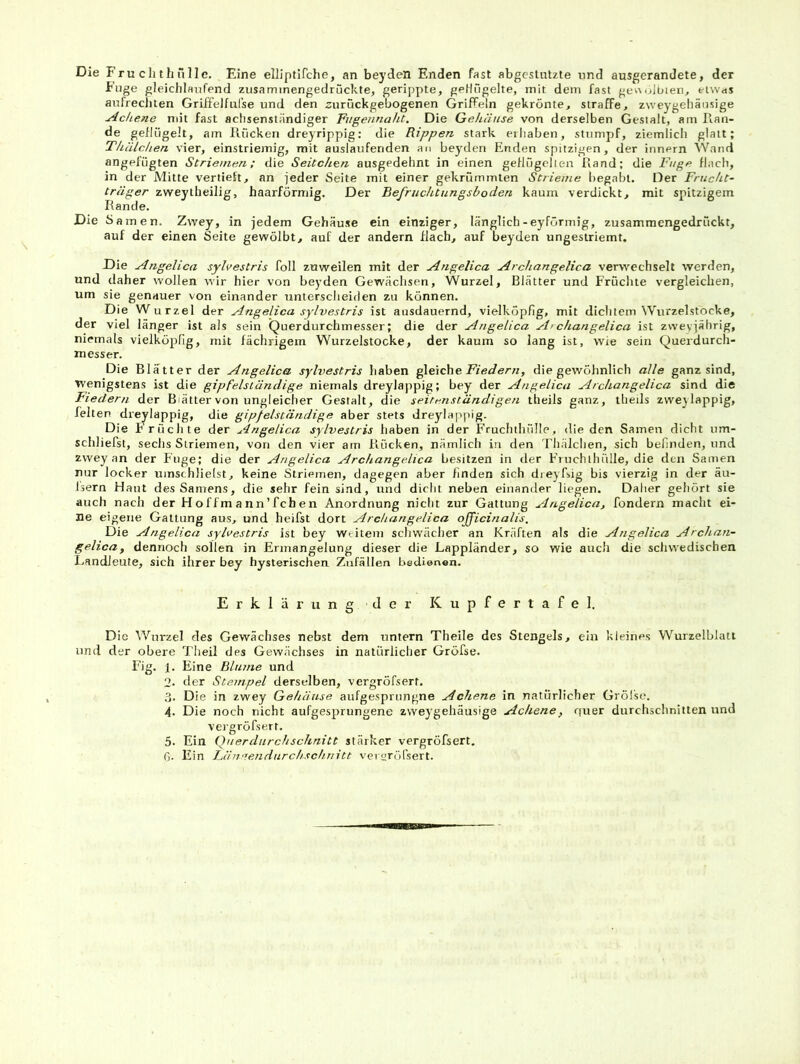 Die Fruchthullc. Eine elliptlfche, an beyden Enden fast abgestntzte und ausgerandete, der Fuge gleichlaufend zusaminengedrückte, gerippte, geHügelte, mit dem fast ge^^uloieri, etwas aufreciiten GriifelfnI'se und den curückgebogenen Griffeln gekrönte, straffe, zweygehäusige Ackene mit fast achsenständiger Fugennaht. Die Gehäuse von derselben Gestalt, am Hän- de geflügelt, am Rücken dreyrippig: die Rippen stark erliaben, stumpf, ziemlich glatt; Thälchen vier, einstriemig, mit auslaufenden au beyden Enden spitzigen, der innern Wand angefügten Striemen; die Seitchen ausgedehnt in einen geflügelten Rand; die Fuge flach, in der Mitte vertieft, an jeder Seite mit einer gekrümmten Strieme begabt. Der Frucht~ träger zweylheilig, haarförmig. Der Befruchtungsboden kaum verdickt, mit spitzigem Rande. Die S amen. Zwey, in jedem Gehäuse ein einziger, länglich-eyförmig, zusamraengedrückt, auf der einen Seite gewölbt, auf der andern flach, auf beyden ungestriemt. Die Angelica sylvestris foll zuweilen mit der Angelica Archangelica verwechselt werden, und daher wollen wir hier von beyden Gewächsen, Wurzel, Blätter und Früchte vergleichen, um sie genauer von einander unterscheiden zu können. Die Wurzel der Angelica sylvestris ist ausdauernd, vielköpfig, mit dichtem Wurzelstocke, der viel länger ist als sein Querdurchmesser; die der Angelica Aichangelica ist zweyjährig, niemals vielköpfig, mit fächrigem Wurzelstocke, der kaum so lang ist, wie sein Querdurch- messer. Die Blätter der Angelica sylvestris haben Reiche Fiedern, die gewöhnlich alle ganz sind, wenigstens ist die gipfelständige niemals dreylappig; bey der Angelica Archangelica sind die Fiedern der Blätter von ungleicher Gestalt, die seitenständigen theils ganz, tlieils zwej lappig, feiten dreylappig, die gipfelständige aber stets dreylappig. Die Früchte der Angelica sylvestris haben in der Fruchthülle, die den Samen dicht um- schliefst, sechs Striemen, von den vier am Rücken, nämlich in den Thälchen, sich befinden, und zwey an der Fuge; die der Angelica Archangelica besitzen in der Eiuchlhülle, die den Samen nur locker umschlielst, keine Striemen, dagegen aber finden sich dieyfsig bis vierzig in der äu- Isern Haut des Samens, die sehr fein sind, und dicht neben einander liegen. Daher gehört sie auch nach der H o ffm a n n ’ fch e n Anordnung nicht zur Gattung Angelica, fondern macht ei- ne eigene Gattung aus, und heifst dort Archangelica ojficinalis. Die Angelica sylvestris ist bey weitem schwächer an Kräften als die Angelica Archan- gelica, dennoch sollen in Ermangelung dieser die Lappländer, so wie auch die schwedischen Landleute, sich ihrer bey hysterischen Zufällen bedienen. Erklärung der Kupfertafel. Die Wurzel des Gewächses nebst dem untern Theile des Stengels, ein kleines Wurzelblatt und der obere Theil des Gewächses in natürlicher Gröfse. Fig. i. Eine Blume und 2. der Stempel derselben, vergröfsert. 3. Die in zwey Gehäuse aufgesprungne Achene in natürlicher Grölse. 4. Die noch nicht aufgesprungene zweygehäusige Achene, quer durchschnitten und vergröfsert. 5. Ein Querdurchschnitt stärker vergröfsert. G- Ein hänuendurchschnitt veroröfsert.