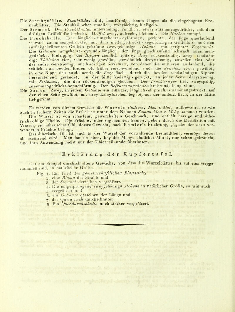 Die Stflubgefär*e. Stauhfädan fünf, haarformig, kaum länger als die eingebognen Kro- nenblätter. Die Staubkölbchen rundlich, zweylächrig, blafsgelb. Der Stein |iel. Der Fruchtknoten, untersiändig, rundlich, etwas ziisammengedrückt, mit dem drüsigen GrifTelfufse bedeckt. Griffel zwey, aufredit, bleibend. Die Narheri stumpf. Die F r uc li t h ii 1 le. Eine länglich - umgekelirt - eyförmige, gerippte, der Fuge querlaufend schwach zusammengedrückte, mit dein niedergedrückt - kegelfurm gen Griffelfufse und den zui'ückgekrümmten Griffeln gekrönte zweygehäusige Ackene mit gerippter Fiigennaht. Die Gehäuse umgekehrt - eyrund - länglich, der Fuge gleichlaufend schwach zusammen- gedrückt, fünfrippig: die Pappen ziemlich spitzig, drey rückenständig, zwey randstän- dig; T/iä'chcn vier, sehr wenig gewölbt, gewöhnlich dreystriemig, zuweilen eins oder das andre vierstriemig, mit knorrigen Striemen, von denen die mittleren anslanfend, die seitlichen an beyden Enden oft früher verschwindend sind; die Seitchen etvvas gewölbt, in eine Rippe sich ausdehnend; die Fuge flach, durch die beyden randständigen Rippen hervorstehend gerandet, in der Mitte kielartig - gerückt, an jeder Seite dreystriemig, mit Striemen, die den rückenständigen gleichen. Der Fmchtträger tief, zweyspaltig, zusammengedrückt-borstenförmig. Der BefrucUtungshoden kreisrund, feingezähnt. Die Samen. Zwey, in jedem Gehäuse ein einziger, länglich - elliptisch, zusammengedrückt, auf der einen Seite gewölbt, mit drey Längsfurchen begabt, auf der andern flach, in der Milte tief-gerinnt. Es werden von diesem Gewächs die Wurzeln Radices, Men s.Mei, aufbewabrt, so wie auch in frühem Zeiten die Früchte unter dem Nahmen Semen Meu .f. 71/ef gesammelt wurden. Die Wurzel ist von scharfem, gewürzliaftein Geschmack, und enthält harzige und äthe- risch öhlige Theile. Die Früchte, oder sogenannten Samen, geben durch die Destillation mit W'asser, ein ätherisches Ohl, dessen Gewicht, nach Re ml er’s Erfahrung, des der dazu ver- wendeten Früchte beträgt. Das ätherische Obi ist auch in der Wurzel der vorwaltende Bestandtheil, vermöge dessen sie excitirend wird. Man hat sie aber, bey der Menge ähnlicher Mittel, nur selten gebraucht, und ihre Anwendung meist nur der Thierheilkunde überlassen. Erklärung-der Kupfertafel, Oas am Stengel durchschnittene Gewächs, von dem die Wurzelblätter bis auf eins wegge- nommen sind, in natürlicher Grölse. E'ig. 1. Ein Theil des gejiieinschafilichen Blattstiels, 2. eine Blume des Strahls und 3. der Stempel derselben vergröfsert. 4. Die aufgesprungene zweygehäusigo Achsne in natürlicher Gröfse, so wie auch 5. vergröfsert und 6. ein Gehäuse derselben der Länge und y. der Quere nach durchs hnitten. 8. Ein X^uerdiirchschnitt noch stärker vergröfsert.
