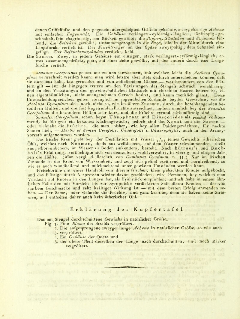 denen Grift’elfufse und den geoenelnandergeneigten Griffeln gekrönte, z voygeli.liisige mit einfaclu r Fngennaht. Die verlängert-ejl'ötmig - länglicli, lünfrippig - gc- sclinabeltj fein chagrinarlig, am Rücken gewölbt; die Rippen, Thälchcn und Striemen feh- lend, die Seitchen gewölbt, zusammengezogen in die Fuge, die in der Milte durch eine Längsfurshe vertieft ist. Der Fruchtträger an der Spitze zweyspaltig, dem Schnabel ein- gefügt. Der Refriichtinigsboden verdickt, kahl. Die Samen. Zwey, in jedem Gehäuse ein einziger, stark verlängert-eyförmig-länglich, et- was zusammengedrückt, glatt, auf einer Seite gewölbt, auf der andern durch eine Längs- furclie verlieft. öcanclix %^erejoiinm genort mir zu aen uewacnsen, mit welchen leicht die Aethnsa Cyna- piiim verwechselt werden kann; man wird letzlre aber stets dadurch unterscheiden können, dafs sie durcliaus kahl, fast geruchlos und von auffallendem Glanze — was besonders von den Plät- tern gilt — ist; da hingegen erstere an den Verästnngen des Stängels schwach weichhaarig, und an den Verästnngen des geweinschaltlichen Blattstiels mit einzelnen Haaren bc'Ctzt ist, ei- nen eigenthümlichen, nicht unangenehmen Geruch besitzt, und kaum merklich glänzt. Diese Unterscheidungszeichen gellen vorzüglich im jugendlichen Zustande beyder Gewächse, w'o die Aethnsa Cynapinm sich noch nicht so, wie im ältern Zustande, durch die herabhangenden be- sondern Hüllen, und die fast kugelrunden Früchte auszeichnet, indem nämlich bey der Scanäix Cerejolinni die besondern Hüllen sehr kurz, und die Früchte eyrund-pfriemförmig sind. Scandix Cerejoliiun, schon beym Theophrast und Dioscorides als s-tcui/^v^ vorkom- mend, ist übrigens ein bekantes Rüchengewächs; jedoch sind das Xraut und die Samen — oder vielmehr die flüchte, die man bisher, wie bey allen Doldengewächsen, für nackte Samen hielt, — Herba et Semen Cerefolii, Chaerefulii s. Chaerophylli, aucli in den Arzney- vorratb aufgenommen worden. IDas frische Kraut giebt bey der Destillation mit Wasser seines Gewichts ätherischen Ohls, welches nach IS'euman, theils aus weilslicbem, auf dem Wasser schwimmenden, theils aus gelbbräunlichem, im Wasser zu Boden sinkendem, besteht. Nach ßüttner’s und ßuch- holz’s Erfahrung, verflüchtigte sich von demselben, wohlverwahrt, in vierzig und ein gen Jah- ren die Hälfte. (Man vergl. d. Beschrb. von Cuminnm Cyminnrn n. H.) Nur im Irischen Zustande ist das Kraut von Wirksamkeit, und zeigt sich gelind excitirend und harntreibend, so wie cs.auch wundheilend und milchmehrend unter gewissen Umständen werden kann. Fleischbrühe mit einer Handvoll von diesem frischen, klein gehackten Kraute aufgekocht, und das Flüssige durch Anspressen wieder davon geschieden, würd Personen, bey welcti n man Verdacht auf Knoten in den Lungen hat, als Frühstück emjifohlen; und ich habe in einem ähn- lichen Falle den mit Vorsicht bis zur Syrupdicke verdickteten täaft dieses Krautes — der von starkem Geschmacke und sehr kräftiger Wirkung ist — mit dem besten Erfolg amvenden se- fipn. — Der Same, oder vielmehr die Früchte, sind ganz kraftlos, denn sie haben keine Strie- men, unij enthalten daher auch kein ätherisches Ohl. Erklärung der Kupfer tafel. Das am Stengel durchschnittene Gewächs in natürlicher Gröfse. Fig- 1. F.uie Blume des Strahls vergröfsert. 2. Die aufgesprungene zweygeliäusige Achene in natürlicher Gröfse, so wie aucli 3. vergröfst-rt, 4. Ein Gehäuse der Quere und 5. der obere Theil desselben der Länge nach durchschnitten, und, noch stärker veigröfiert.