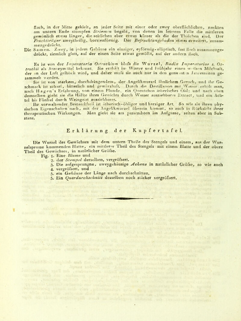 flach, in der Mitte gekielt, an jeder Seite mit einer oder zwey oberfläclilichen, nackten am untern Ende stumpfen Striarneri begabt, von denen im iet/.iern Falle die jiiitlleren gewonlicli etwas länger, die seiilicheii aber etwas kürzer als die der Tbälchen sind. Der Fnichtträger zweyllteilig, borsienformig. Der BefrncUtiiTigsboden etwas erweitert, zusani- niengedrückt. Die Samen. Zwey, in jedem Q.ebäiise ein einziger, eyförmig-elliptisch, fast flach znsammenge- drückt, ziemlich glatt, auf der einen Seite etwas gewölbt, auf der andern flach. Es ist von der Imperntoria Ostnithinm. blofs die Wurzel, Badix Impfirntnriap s. Os- tn/t/ni als Arzneymittel bekannt, Sie ertiiält in^ Winter und l'rülijahr einen \v dseri Milchsaft, der an der Luft gelblich wird, und daher mufs sie auch nur in den gena mt n Jameszeiten ge- sammelt werden. Sie ist von starkem, durchdringendem, der Angelikwurzfl äbnlirbem Gernrli, und ilir Ge- schmack ist scliarl , bitterlich und gewürzhaft. Durch die Deslillaiion mii__W,isser crh dt man, nach Flagen’s Erfaiirung, von einem Pfunde, ein Quentchen äitierisches Ohl; und nach eben demselben giebt sie die Hälfte ihres Gewichts durch Wasser ausziehbares Hxtract, und eia Ach- tel bis Fünftel durch Weingeist ausziehbares. Ihr vorwaltender Bestandtiieil ist ätheriscli-öhliger und harziger Art. So svie sie ihren phy- sischen Eigenschaften nach, mit der Angelikwurzel überein kommt, so auch in Rücksicht ihrer therapeutischen Wirkungen. Man giebt sie am passendsten im Aufgusse, selten aber in Sub- stanz. Erklärung der Kupfertafel, Die Wurzel des Gewächses mit dem untern Theile des Stengels und einem, ans der Wur- zelsprosse kommenden Blatte, ein mittlerer Theil des Stengels mit einem Blatte und der obere Theil des Gewächses, in natürlicher Gröfse. Fig. 1. Eine Blume und 2. der Stempel derselben, vergröfsert. 3. Die aufgesprungne, zweygehäusige Achene in natürlicher Gröfse, so wie auch 4. vergröfsert, und 5. ein Gehäuse der Länge nach durchschnitten.