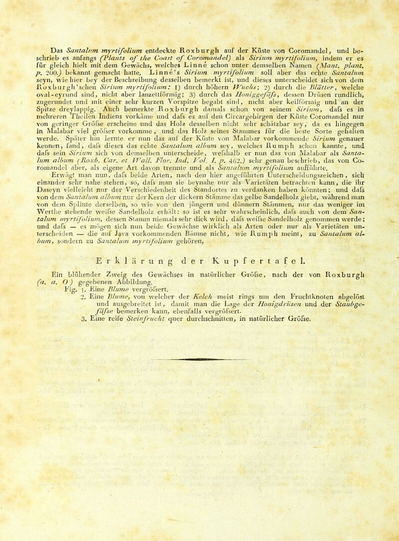 Das Santalum myrtifolium entdeckte Roxburgh auf der Küste von Coromandel, und be- schrieb es anfangs (Plants of the Coast of Coroma/idel) als Sirium myrtifolium, indem er es für gleich hielt mit dem Gewächs, welches Linne schon unter demselben Namen (Alant, plant, p. 200^) bekannt gemacht hatte. Linne’s Sirium myrtifolium soll aber das echte Santalum seyn, wie hier bey der Beschreibung desselben bemerkt ist, und dieses unterscheidet sich von dem Roxburgh’schen Sirium myrtifoliutn: 1) durch hohem Wuchs; 2) durch die Blätter, welche oval-eyrund sind, nicht aber lanzettförmig; 3) durch das Honiggefäfs, dessen Drüsen rundlich, zugerundet und mit einer sehr kurzen Vorspitze begabt sind, nicht aber keilförmig und an der Spitze dreylappig. Auch bemerkte Roxburgh damals schon von seinem Sirium, dafs es in mehreren Theilen Indiens vorkäme und dafs es auf den Circargebirgen der Küste Coromandel nur von geringer Gröfse erscheine und das Holz desselben nicht sehr schätzbar sey, da es hingegen in Malabar viel gröfser vorkomme , und das Holz seines Stammes für die beste Sorte gehalten werde. Später hin lernte er nun das auf der Küste von Malabar vorkommende Sirium genauer kennen, fand, dafs dieses das echte Santalum album sey, welches Rumph schon kannte, und dafs sein Sirium sich von demselben unterscheide, wefsha.lb er nun das von Malabar als Santa- lum album (Roxb. Car. et Wall. Flor. Lid. Kol. I. p. 462J sehr genau beschrieb, das von Co- romandel aber, als eigene Art davon trennte und als Santahnn myrtifolium aufführte. Erwägt man nun, dafs beide Arten, nach den hier angeführten Uutersclieiclungszeichen , sich einander sehr nahe stehen, so, dafs man sie beynahe nur als Varietäten betrachten kann, die ihr Daseyn vielleicht mir der Verschiedenheit des Standortes zu verdanken haben könnten; und dafs von dem Santalum album nur der Kern der dickem Stämme das gelbe Sandelholz giebt, während man von dem Splinte derselben, so wie von den jungern und dünnem Stämmen, nur das weniger im Werlhe stehende weifse Sandelholz erhält: so ist es sehr wahrscheinlich, dafs auch von dem San- talum myrtifolium, dessen Stamm niemals sehr dick wird, dafs weifse Sandelholz genommen werde; und dafs — es mögen sich nun beide Gewächse wirklich als Arten oder nur als Varietäten un- terscheiden — die auf Java vorkommenden Bäume nicht, wie Rumph meint, zu Santalum al- bum, sondern zu Santalum myrtifolium gehören, Erklärung der K u p f e r t a f e 1. Ein blühender Zweig des Gewächses in natürlicher Gröfse, nach der von Roxburgh (a. a. O) gegebenen Abbildung. Eig. {. Eine Blume vergröfsert. 2. Eine Blume, von welcher der Kelch meist rings um den Fruchtknoten abselöst und ausgebreitet ist, damit man die Lage der Honigdrüsen und der Staubge- fäfse bemerken kann, ebenfalls vergröfsert.