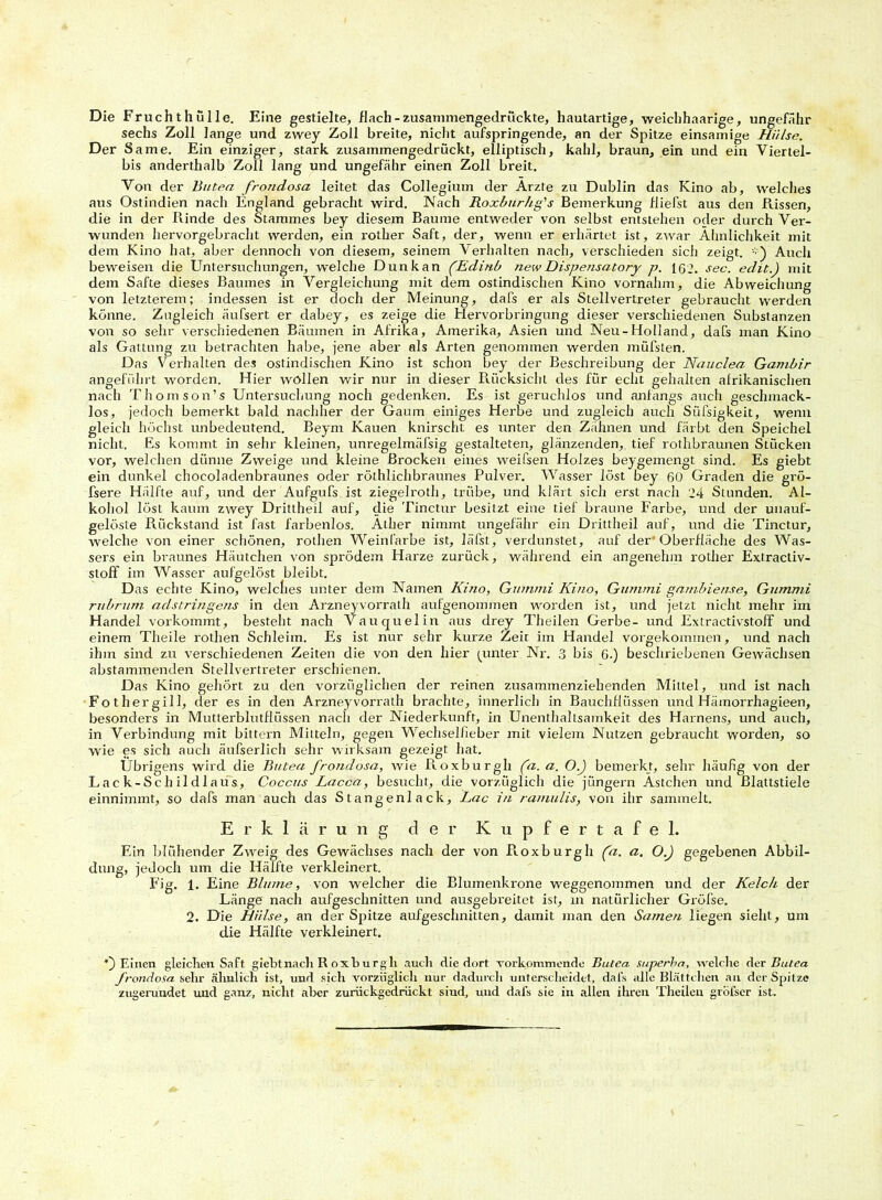 Die Fruchthülle. Eine gestielte, flach - zusammengeclrückte, hautartige, weichhaarige, ungefähr sechs Zoll lange und zwey Zoll breite, nicht aufspringende, an der Spitze einsamige Hülse. Der Same. Ein einziger, stark zusammengedrückt, elliptisch, kahl, braun, ein und ein Viertei- bis anderthalb Zoll lang und ungefähr einen Zoll breit. Von der Buten frondosa leitet das Collegium der Arzte zu Dublin das Kino ab, welches aus Ostindien nach England gebracht wird. Nach Roxburhg's Bemerkung fliefst aus den Rissen, die in der Rinde des Stammes bey diesem Baume entweder von selbst entstehen oder durch Ver- wunden hervorgebracht werden, ein rother Saft, der, wenn er erhärtet ist, zwar Ähnlichkeit mit dem Kino hat, aber dennoch von diesem, seinem Verhalten nach, verschieden sich zeigt. Auch beweisen die Untersuchungen, welche Dunkan (Edinb new Dispensatory p. 162. sec. edit.) mit dem Safte dieses Baumes in Vergleichung mit dem ostindischen Kino vornahm, die Abweichung von letzterem; indessen ist er doch der Meinung, dafs er als Stellvertreter gebraucht werden könne. Zugleich äuIsert er dabey, es zeige die Hervorbringung dieser verschiedenen Substanzen von so sehr verschiedenen Bäumen in Afrika, Amerika, Asien und Neu-Holland, dafs man Kino als Gattung zu betrachten habe, jene aber als Arten genommen werden müfsten. Das Verhalten des ostindischen Kino ist schon bey der Beschreibung der Nauclea Gambir angeführt worden. Hier wollen wir nur in dieser Rücksicht des für echt gehalten afrikanischen nach Thomson’s Untersuchung noch gedenken. Es ist geruchlos und anfangs auch geschmack- los, jedoch bemerkt bald nachher der Gaum einiges Herbe und zugleich auch Süfsigkeit, wenn gleich höchst unbedeutend. Beyrn Kauen knirscht es unter den Zähnen und färbt den Speichel nicht. Es kommt in sehr kleinen, unregelmäfsig gestalteten, glänzenden, tief rothbraunen Stücken vor, welchen dünne Zweige und kleine Brocken eines weifsen Holzes beygemengt sind. Es giebt ein dunkel choeoladenbraunes oder röthlichbraunes Pulver. Wasser löst bey 60 Graden die grö- fsere Hälfte auf, und der Aufgufs ist ziegelroth, trübe, und klärt sich erst nach 24 Stunden. Al- kohol löst kaum zwey Drittheil auf, die Tinctur besitzt eine tief braune Farbe, und der unauf- gelöste Rückstand ist fast farbenlos. Äther nimmt ungefähr ein Drittheil auf, und die Tinctur, welche von einer schönen, rotlien Weinlärbe ist, läfst, verdunstet, auf der’Oberfläche des Was- sers ein braunes Häutchen von sprödem Harze zurück, während ein angenehm rother Extractiv- stoff im Wasser aufgelöst bleibt. Das echte Kino, welches unter dem Namen Kino, Gummi Kino, Gummi gambiense, Gummi rubrum adstringens in den Arzneyvorrath aufgenommen worden ist, und jetzt nicht mehr im Handel vorkommt, besteht nach Vauquelin aus drey Theilen Gerbe- und Extractivstoff und einem Theile rotlien Schleim. Es ist nur sehr kurze Zeit im Handel vorgekommen, und nach ihm sind zu verschiedenen Zeiten die von den hier (unter Nr. 3 bis 6.) beschriebenen Gewächsen abstammenden Stellvertreter erschienen. Das Kino gehört zu den vorzüglichen der reinen zusammenziehenden Mittel, und ist nach Fothergill, der es in den Arzneyvorrath brachte, innerlich in Bauchfiiissen und Hämorrhagieen, besonders in Mutterblutflüssen nach der Niederkunft, in Unenthaltsamkeit des Hamens, und auch, in Verbindung mit bittern Mitteln, gegen Wechsellieber mit vielem Nutzen gebraucht worden, so wie es sich auch äufserlicli sehr wirksam gezeigt hat. Übrigens wird die Buten frondosa, wie Pcoxburgh (a. a. O.J bemerkt, sehr häufig von der Lac k-Scli ildlaus, Coccus Lacca, besucht, die vorzüglich die jüngern Ästchen und Blattstiele einnimmt, so dafs man auch das Stangenlack, Lac in ramulis, von ihr sammelt. Erklärung der Kupfertafel. Ein blühender Zweig des Gewächses nach der von Pcoxburgh (a. a. O.J gegebenen Abbil- dung, jedoch um die Hälfte verkleinert. Fig. 1. Eine Blume, von welcher die Blumenkrone weggenommen und der Kelch der Länge nach aufgeschnitten und ausgebreitet ist, in natürlicher Gröfse. 2. Die Hülse, an der Spitze aufgeschnitten, damit man den Samen liegen sieht, um die Hälfte verkleinert. Einen gleichen Saft giebtnach R oxburgli auch die dort vorkommende Butea superbe, welche der Buten frondosa sehr ähnlich ist, und sich vorzüglich nur dadurch unterscheidet, dafs alle Blättchen au der Spitze zugerundet und ganz, nicht .aber zuriickgedrückt siud, und dals sie in allen ihren Theilen gröfscr ist.