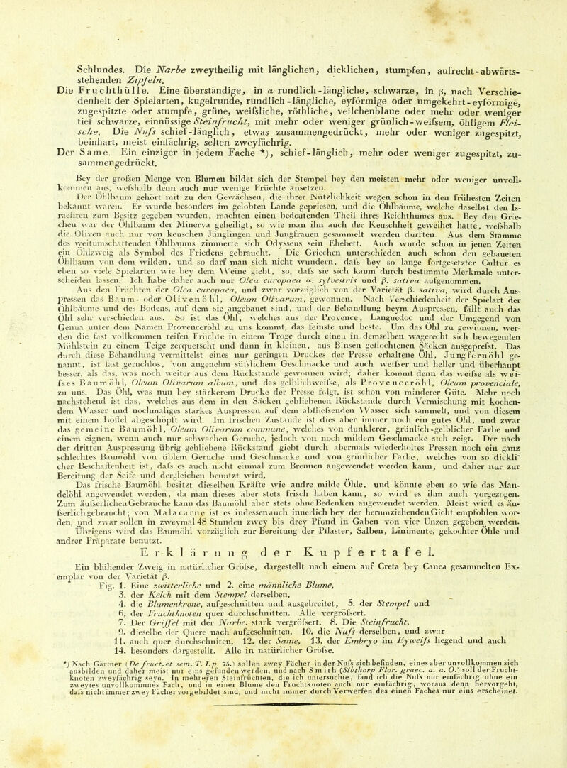 Schlundes. Die Narbe zweytheilig mit länglichen, dicklichen, stumpfen, aufrecht-abwärts- stehenden Zipfeln. Die Fruchthülle. Eine überständige, in a rundlich-längliche, schwarze, in ß, nach Verschie- denheit der Spielarten, kugelrunde, rundlich-längliche, eyförmige oder umgekehrt-eyförmige, zugespitzte oder stumpfe, grüne, weifsliche, röthiiche, veilchenblaue oder mehr oder weniger tief schwarze, einnüssige Steinfrucht, mit mehr oder weniger grünlich -weifsem, billigem Flei- sche. Die Nvfs schief-länglich, etwas zusammengedrückt, mehr oder weniger zugespitzt, beinhart, meist einfächrig, selten zweyfächrig. Der Same. Ein einziger in jedem Fache *), schief-länglich, mehr oder weniger zugespitzt, zu- sammengedrückt. Bey der grofsen Menge von Blumen bildet sich der Stempel bey den meisten mehr oder weniger unvoll- kommen aus, welshalb denn auch nur wenige Früchte ansetzen. Der Oiilbaum gehört mit zu den Gewächsen, die ihrer Nützlichkeit wegen schon in den frühesten Zeiten bekannt ■waren. Er wurde besonders im gelobten Lande gepriesen, und die Ohlbäume, welche daselbst den Is- raeliten zum Besitz gegeben wurden, machten einen bedeutenden Theil ihres Beichthumes aus. Bey den Grie- chen war der Oiilbaum der Minerva geheiligt, so wie man ihn auch der Keuscliheit geweihet hatte, wefshalb die Oliven auch nur von keuschen Jünglingen und Jungfrauen gesammelt werden durften. Aus dem Stamme des weit umschattenden Ohlbaums zimmerte sich Odysseus sein Ehebett. Auch wurde schon in jenen Zeiten ein Ohlzweig als Symbol des Friedens gebraucht. Die Griechen unterschieden auch schon den eebaueten Oiilbaum von dem wilden, und so darf man sich nicht wundern, dafs Ley so lange fortgesetzter Cultur es eben so viele Spielarten wie bey dem Weine giebt, so, dafs sie sich kaum durch bestimmte Merkmale unter- scheiden lassen. Ich habe daher auch nur Olea europaea <*. sylvestris und ß. sadva aufgenommen. Aus den Früchten der Olea europaea, und zwar vorzüglich von der Varietät ß. sativa, wird durch Aus- pressen das Baum- oder Oliven 5 hl, Oleum Olivarum, gewonnen. Nach Verschiedenheit der Spielart der Ohlbäume und des Bodens, auf dem sie .angebauet sind, und der Behandlung beym Auspresaen, fällt auch das Öhl sehr verschieden aus. So ist das Ohl, welches aus der Provence, Languedoc und der Umgegend von Genua unter dem Namen Provenceröhl zu uns kommt, das feinste und beste. Um das Ölal zu gewinnen, wer- den die fast vollkommen reifen Früchte in einem Troge durch einen in demselben wagerecht sich bewegenden Mühlstein zu einem Teige zerquetscht und dann in kleinen, aus Binsen geflochtenen Säcken ausgeprefst. Das durch diese Behandlung vermittelst eines nur geringen Druckes der Presse erhaltene Ohl, Jungfernöhl ge- nannt, ist fast geruchlos, von angenehm süi'slichem Gesell macke und auch weifser und heller und überhaupt besser, als das, was noch weiter aus dem Rückstände gewonnen wird; daher kommt denn das weifse als wei- fs.es Baum öhl, Oleum Olivarum album, und das gelblich weifse, als Provenceröhl, Oleum provenciale, zu uns. Das Ohl, was nun bey stärkerem Drucke der Presse folgt, ist schon von minderer Güte. Mehr noch nachstehend ist das, welches aus dem in den Säcken gebliebenen Rückstände durch Vermischung mit kochen- dem Wasser und nochmaliges starkes Auspressen auf dem abfliefsenden Wasser sich sammelt, und von diesem mit einem Löffel abgeschöpft wird. Im frischen Zustande ist dies aber immer noch ein gutes Öhl, und zwar das gemeine Baumöhl, Oleum Olivarum commune, welches von dunklerer, grünlich-gelblicher Farbe und einem eignen, wenn auch nur schwachen Gerüche, jedoch von noch mildem Geschmacke sich zeigt. Der nach der dritten Auspressung übrig gebliebene Rückstand giebt durch abermals wiederholtes Pressen noch ein ganz schlechtes Baumöhl von üblem Gerüche und Geschmacke und von grünlicher Farbe, welches von so diikli* eher Beschaffenheit ist, dafs es auch nicht einmal zum Brennen angewendet werden kann, und daher nur zur Bereitung der Seife und dergleichen benutzt wird. Das frische Baumöhl besitzt dieselben Kräfte wie andre milde Ohle, und könnte eben so wie das Man- delöhl angewendet werden, da man dieses aber stets frisch haben kann, so wird es ihm auch vorgezogen. Zum äufserlicheuGebrauche kann das Baumöhl aber stets ohne Bedenken angewendet werden. Meist wird es äu- fserlich gebraucht; von Malacarne ist es indessenauch innerlich bey der herum ziehenden Gicht empfohlen wor- den, und zwar sollen in zwevmal 48 Stunden zwey bis drey Pfund in Gaben von vier Unzen gegeben, werden. Übrigens wird das Baumöhl vorzüglich zur Bereitung der Pilaster, Salben, Linimente, gekochter Ohle und andrer Präparate benutzt. Erklärung der Kupfertafel. Eiu blühender Zweig in natürlicher Gröfse, dargestellt nach einem auf Creta bey Canea gesammelten Ex- emplar von der Varietät ß. Fig. 1. Eine zwitterliche und 2. eine männliche Blume, 3. der Kelch mit dem Stempel derselben, 4. die Blumenkrone, aufgeschnitten und ausgebreitet, 5. der Stempel und fi, der Fruchtknoten quer durchschnitten. Alle vergröfsert. 7. Der Griffel mit der Narbe, stark vergröfsert. 8. Die Steinfrucht, 9. dieselbe der Quere nach aufgeschnitten, 10. die Nu/s derselben, und zwar 11. auch quer durchschifften, 12. der Same, 13. der Embryo im EyweiJ's liegend und auch 14. besonders dargestellt. Alle in natürlicher Gröfse. *J Nach Gärtner (De fruct.et sem.T.I.p 75.'i sollen zwey Fächer in der Nitls sich befinden, eines aber unvollkommen sich ausbilden und daher meist nur eins gefunden werden, und nach Smith {.Sibthorp Flor. graec. a. a. OS soll der Frucht- knoten zweyfächrig seyn. In mehreren Steinfrüchten, die ich untersuchte, fand ich die _Nufs nur einlächrig ohne ein zweytes unvollkommnes Fach, und in einer Blume den Fruchtknoten auch nur einfächrig, woraus denn nervorgeht, dafs nicht immer zwey Fächer vorgebildet sind, und nicht immer durch Verwerfen des einen Faches nur eins erscheinet.