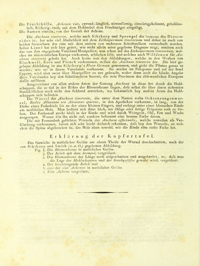 Die Fruch ih ü Ile. Achenen vier, eyrund-länglich, nierenförmig, einwärtsgekrümmt, gehohlna- belt, höckerig-rauh, mit dem Holdnabel dem Fruchtträger eingefügt. Die Samen einzeln, von der Gestalt der Achene. Die Anchusa tinctoria, welche nach Sibthorp und Sprengel die 'uvxovqa des Diosco- rides ist, hat sehr viel Ähnlichkeit mit dem Lithöspermum tinctorium und daher ist auch von beiden Gewächsen das eine mit dem andern von mehreren Schriftstellern verwechselt worden. Selbst Linne hat sich hier geirrt, wie nicht allein seine gegebene Diagnose zeigt, sondern auch das von ihm angegebene Vaterland Montpellier, was schon auf das Lithöspermum tinctorium, wel- ches im süd-westlichen Europa vorkommt, schliefsen läfst, und welches auch Will den ow für An- chusa tinctoria gehabt hat. Auch keine von den Abbildungen, welche in den Werken von Blackwell, Zorn und Plenck Vorkommen, stellen die Anchusa tinctoria dar. Die hier ge- gebene Abbildung ist aus S ibthorp’s Flora Graeca genommen, und giebt die Pflanze genau so wieder, wie sie in ihrem Vaterlande vorkommt. Sie wächst im Pelopones und auf der Insel Cypern, wird aber meist über Montpellier zu uns gebracht, woher denn auch die falsche Angabe ihres Vaterlandes bey den Schriftstellern kommt, die stets Provinzen des süd-westlichen Europens dafür anführen. Ausgezeichnet von allen andern Arten der Gattung Anchusa ist diese Art durch die Hohl- schuppen, die so tief in der Röhre der Blumenkrone liegen, dafs selbst die über ihnen stehenden Staubkölbchen noch nicht eien Schlund erreichen, wo bekanntlich bey andern Arten die Hohl- schuppen sich befinden. Die Wurzel der Anchusa tinctoria, die unter dem Namen rothe O ch s en zun g en Wur- zel, Radix Alkannae seit Alcannae spuriae, in den Apolheken vorkommt, ist lang, von der Dicke eines Federkiels bis zu der eines kleinen Fingers, und verbirgt unter einer blutrothen Rinde ein weifsliches Holz. Man bedient sich ihrer blofs, um öhlige oder fettige Präparate roth zu fär- ben. Der Farbestoff steckt blofs in der Rinde und wird durch Weingeist, Ohl, Fett und Wachs aus^ezogen. Wasser löst ihn nicht auf, sondern bekommt eine braune Farbe davon. Die mit Fernambuk gefärbten Wurzeln der AncJtusa officinalis, welche zuweilen als Ver- fälschung Vorkommen, lassen sich sehr leicht dadurch erkennen, dafs bey den Wurzeln, an wel- chen die Spitze abgebrochen ist, das Holz eben sowohl, wie die Bünde eine rothe Farbe hat. Erklärung der KupfertafeL Das Gewächs in natürlicher Gröfse am obern Theile der Wurzel durchschnitten, nach der von Sibthorp und Smith (a.a.O.) gegebenen Abbildung. Fig. 1. Die Blumenkrone in natürlicher Gröfse. 2. Der Kelch mit dem Stempel, vergröfsert. 3. Die Blumenkrone der Länge nach aufgeschnitten und ausgebreitet, so, dafs man die Lage der Hohlschuppen und der Staubgeflifse gewahr wird, vergröfsert. 4. Der fruchttragende Kelch und 5. eine der vier Achenen in natürlicher Gröfse. 6. Eine Achene vergröfsert.
