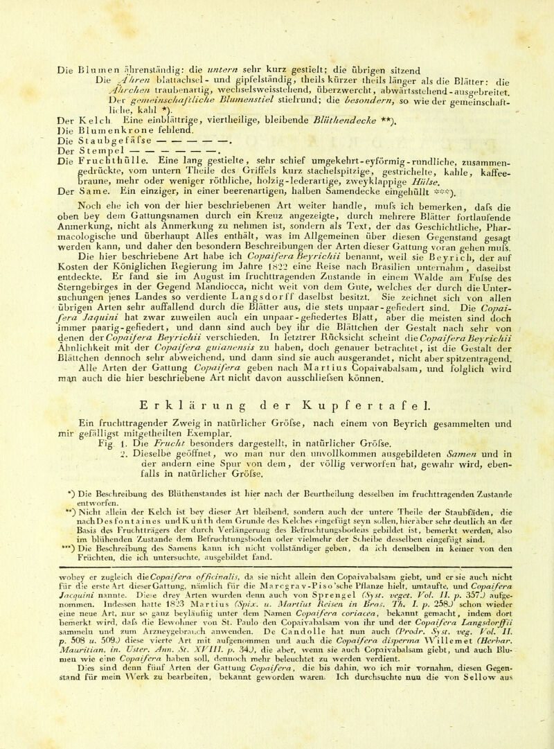 Die Blumen ährenständig: die untern sehr kurz gestielt; die übrigen sitzend Die Ähren blattachsel- und gipfelsländie, theils kürzer theils länger als die Blätter: die Ährchen traubenartig, wecliselsweisstehend, überzwercht, abwärtsstehend-ausgebreitet. Der gemeinschaftliche Blumenstiel stielrund; die besonder//, so wie der Gemeinschaft - li( he, kahl *). Der Kelch Eine einblättrige, viertheilige, bleibende Bliithendecke **). Die Blumenkrone fehlend. Die Staubgefäfse —. Der Stempel — — — . Die Fruchthülle. Eine lang gestielte, sehr schief umgekehrt-eyförmig-rundliche, zusammen- gedrückte, vom untern Theile des Griffels kurz stachelspitzige, gestrichelte, kahle, kaffee- braune, mehr oder weniger röthliche, holzig-lederartige, zweyklappige Hülse. Der Same. Ein einziger, in einer beerenartigen, halben Samendecke eingehüllt ***), Noch ehe ich von der hier beschriebenen Art weiter handle, mufs ich bemerken, dafs die oben bey dem Gattungsnamen durch ein Kreuz angezeigte, durch mehrere Blätter fortlaufende Anmerkung, nicht als Anmerkung zu nehmen ist, sondern als Text, der das Geschichtliche, Phar- macologische und überhaupt Alles enthält, was im Allgemeinen über diesen Gegenstand gesagt werden kann, und daher den besondern Beschreibungen der Arten dieser Gattung voran gehen mul's. Die hier beschriebene Art habe ich Copaifera Beyrichii benannt, weil sie Bey rieh, der auf Kosten der Königlichen Regierung im Jahre 1822 eine Reise nach Brasilien unternahm, daselbst entdeckte. Er fand sie im August im fruchttragenden Zustande in einem Walde am Fufse des Sterngebirges in der Gegend Mandiocca, nicht weit von dem Gute, welches der durch die Unter- suchungen jenes Landes so verdiente Langsdorff daselbst besitzt. Sie zeichnet sich von allen übrigen Arten sehr auffallend durch die Blätter aus, die stets unpaar-gefiedert sind. Die Copai- fera Jaquini hat zwar zuweilen auch ein unpaar-gefiedertes Blatt, aber die meisten sind doch immer paarig-gefiedert, und dann sind auch bey ihr die Blättchen der Gestalt nach sehr von denen der Copaifera Beyrichii verschieden. In letztrer Rücksicht scheint die Copaifera Beyrichii Ähnlichkeit mit der Copaifera guianensis zu haben, doch genauer betrachtet, ist die Gestalt der Blättchen dennoch sehr abweichend, und dann sind sie auch ausgerandet, nicht aber spitzentragend. Alle Arten der Gattung Copaifera geben nach Martius Copaivabalsam, und folglich wird man auch die hier beschriebene Art nicht davon ausschliefsen können. Erklärung der Kupfertafel. Ein fruchttragender Zweig in natürlicher Gröfse, nach einem von Beyrich gesammelten und mir gefälligst mitgetheilten Exemplar. Fig. 1. Die Frucht besonders dargestellt, in natürlicher Gröfse. 2. Dieselbe geöffnet, wo man nur den unvollkommen ausgebildeten Samen und in der andern eine Spur von dem, der völlig verworfen hat, gewahr wird, eben- falls in natürlicher Gröfse. *) Die Beschreibung des Blüthenstandes ist hier nach der Beurtheilung desselben im fruchttragenden Zustande entworfen. Nicht allein der Kelch ist bey dieser Art bleibend, sondern aucli der untere Theile der Staubfäden, die nach D es fontaines und Ivu n th dem Grunde des Kelches eingefügt seyn sollen, hier aber sehr deutlich an der Basis des Fruchtträgers der durch Verlängerung des Befruchtungsbodens gebildet ist, bemerkt werden, also im blühenden Zustande dem Befruchtungsboden oder vielmehr der Scheibe desselben eingefügt sind. Die Beschreibung des Samens kann ich nicht vollständiger geben, da ich denselben in keiner von den Früchten, die ich untersuchte, ausgebildet fand. wobey er zugleich die Copaifera qffcinalis, da sie nicht allein den Copaivabalsam giebt, und erste auch nicht für die erste Art dieser Gattung, nämlich für die Marcgra v-Piso’sche Pflanze hielt, umtaufte, und Copaifera Jacquini nannte. Diese drey Arten wurden denn auch von Sprengel (Syst, veget. Fol. II. p. 357J aufge- nommen. Indessen hatte 1823 Martius (Spix. u. Martius Reisen in Bros. Th. I. p. 258J schon wieder eine neue Art, nur so ganz beyläufiig unter dem Namen Copaifera coriacea, bekannt gemacht, indem dort bemerkt wird, dafs die Bewohner von St. Paulo den Copaivabalsam von ihr und der Copaifera Langsdorf ii sammeln und zum Arzneygebrauch anwenden. De Candolle hat nun auch (Prodr. Syst. veg. Fol. II. p. 508 u. 5090 diese vierte Art mit aufgenommen und auch die Copaifera disperma Willemet (Herbar. Mauritian. in. Uster. rinn. St. XFIII. p. 34 J, die aber, wenn sie auch Copaivabalsam giebt, und auch Blu- men wie eine Copaifera haben soll, dennoch mehr beleuchtet zu werden verdient. Dies sind denn fünf Arten der Gattung Copaifera, die bis dahin, wo ich mir vornahm, diesen Gegen- stand für mein Werk zu bearbeiten, bekannt geworden waren. Ich durchsuchte nun die von Sellow aus