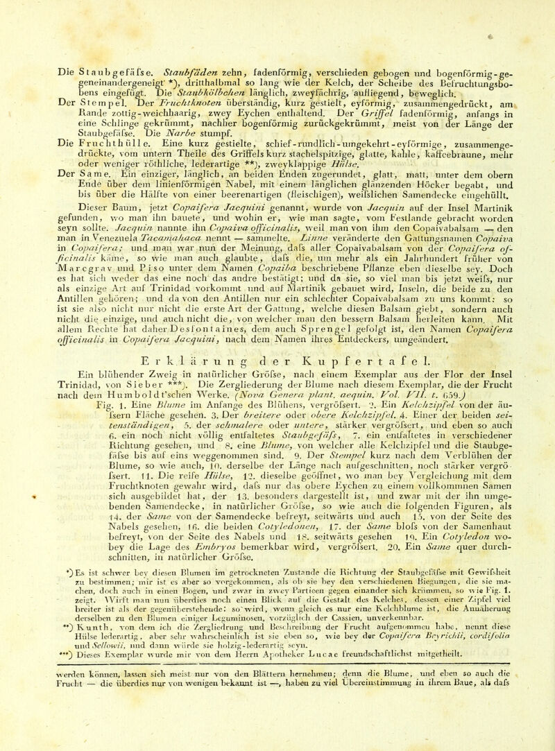 Die Staubgefäfse. Staubfäden zehn, fadenförmig, verschieden gebogen und bogenförmig-ge- geneinandergeneigt' *), dritthalbmal so lang wie der Kelch, der Scheibe des Befruchtungsbo- bens eingefügt. Die Staubkölbchen länglich, zweyfächrig, aufliegend, beweglich. Der St empel. Der Fruchtknoten überständig, kurz gestielt, eyförmig, zusammengedrückt, am Rande zottig-weichhaarig, zwey Eychen enthaltend. Der Griffel fadenförmig, anfangs in eine Schlinge gekrümmt, nachher bogenförmig zurückgekrümmt, meist von der Länge der Staubgefäfse. Die Narbe stumpf. Die Fruchthülle. Eine kurz gestielte, schief-rundlich-umgekehrt-eyförmige, zusammenge- drückte, vom untern Theile des Griffels kurz stachelspitzige, glatte, kahle, kaffeebraune, mehr oder weniger röthliche, lederartige **), zweyklappige Hülse. Der Same. Ein einziger, länglich, an beiden Enden zugerundet, glatt, matt, unter dem obern Ende über dem linienförmigen Nabel, mit einem länglichen glänzenden Höcker begabt, und bis über die Hälfte von einer beerenartigen (fleischigen), weifslichen Samendecke eingehüllt. Dieser Baum, jetzt Copaifera Jacquini genannt, wurde von Jacquiji auf der Insel Martinik gefunden, wo man ihn bauete, und wohin er, wie man sagte, vom Festlande gebracht worden seyn sollte. Jacquin nannte ihn Cqpaiva ojficinalis, weil man von ihm den Copaivabalsam — den man in Venezuela Tacaniahaca nennt — sammelte. Li wie veränderte den Gattungsnamen Copaiv a in Copaifera; und man war nun der Meinung, dafs aller Copaivabalsam von der Copaifera of- ßcinalis käme, so wie man auch glaubte, dafs die, um mehr als ein Jahrhundert früher von Marcgrav und Pi so unter dem Namen Copaiba beschriebene Pflanze eben dieselbe sey. Doch es hat sich weder das eine noch das andre bestätigt; und da sie, so viel man bis jetzt weifs, nur als einzige Art auf Trinidad vorkommt und auf Martinik gebauet wird, Inseln, die beide zu den Antillen gehören; und da von den Antillen nur ein schlechter Copaivabalsam zu uns kommt: so ist sie also nicht nur nicht die erste Art der Gattung, welche diesen Balsam giebt, sondern auch nicht die einzige, und auch nicht die, von welcher man den bessern Balsam herleiten kann. Mit allem Tvechte hat daher Desfont aines, dem auch Sprengel gefolgt ist, den Namen Copaifera officinalis in Copaifera Jacquini, nach dem Namen ihres Entdeckers, umgeändert. Erklärung der Kupfertafel. Ein blühender Zweig in natürlicher Gröfse, naclt einem Exemplar aus der Flor der Insel Trinidad, von Sieber ***). Die Zergliederung der Blume nach diesem Exemplar, die der Frucht nach dem Hum b old fsehen Werke. (Nova Genera plant, aequin. Vol. NIL t. n59.j Fig. 1. Eine Blume im Anfänge des Blühens, vergröfsert. '1. Ein Kelchzipfel von der äu- fsern Fläche gesehen. 3. Der breitere oder obere Kelchzipfel. 4. Einer der beiden sei- tenständigen, 5. der schmalere oder untere, stärker vergröfsert, und eben so auch f>. ein noch nicht völlig entfaltetes Staubgefäfs, 7. ein entfaltetes in verschiedener Richtung gesehen, und 8. eine Blume, von welcher alle Kelchzipfel und die Staubge- fäfse bis auf eins weggenommen sind. 9. Der Stempel kurz nach dem Verblühen der Blume, so wie auch, in. derselbe der Länge naclt aufgeschnitten, noch stärker vergrö- fsert. 11. Die reife Iliilse, 12. dieselbe geöffnet, wo man bey Vergleichung mit dem Fruchtknoten gewahr wird, dafs nur das obere Eychen zu einem vollkommnen Samen sich ausgebildet hat, der 13. besonders dargestellt ist, und zwar mit der ihn umge- benden Samendecke, in natürlicher Gröfse, so wie auch die folgenden Figuren, als 14. der Same von der Samendecke befreyt, seitwärts und auch [ö. von der Seite des Nabels gesehen, 16. die beiden Cotyledonen, 17. der Same blofs von der Samenhaut befreyt, von der Seite des Nabels und 18. seitwärts gesehen tp. Ein Cotyledon wo- bey die Lage des Embryos bemerkbar wird, vergröfsert. 20. Ein Same quer durch- schnitten, in natürlicher Gröfse. *) Es ist schwer bey diesen Blumeil im getrockneten Zustande die Richtung der Staubgefäfse mit Gewifsheit zu bestimmen; mir ist es aber so vorgekommen, als ob sie bey den verschiedenen Biegungen, die sie ma- chen, doch auch in einen Bogen, und zwar in zwey Partieen gegen einander sich krümmen, so wie Fig. 1. zeigt. Wirft mau nun überdies noch einen Blick auf die Gestalt des Kelches, dessen einer Zipfel viel breiter ist als der gegenüberstehende; so'wird, wenn gleich es nur eine Kelchblumc ist, die Annäherung derselben zu den Blumen einiger Leguminosen, vorzüglich der Cassien, unverkennbar. Kunth, von dem ich die Zergliedrung und Beschreibung der Frucht aufgenommeu habe, nennt diese Hülse lederartig, aber sehr wahrscheinlich ist sie eben so, wie bey der Copaifera Krj richii, cordifolia und Setlowii, und dann würde sie holzig-lederartig seyn. ***') Dieses Exemplar wurde mir von dem Herrn Apotheker Lucae freundschaftlichst mitgetheilt. werden können, lassen sieh meist nur von den Blättern hernehmeu; denn die Blume, und eben so auch die Frucht — die überdies nur von wenigen bekannt ist—, haben zu viel Übereinstimmung in ihrem Baue, als dafs