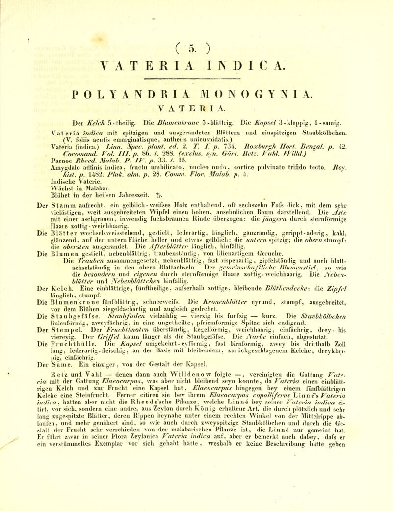 ) I N D I C A ( 3- V A T E R I A P O L Y A N D R I A M O N O G Y N I A. V A T E R I A. Der Kelch 5-thcilig. Die Blumenh'one 5-biiHüig. Die Kapsel 3-klappig, 1-saniig. Y'^ateria indica mit sj»itzigen und ausgcrandeten Biältcrn und einspitzigen Staubkölbchen. (V. foliis acutis eniarginatisque, antheiis unicuspidatis.) Vateria (indica.) Lina. Spec. plant, ed. 2. T. I. p. 734. Roxbnrgh Hoet. Bengal, p. 42. Coromand. Vol. III. p. 86. /. 288. (exclus. syn. Gart. Retz. Vahl. hlilld.) Pacnoe Rheed. Malab. P. IK. p. 33. t. 15. Amygdalo adlinis indica, fiuclu unibilicato, niiclco niido, cortice pulvinato trifido tccto. Roy. hist. p. 1482. Plulc. ahn. p. 28. Conun. Flor. Malab. p. 4. Indische Valerie. Wäclist in Malabar. Blühet in der hcilscn Jahreszeit. t>- Der Stamm aufrecht, ein gelblich-weifses Holz enthaltend, oft sechszehn Fufs dick, mit dem selir vielästigen, weit ausgel)reiteten Wipfel einen liolien, ansehnliclicn Baum d.arsicllend. Die Aste mit einer aschgrauen, inwendig fuchsbrauncu Rinde überzogen: die jüngern diircli sternförmige Haare zottig-weiclihaarig. Die Blätter weciisclsvveisstehend, gestielt, lederartig, länglicli, ganzrandig, gerippt - aderig, kalt], glänzend, auf der iintein Fläche heller und etwas gelblich: die sj)ilzig; die stumpf; die obersten ausgerandet. Die Afterblaiter länglicli, hinfällig. Die Blumen gestielt, nehenhlättrig. Irauhenstäudig, von lilienartigem Gerüche. Die Trauben zusammengesetzt, nehenhlättrig, fast iisjicnartig, gipfelständig und auch hlatt- achselständig in den ohern Blaltachseln. Der gerneinschaj'lllchc Blumenstiel, so wie die besondern und eigenen durch slernförmige Haare zottig-weichhaarig. Die ISeben- blätter und ISebenblüttchen hinfällig. Der Kelch. Eine einblättrige, fünftheilige, aufserhalb zottige, bleibende Bliithendecle’. die Zipfel länglich, stumpf. Die Blumenkro ne fürifhlättrig, scimeeweifs. Die Kronenblütter eyrund, stumpf, ausgebreitet, vor dem Blühen ziegeldachartig und zugleich gedrehet. Die Stauhgefäfse. Staubfäden vielzählig — vierzig bis fünfzig — kurz. Die Siaublcolbchen linienförmig, zweyfächrig, in eine ungellieilte, pfriemförmige Spitze sich endigend. Der Stempel. Der Fruchtknoten üherständig, kegelförmig, weichhaarig, cinfächrig, drey- bis viercyig. Der Griffel kaum länger als die Stauhgefäfse. Die Narbe einfach, ahgestutzt. Die FruchthüIle. Die Kapsel umgekehrt-eyförmig, fast hirnförmig, zwey bis dritthalb Zoll lang, lederartig-fleischig, an der Basis mit hleiheudem, zurückgcschlagciicm Kelche, dreyklap- ])ig, einfächrig. Der Same. Ein einziger, von der Gestalt der Kapsel. Retz und Vahl — denen dann auch Willdenow folgte —, vereinigten die Gattung Fate- ria mit der FAaeoearpus., was aber nicht bleibend seyn konnte, da Fateria einen einblätt- rigen Kelch und zur Frucht eine Kapsel hat, Elaeocaipus hingegen hey einem fünfhlättrigen Kelche eine Steinfrucht. Ferner citiren sie hey ihrem Elaeocaipus copalliferus \j\nx\ d?, Fateria indica., hatten aber nicht die Rheede’sche Pil.inze, welche Linne hey seiner Fhteria indica ci- lirt. vor sich, sondern eine andre, aus Zeylon durch König erhaltene Art, die durch plötzlich und sehr lang zugespitzte Blätter, deren Rippen heynahe unter einem rechten Winkel von der Mitlelrippe ab- laufcn, und mehr genähert sind, so wie auch durch zweyspitzige Stauhkölhc.lien und durch die Ge- stalt der Frucht sehr verschieden von der malaharischen Pflanze ist, die Rinne nur gemeint hat. Er führt zwar in seiner Flora Zeylanica Fateria indica auf, aber er bemerkt auch dabey, dafs er ein verslümmeltcs Exemplar vor sich gehabt hätte , weshalb er keine Beschreibung hätte geben