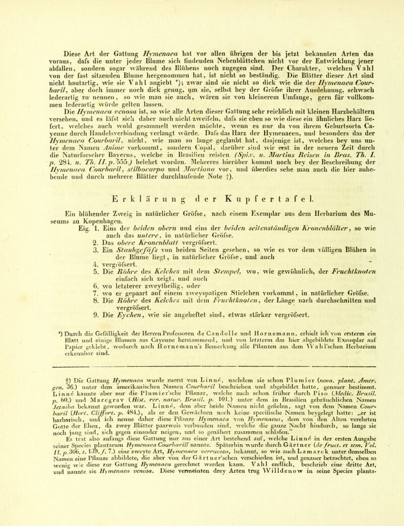 Diese Art der Gattung Hymenaea hat vor allen übrigen der bis jetzt bekannten Arten das voraus, dafs die unter jeder Blume sieb fludcuden Nebenblüttchen nicht vor der Entwicklung jener abfallen, sondern sogar während des Blübens noch zugegen sind. Der Charakter, welchen Vahl von der fast sitzenden Blume bergenommen hat, ist nicht so beständig. Die Blätter dieser Art sind nicht hautartig, wie sie Vahl angiebt *); zwar sind sie nicht so dick wie die der Hymenaea Cour- havil^ aber docli immer noch dick genug, um sie,' selbst bey der Gröfse ihrer Ausdehnung, schw^ach lederariig zu nennen, so wie man sie auch, wären sic von kleinerem Umfange, gern für vollkom- men lederartig würde gelten lassen. Die Hymenaea venosa ist, so wie alle Ai’ten dieser Gattung sehr reichlich mit kleinen Harzhehältern versehen, und es läfst sicli daher auch nicht zweifeln, dafs sie eben so wie diese ein ähnliches Harz lie- fert, welclies aucli wold gesammelt werden möchte, w^enn es nur da von ihrem Gel)urtsorta Ca- yenne durcli llaudelsverbindung verlangt würde. Dafs das Harz der Hymeiiaeen, und besonders das der Hymenaea. CourharU^ nicht, wie man so lange geglaubt hat, dasjenige ist, welches bey uns un- ter dem Namen Anime vorkommt, sondern Copal, darüber sind wir erst in der neuern Zeit durch die Naturforscher Bayerns, welche in Biasilieu reisten (Spi.v. u. Martins Reisen in Bras. Th. I. p. 284. u. Th. II. p. 555.J belehrt worden. Mehreres hierüber kommt noch bey der Beschreibung der Hymenaea Courharil, stilbocarpa und Martiana vor, und überdies sehe man auch die hier anhe- beiule und durch mehrere Blätter durchlaufende Note t)- Erklärung der K u p f e r t a f e 1. Ein blühender Zweig in natürlicher Gröfse, nach einem Exemplar aus dem Herbarium des Mu- seums zu Kopenhagen. Eig. 1. Eins der beiden obern und eins der beiden seitejiständigen Kronenblülter, so wie auch das untere, in natürlicher Gröfse. 2. Das obere Kronenblatt vergröfsert. 3. Ein StanbgefäJ's von beiden Seiten gesehen, so wie es vor dem völligen Blühen in der Blume liegt, in natürlicher Gröfse, und auch 4. vergi öfsert. 5. Die Röhre des Kelches mit dem Stempel, wo, wie gewöhnlich, der Fruchthnoten einfach sich zeigt, und auch 6. wo letzterer zweythcilig, oder 7. wo er gepaart auf einem zweyspatigen Stielchen vorkommt, in natürlicher Gröfse. 8. Die Röhre des Kelches mit dem Fruchtknoten, der Länge nach durchschnitten und vergröfsert. 9. Die Eychen, wie sie angeheftet sind, etwas stärker vergröfsert. *) Durch die Gefcälligkeit der Herren Professoren de C an dolle und Hornemann, erhielt ich'von ersterm ein Blatt und einige Blumen aus Cayenne herstammend, und von letzterm das hier abgebildete Exemplar auf Papier geklebt, wodurch nach Hornemann’s Bemerkung alle Pltanzen aus dem 4Vahl’schen Herbarium erkennbar sind. f) Die Gattung Hymenaea wurde zuerst von Linne, nachdem sie schon Plumier {nova. plant. Amer. gen. 36.) unter dem amerikanischen Namen Courharil beschrieben und abgebildet hatte, genauer bestimmt. Linne kannte aber nur die Plumier’sche Pflanze, w'elche auch schon früher durch Pi so {Medic. Brasil, p. bO.) und Mar cg rav {Hi.ft. rer. natur. Brasil, p. 101.) unter dem in Brasilien gebräuchlichen Namen .fetaiha bekannt geworden war. Linne, dem aber beide Namen nicht gefielen, sagt von dem Namen Cour- haril {Hort. Clijfort. p. 484.), als er den Gewächsen noch keine specifische Namen beygelegt hatte: „er ist barbarisch, und ich nenne daher diese Pflanze Hymenaea von Hyrnenaeus, dem von den Alten verehrten Gotte der Ehen, da zwey Blätter paarweis verbunden sind, welche die ganze Nacht hindurch, so lange sie noch jung sind, sich gegen einander neigen, und so genähert zusammen schlafen.“ Es trat also anfangs diese Gattung nur aus einer Art bestehend auf, welche Linnö in der ersten Ausgabe seiner Species plantarum Hymenaea Courharill nannte. Späterhin rvurde durch Gärtner {de fruct. et sem, Vol. I f. p.'^(j(). t. 139.y. 7.) eine zweyte Art, Hymenaea rerrucosa, bekannt, so wie auch La mar ck unter demselben Namen eine Pflanze abbildete, die aber von der Gärtner’schen verschieden ist,, und genauer betrachtet, eben so weni“ wie diese zur Gattung Hymenaea gerechnet werden kann. Vahl endlich, beschrieb eine dritte Art, und nannte sie Hymenaea venosa. Diese vermeinten drey Arten trug Willdenow in seine Species planta-
