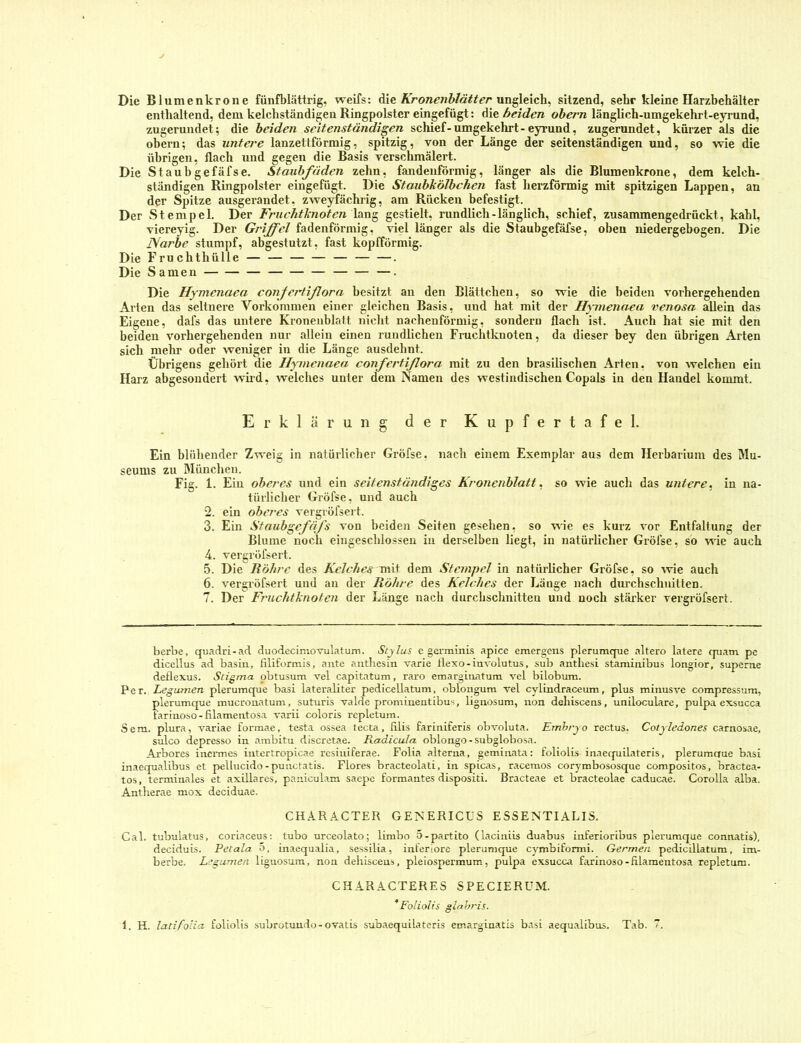 Die Blumenkrone fünfblättrig, weifs: die ungleich, sitzend, sehr kleine Harzbehälter enthaltend, dem kelchständigen Ringpolster eingefügt: die beiden obern länglich-umgekehrt-eyrund, zugerundet; die beiden seitenständigen schief-umgekehrt - eyrund, zugerundet, kürzer als die obern; das untere lanzettförmig, spitzig, von der Länge der seitenständigen und, so wie die übrigen, flach und gegen die Basis verschmälert. Die Staubgefäfse. Staubfäden zehn, fandenförmig, länger als die Blumenkrone, dem kelch- ständigen Ringpolster eingefügt. Die Staubkölbchen fast herzförmig mit spitzigen Lappen, an der Spitze ausgerandet, zwe;^ächrig, am Rücken befestigt. Der Stempel. Der Fruchtlcnoten lün^ gestielt, rundlich-länglich, schief, zusammengedrückt, kahl, viereyig. Der Griffel fadenförmig, viel länger als die Staubgefäfse, oben niedergebogen. Die Narbe stumpf, abgestutzt, fast kopfförmig. Die Fruchthülle — — — — — . Die Samen —. Die Hymenaea confej'iißora besitzt an den Blättchen, so wie die beiden vorhergehenden Arien das seltnere Vorkommen einer gleichen Basis, und hat mit der Hyinenaea venosa allein das Eigene, dafs das untere Kronenblatt nicht naohenförmig, sondern flach ist. Auch hat sie mit den beiden vorhergehenden nur allein einen rundlichen Fruchtknoten, da dieser bey den übrigen Arten sich mehr oder weniger in die Länge ausdehnt. Übrigens gehört die Hyinenaea confertißora mit zu den brasilischen Arten, von welchen ein Harz abgesondert whd, welches unter dem Namen des westindischen Copals in den Handel kommt. Erklärung der Kupfertafel. Ein blühender Zweig in natürlicher Gröfse, nach einem Exemplar aus dem Herbarium des Mu- seums zu München. Fig. 1. Ein oberes und ein seitenständiges Kronenblatt. so wie auch das untere, in na- türlicher Gröfse, und auch 2. ein oberes vergröfsert. 3. Ein Staubgefäfs von beiden Seiten gesehen, so wie es kurz vor Entfaltung der Blume noch eingeschlossen in derselben liegt, in natürlicher Gröfse, so wie auch 4. vergröfsert. 5. Die Röhre des Kelches dem Stempel in natürlicher Gröfse, so we auch 6. vergröfsert und an der Röhre des Kelches der Länge nach durchschnitten. 7. Der Fruchthnoten der Länge nach durchschnitten und noch stärker vergröfsert. herbe, quadri-ad duodecimovulatum. Stylus e germinis apice emergens plerumqne altero latere quam pe dicellus ad basiii, filiformis, ante antliesin varie tlexo-involutus, sub antliesi staminibus longior, superne detlexus. Stigma obtusum vel capitatum, raro emarginatum vel bilobum. Per. Legumen plerumque basi lateraliter pedicellatum, oblongum vel cylindraceura, plus minusve compressum, plerumque mucronatum, suturis valde prominentibus, lignosum, non deliiscens, uniloculare, pulpa exsucca rarinoso - fllametitosa varü coloris repletum. Sera, plura, variae formae, testa ossea tecta, fllis fariniferis obvoluta. Embryo rectus. Cotyledones carnosae, sulco depresso in ambitu discretae. Radicula oblongo - subglobosa. Arbores inermes intertropicae resiuiferae. Folia alterna, geminata: foliolis inaecpiilateris, plerumaue basi inaequalibus et pellucido-punctatis. Flores bracteolati, in spicas, racemos corymbososque compositos, bractea- tos, terminales et axillares, paniculam saepe formantes dispositi. Bracteae et bracteolae caducae. Corolla alba. Antherae mox deciduae. CHARACTER GENERICUS ESSENTIALIS. Cal. tubulatus, coriaceus: tubo urceolato; limbo 5-partito (laciiiiis duabus inferioribus plerumque connatis), deciduis. Fetala o, maequalia, sessilia, inferiore plerumque cymbiformi. Germea pedicillatum, im- berbe. Lc^umen liguosum, non deliiscens, pleiospermum, pulpa exsucca farinoso-filamentosa repletum. CHARACTERES SPECIERUM. 'Foliolis glahris.