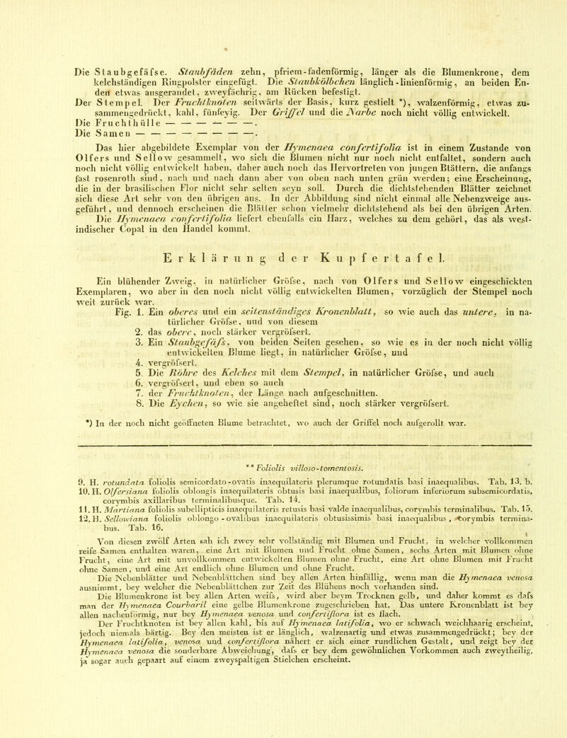 Die S laubgefäfse. Staubfäden zehn, pfricm-fadenförmig, länger als die Blumenkrone, dem kelchständigen Ringpolstcr cingefügt. Die StaubköJbchen länglich - linienförmig, an beiden En- den etwas ansgeraiidet, zweyfäclirig, am Rücken befestigt. Der Stempel. Der Friichlhiolen seitwärts der Basis, kurz gestielt *), walzenförmig, et^vas zu- sammengedrückt, kahl, fünfcyig. Der Grijfcl und dienoch nicht völlig entwickelt. Die Frucht hülle — — — — — —. Die Samen — — — — . Das hier abgebildcte Exemplar von der Hynienaea confcrtifolia ist in einem Zustande von Olfers und Seil ow gesammell, wo sich die Blumen nicht nur noch nicht entfaltet, sondern auch noch nicht völlig cntwickcll haben, daher auch noch das Ilervortreten von jungen Btättern, die anfangs fast rosenrolli sind, nach und nach dann aber von oben nach unten grün werden; eine Erscheinung, die in der brasilischen Flor nicht sehr selten seyn soll. Durch die dichtsl ebenden Blätter zeichnet sich diese Art sehr von den übrigen aus. In der Abbildung sind nicht einmal alle Nebenzweige aus- geführt, und dennoch erscheinen die Blätter schon vielmehr dichtstehend als bei den übrigen Arten. Die Jlymcnaca confertifolia liefert ebenfalls ein Harz, welches zu dem gehört, das als west- indischer Copal in den Handel kommt. Erklärung der K ii p f e r t a f e 1. Ein blühender Zweig, in natürlicher Gröfsc, nach von Olfers und Sellow eingescbickten Exemplaren, wo aber in den noch nicht völlig entwickelten Blumen, vorzüglich der Stempel noch weit zurück war. Fig. 1. Ein oberes und ein seitenständiges Kroncnblatt, so wie auch das untere, in na- türlicher Gröfse, und von diesem 2. das obere, noch stärker vergrüfsert. 3. Ein Staiibgefäfs, von beiden Seiten gesehen, so wie cs in der noch nicht völlig entwickelten Blume liegt, in natürlicher Gröfse, und 4. vergröfsert. 5. Die Röhre des Kelches mit dem Stempel, in natürlicher Gröfse, und auch 6. vergröfsert, und eben so auch 7. der Fruchtlmotcn, der Länge nach aufgeschnitten. 8. Die Eychen, so wie sie angeheftet sind, noch stärker vergröfsert. *) In der noch nicht geöffneten Blume betrachtet, wo auch der Griffel noch aufgerollt war. ** Foliolis villoso-lomenLosis. 9. H. rotundata foliolis semicordato-ovatis inaequilateris plerumque rotundatis basi inaequalibus. Tab. 13. b. 10. H. Olfersiana foliolis oblongis inaequilateris obtusis basi inaequalibus, foliorum inferiorum subsemicordatis, corymbis axillaribus terminalibusque. Tab. 14. 11. H. Martiana foliolis subellipticis inaequilateris relusis basi valde inaequalibus, corymliis terminalibus. Tab. 15. Sellowiana foliolis oblongo - ovalibus inaequilateris oLtusissimis basi inaequalibus, Corymbis terraina- bus. Tab. 16. Von diesen zwölf Arten sah ich zwey sehr vollständig mit Blumen und Frucht, in welcher vollkommen reife Samen entlialten waren, eine Art mit Blumen und Frucht ohne Samen, sechs Arten mit Blumen oline Frucht, eine Art mit unvollkommen entwickelten Blumen ohne Frucht, eine Art ohne Blumen mit Frucht ohne Samen, und eine Art endlich ohne Blumen und ohne Frucht. Die Nebenblätter und Nebenblättchen sind bey allen Arten hinfällig, wenn man die Hymenaea venoxa ausnimmt, bey welclier die Nebenblättchen zur Zeit des Blüheus noch vorhanden sind. Die Blumenkrone ist bey allen Arten weifs, wird aber beym Trocknen gelb, und daher kommt es dafs man der Hymenaea Courharil eine gelbe Blumenkrone zugesclu-ieben hat. Das untere Kroncnblatt ist bey allen nachenförmig, nur bey Hymenaea venosa und confertißora ist cs flach. Der Fruchtknoten ist bey allen kahl, bis auf Hymenaea latifolia, wo er schwach weichhaarig erscheint, jedoch niemals bärtig. Bey den meisten ist er länglich, walzenartig imd etwas zusammengedrückt; bey der Hymenaea latifolia, venosa und confertißora nähert er sich einer rundlichen Gestalt, und zeigt bey der Hymenaea venosa die sonderbare Abweichung', dafs er bey dem gewöhnlichen Vorkommen auch zweytneilig, ja* sogar auch gepaart auf einem zweyspaltigen Stielchen erscheint.