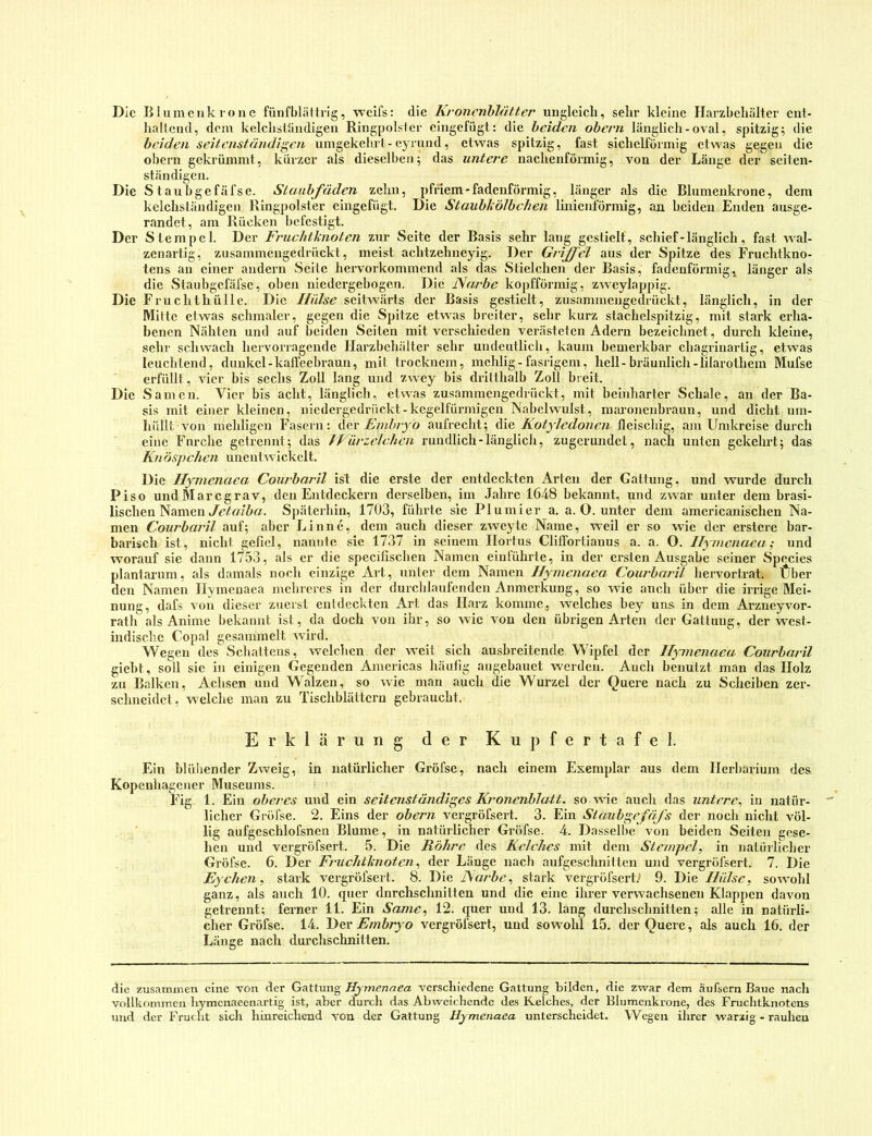 Die BIumerik 1011 c fünfbliUtrlg, wcifs: die KronenhJntter ungleich, sehr kleine Harzbchälter ent- hallcnd, dem kelchsi'äudigeu Ringpolsler cingefiigt: die beiden obern länglich - oval, spitzig; die beiden seitenständigen umgekehil-eyrund, etwas spitzig, fast sichelförmig etwas gegen die obern gekrümmt, kürzer als dieselben; das untere nachenförmig, von der Länge der seiten- ständigen. Die S taubgefäfse. Staubfäden zehn, pfriem - fadenförmig, länger als die Bliinienkrone, dem kclchsländigeii Ringpolster cingefügt. Die Staublcölbchen Imienförmig, an beiden Enden ausge- randet, am Rücken befestigt. Der Stempel. Der Fruchtknoten zur Seite der Basis sehr lang gestielt, schief-länglich, fast wal- zenartig, zusammengedrückt, meist achtzehneyig. Der Griffel aus der Spitze des Fruchtkno- tens an einer andern Seite hervorkommend als das Stielchen der Basis, fadenförmig, länger als die Staubgefäfsc, oben uiedergebogeii. Die Narbe kopfförmig, zweylappig. Die Fru chthüllc. Die //«/.ye seitwärts der Basis gestielt, zusamiucngedrückt, länglich, in der Mitte etwas schmaler, gegen die Spitze etwas breiter, sehr kurz stachelspitzig, mit stark erha- benen Nähten und auf beiden Seiten mit verschieden verästeten Adern bezeichnet, durch kleine, sehr schwach hervorragende Harzbehälter sehr undeutlich, kaum bemerkbar chagrinartig, etwas leuchtend, dunkel-kalTeebraun, mit trocknem, mehlig - fasrigem, hell-bräunlich-lilarothem Mufse erfüllt, vier bis sechs Zoll lang und zwey bis dritthalb Zoll breit. Die Samen. Vier bis acht, länglich, etwas zusammcngedrückt, mit beinharter Schale, an der Ba- sis mit einer kleinen, niedergedrückt-kcgelfürmigen Nabelwulst, nuu'onenbraun, und dicht um- hüllt von mehligen Fasern: Embryo aufrecht; die Kotyledonen fleischig, am Umkreise durch eine Furche getrennt; das If ür::elchen rundlich-länglicJi, zugerundet, nach unten gekeimt; das Kn öspehen unentwickelt. Die Hymenaea Courbaril ist die erste der entdeckten Arten der Gattung, und wurde durch Piso und Maregrav, den Entdeckern derselben, im Jahre 1648 bekannt, und zwar unter dem brasi- lischen Namen Jk’te/ia. Späterhin, 1703, führte sic Plumier a. a. O. unter dem americanischen Na- men Courbaril auf; aber Linne, dem auch dieser zweyte Name, weil er so wie der erstcre bar- barisch ist, nicht gefiel, nannte sic 1737 in seinem Ilortus ClilTortianus a. a. O. Hymenaea; und worauf sie dann 1753, als er die specifischen Namen einluhrte, in der ei’sten Ausgabe seiner Species plantarum, als damals noch einzige Art, unter dem Namen Hymenaea Courbaril hervor trat. Über den Namen Hymenaea mchrercs in der durchlaufenden Anmerkung, so wie auch über die irrige Mei- nung, dafs von dieser zuerst entdeckten Art das Harz komme, welches bey uns in dem Arzneyvor- rath als Anime bekaunt ist, da doch von ihr, so wie von den übrigen Arten der Gattung, der west- indische Copal gesammelt wird. Wegen des Schattens, welchen der weit sich ausbreitende Wipfel der Hymenaea Courbaril giebt, soll sie in einigen Gegenden Americas häufig augebauet werden. Auch benutzt man das Holz zu Balken, Achsen und Walzen, so wie man auch die Wurzel der Quere nach zu Scheiben zer- schneidet, welche man zu Tischblättcrn gebraucht. Erklärung der Kupfertafel. Ein blühender Zweig, in natürlicher Gröfse, nach einem Exemplar aus dem Herbarium des Kopenhagener Museums. Fig 1. Ein oberes und ein seitenständiges Kronenblatt, so wie auch das untere,, in natür- licher Gröfse. 2. Eins der obern vergröfsert. 3. Ein Staubgrfäfs der noch nicht völ- lig aufgcschlofsnen Blume, in natürlicher Gröfse. 4. Dasselbe' von beiden Seiten gese- hen und vergröfsert. 5. Die Röhre des Kelches mit dem Stempel, in natürlicher Gröfse. 6. Der Fruchtknoten, der Länge nach aufgcschnitlen und vergröfsert. 7. Die Eychen, stark vergröfsert. 8. Die ]\arbe, stark vergröfsert.* 9. Die Hülse, sowohl ganz, als auch 10. quer dnrchschnitten und die eine ihrer verwachsenen Klappen davon getrennt; ferner 11. Ein Same, 12. quer und 13. lang durchschnitten; alle in natürli- cher Gröfse. 14. Der Embryo vergröfsert, und sowohl 15. der Quere, als auch 16. der Länge nach durchschnitten. die zusammen eine von der Gattung Hymenaea verschiedene Gattung bilden, die zwar dem äufsern Baue nach voltkfimmen hymenaeenartig ist, aber durch das Abweichende des Kelches, der Bluraenkrone, des Fruchtknotens und der Fracht sich hinreichend von der Gattung Hymenaea unterscheidet. Wegen ihrer warzig - rauhen