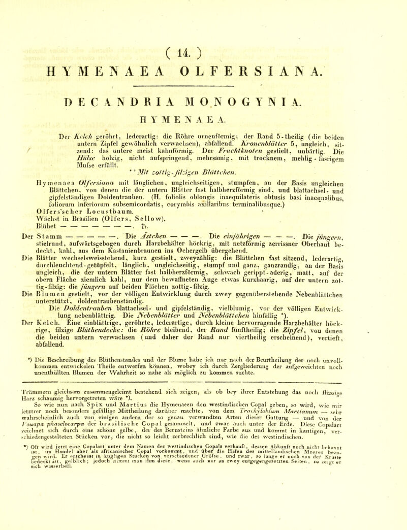 (14.) II Y M E N A E A 0 L F E R S I A N A D E C A N D K I A M O.N O G Y N I A. n Y M E IN A E A. Der Krlch geröhrt, lederartig: die Röhre uriicnförmig; der Rand 5-theilig (die beiden untern Zipfel gewöhnlich verwachsen), ahfallend. Kronenhlütter 5, ungleich, sit- zend: das untere meist kahnfönnig. Der Fruchtknoten gestielt, unbärtig. Die Hülse holzig, nicht aufspringend, inehrsamig, mit trocknem, mehlig - fasrieem Mufse erfüllt. ** Mit zotti^-ßhigen Blättchen. Ilymenaea Olfersiana mit länglichen, ungleicliseitigen, stumpfen, an der Basis ungleichen Blättchen, von denen die der untern Blätter fast halbherzförniig sind, und blattachsel- und gipfelständigen Doldcntraubcn. (H. foliolis ohlongis inaequilatcris obtusis basi inaeaualibus, foliorum inferiorum subsemicordatis, corymbis axillaribus terininalibusquc.) 01 fe r s’s c h e r L o c u s t b a u m. ' Wächst iu Brasilien (Olfers, Sellow). Blühet — — — — — — —. D- Der Stamm . Die Ästchen —. Die einjährigen — — —. Die jüngern, stielrund, aufwärtsgebogen durch Harzbehältcr höckrig, mit netzförmig zerrissner Oberhaut be- deckt, kahl, aus dem Ka.stanienbraunen ins Ochcrgelb übergehend. Die Blätter wechselsweisstchend, kurz gestielt, zweyzählig: die Blättchen fast sitzend, lederartig, durclileuchtcnd-getüpfelt, länglich, ungleichseitig, stumpf und ganz, ganzrandig, an der Basis ungleich, die der untern Blätter fast halbherzförmig, schwach gerippt-aderig, matt, auf der obern Fläche ziemlich kahl, nur dem bewaffneten Auge etwas kurzhaarig, auf der untein zot- tig-filzig: die Jüngern auf beiden Flächen zottig-fdzig. Die Blumen gestielt, vor der völligen Entwicklung durch zwey gegenüberstehende Nebenhlättchen unterstützt, doldentraubenständig. Die Doldentrauben blattachsel- und gipfelständig, viclblumig, vor der völligen Entwick- lung uebenblättrig. Die Nebenblätter und Nebenblüttchen hinfällig * *). Der Kelch. Eine einblättrige, geröhrte, lederartige, durch kleine hervorragende Harzbehälter höck- rige, fdzige Blüthendecke: die Röhre bleibend, der Rund fünftheilig; die Zipfel.., von denen die beiden untern verwachsen (und daher der Rand nur viertheilig erscheinend), vertieft, abfallend. •) Die Beschreibung des Blüthenstandcs und der Blume habe ich nur nach der Beurtheilung der noch unvoll- kommen entvvickelen Theile entwerfen können, wobey ich durch Zergliederung der aufgew'eichten noch unenthüllten Blumen der Walirheit so nahe als möglich zu kommen suchte. Trümmern gleichsam zusammeugeleimt bestehend sich zeigen, als ob bey ihrer Entstehung das noch flüssige Harz schaumig hervorgetreten wäre *). So wie nun nach Spix und Martins die Hymenaeen den westindischen Copal geben, .so wird, wie mir Ictztrer noch besonders gefällige Mittheilung darüber machte, von dem Trathylohiuin Marlianurn — sehr wahrscheinlich auch von einigen andern der so genau verwandten Arten dieser Gattung — und von der f'oufipa phaselocarpa der brasilische Copal gesammelt, und zwar auch unter der Erde. Diese Copalart zeichnet sich durch eine schöne gelbe, der des Bernsteins ähnliche Farbe aus und kommt in kantigen, ver- schiedengestalteten Stücken vor, die nicht so leicht zerbrechlich sind, wie die des w'estindischen. *) Oft wird jetzt eine Copalart unter dem Namen des we.stindischen Copalj Terkauft, dessen Abkunft noch nicht bekannt ist, im Handel aber als africanischer Copal vorkonimt, und über die Häfen des mittelländischen Meeres bezo- gen wird. Er erscheint in kiigligen Stücken von verschiedener Grofse , und zwar, so lauge er noch von der Krime bedeckt ist, gelblich; jedoch nimmt man ihm diese, wenn auch nur ao zwey entgegengesetzten Seiten, so zei^t er sich wasserliell.