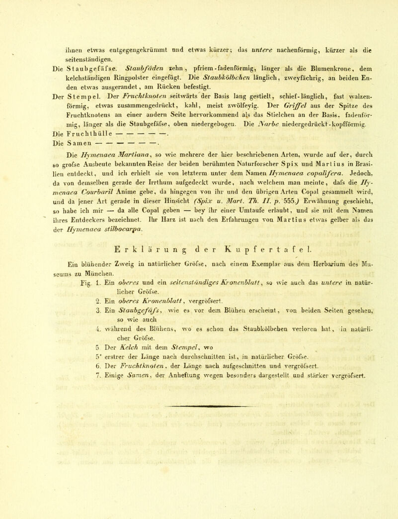 ihnen etwas entgegengekrümmt und etwas kürzer; das untere nachenföraiig, kürzer als die seiteiiständigen. Die Staub gefäfse. Staubfäden zehn, pfriem - fadenförmig, länger als die Blumenkrone, dem kelchständigen Ringpolster eingefügt. Die Stauhkölbchen länglich, zweyfächrig, an beiden En- den etw'as ausgerandet, am Rücken befestigt. Der Stempel. Der Fruchtknoten seitwärts der Basis lang gestielt, schief-länglich, fast walzen- förmig, etwas zusammengedrückt, kahl, meist zwölfeyig. Der Griffel aus der Spitze des Fruchtknotens an einer andern Seite heiTorkommend als das Stielchen an der Basis, fadenför- mig, länger als die Staubgefäfse, oben nicdergebogeu. Die Narbe niedergedrückt-kopfförmig. Die Fruchthülle . Die Samen — — . Die Hymenaea Martiana^ so wie mehrere der hier beschriebenen Arten, wurde auf der, durch so grofse Ausbeute bekannten Reise der beiden berühmten Naturforscher Spix und Martins in Brasi- lien entdeckt, und ich erhielt sie von letzterm unter dem Namen Hymenaea copalifera. Jedoch, da von demselben gerade der Irrthum aufgedeckt wwde, nach welchem man meinte, dafs die Hy- menaea Courbaril Anime gebe, da hingegen von ihr und den übrigen Arten Copal gesammelt wird, und da jener Art gerade in dieser Hinsicht (SpLv u. Mart. Th. II. />. 555.^ Erwähnung geschieht, so habe ich mir — da alle Copal geben — bey ihr einer Umtaufe erlaubt, und sie mit dem Namen ihres Entdeckers bezeichnet. Ihr Harz ist nach den Erfahrungen von Martius etwas gelber als das der Hymenaea stilbocarpa. Erklärung der Kupfer tafel. Ein blühender Zweig in natürlicher Gröfse, nach einem Exemplar aus dem Herbarium des Mu- seums zu München. Fig. 1. Ein oberes und ein seitenständiges Kronenblait, so wie auch das untere in natür- licher Gröfse. 2. Ein oberes Kronenblatt, vergröfsert. 3. Ein Staubgefäfs, wie es vor dem Blühen erscheint, von beiden Seiten gesehen, so wie auch 4. w'älu'end des Blühens, wo es schon das Staubkölbchen verloren hat, in natürli- cher Gröfse. 5 Der Kelch mit dem Stempel., wo 5^ erstrer der Länge nach durchschnitten ist, in natürlicher Gröfse. 6. Der Fruchtknoten. der Länge nach aufgesclmitten und vergröfsert. 7. Einige Samen., der Anheftung wegen besonders dargestelit und stärker vergröfsert.