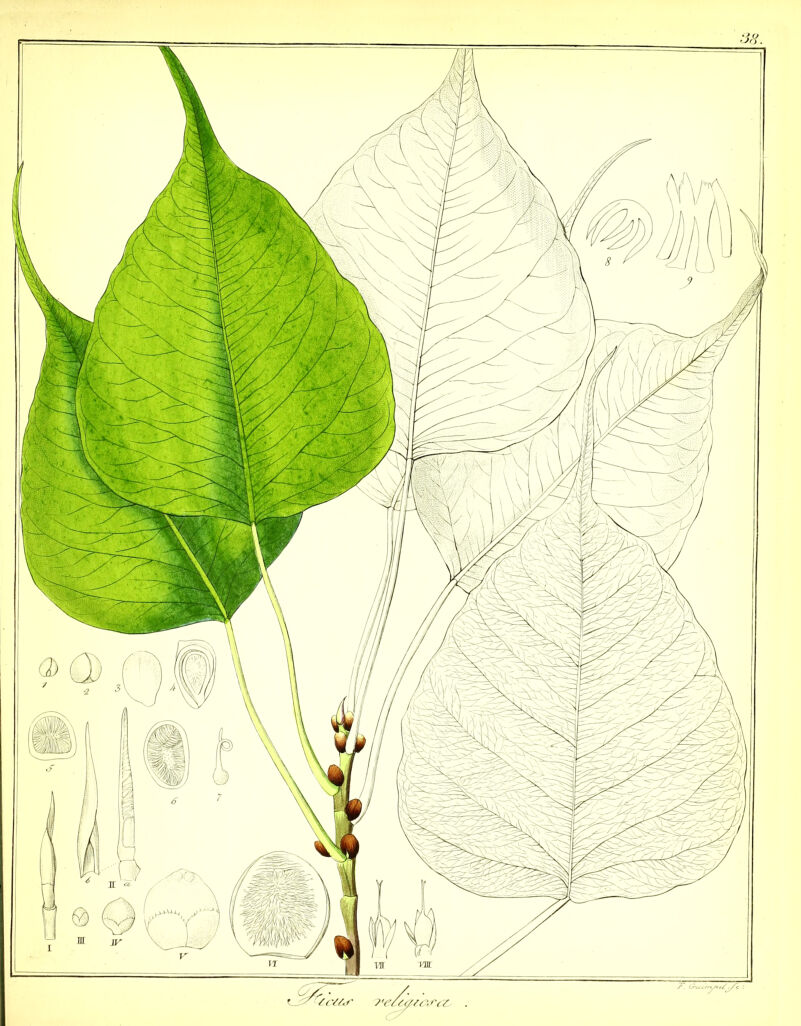 7-, ü-<^c^y,,^yc ■.