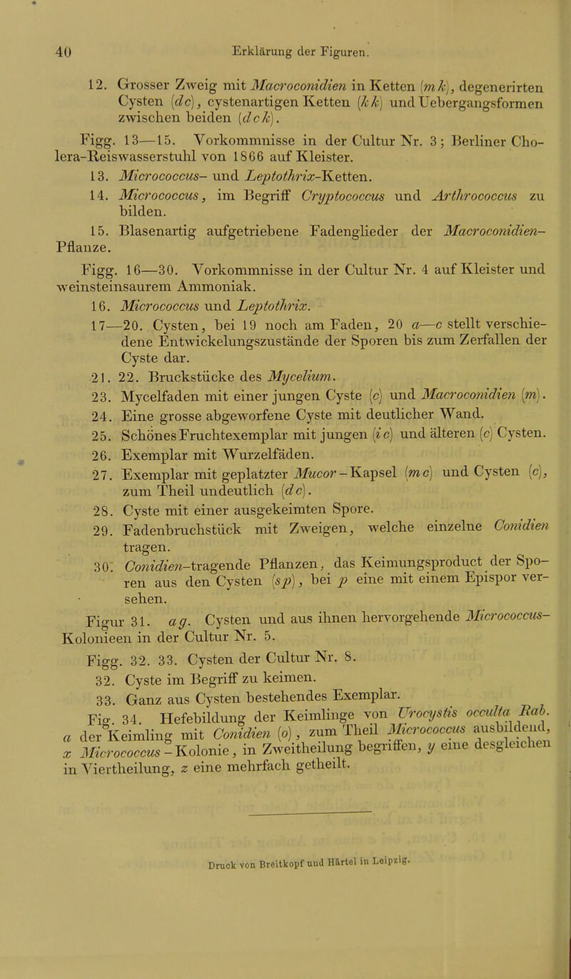 12. Grosser Zweig mit Maaroconidien in Ketten [mh], degenerirten Cysten [de], eystenartigenKetten [kK) undUebergangsformen zwischen beiden [dck). Figg. 13—15. Vorkommnisse in der Cultur Nr. 3; Berliner Cho- lera-Reiswasserstulü von 1866 auf Kleister. 13. Micn'ococcus- und Leptothrix-Ketten. 14. Micrococcus, im Begriff Cryptococcus und Ärthrococcus zu bilden. 15. Blasenartig aufgetriebene FadengKeder der Macroconidien- Pflauze. Figg. 16—30. Vorkommnisse in der Cultur Nr. 4 auf Kleister und weinsteinsaurem Ammoniak. 16. Micrococcus und Leptothrix. 17—20. Cysten, bei 19 noch am Faden, 20 a—c stellt verschie- dene Entwickelungszustände der Sporen bis zum Zerfallen der Cyste dar. 21. 22. Bruckstücke des Jf^/ceÄwm. 23. Mycelfaden mit einer jungen Cyste (c) und Macroconidien [m]. 24. Eine grosse abgeworfene Cyste mit deutlicher Wand. 25. Schönes Fruchtexemplar mit jungen [ic] und älteren [c] Cysten. 26. Exemplar mit Wurzelfäden. 27. Exemplar mit geplatzter iJfwcor - Kapsel (mc) und Cysten (c), zum Theil undeutlich [de). 28. Cyste mit einer ausgekeimten Spore. 29. Fadenbruchstück mit Zweigen, welche einzelne Co?iidien tragen. 30; CoÄe??-tragende Pflanzen, das Keimungsproduct der Spo- ren aus den Cysten [sp), bei p eine mit einem Epispor ver- sehen. Figur 31. ag. Cysten und aus ihnen hervorgehende Mio'ococcm- Kolonieen in der Cultur Nr, 5. Figg. 32. 33. Cysten der Cultur Nr. 8. 32. Cyste im Begriff zu keimen. 33. Ganz aus Cysten bestehendes Exemplar. Fio- 34. Hefebildung der Keimlinge von Urocystis occulta Bah a der Keimling mit Conidien [o], zum Theü Ißcrococciis ^^^^^^^^^ X Micrococcus-Kolonie, in Zweitheilung begriffen, y eine desgleichen in Viertheilung, z eine mehrfach getheilt. Druck von Breitkopf und Hirtel in Leipzig.