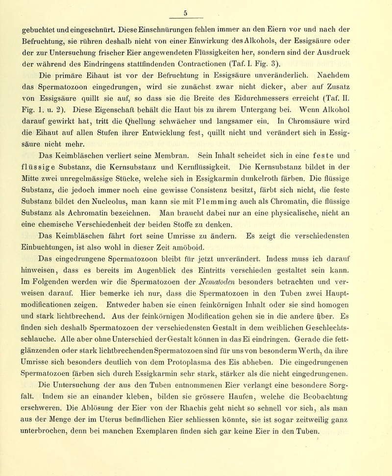gebuchtet und eingeschnürt. Diese Einschnürungen fehlen immer an den Eiern vor und nach der Befruchtung, sie rühren deshalb nicht von einer Einwirkung des Alkohols, der Essigsäure oder der zur Untersuchung frischer Eier angewendeten Flüssigkeiten her, sondern sind der Ausdruck der während des Eindringens stattfindenden Contractionen (Taf. I. Fig. 3). Die primäre Eihaut ist vor der Befruchtung in Essigsäure unveränderlich. Nachdem das Spermatozoon eingedrungen, wird sie zunächst zwar nicht dicker, aber auf Zusatz von Essigsäure quillt sie auf, so dass sie die Breite des Eidurchmessers erreicht (Taf. II. Fig. 1. u. 2). Diese Eigenschaft behält die Haut bis zu ihrem Untergang bei. Wenn Alkohol darauf gewirkt hat, tritt die Quellung schwächer und langsamer ein. In Chromsäure wird die Eihaut auf allen Stufen ihrer Entwicklung fest, quillt nicht und verändert sich in Essig- säure nicht mehr. Das Keimbläschen verliert seine Membran. Sein Inhalt scheidet sich in eine feste und flüssige Substanz, die Kernsubstanz und Kernflüssigkeit. Die Kernsubstanz bildet in der Mitte zwei unregelmässige Stücke, welche sich in Essigkarmin dunkelroth färben. Die flüssige Substanz, die jedoch immer noch eine gewisse Consistenz besitzt, färbt sich nicht, die feste Substanz bildet den Nucleolus, man kann sie mit Flemming auch als Chromatin, die flüssige Substanz als Achromatin bezeichnen. Man braucht dabei nur an eine physicalische, nicht an eine chemische Verschiedenheit der beiden Stoffe zu denken. Das Keimbläschen fährt fort seine Umrisse zu ändern. Es zeigt die verschiedensten Einbuchtungen, ist also wohl in dieser Zeit amöboid. Das eingedrungene Spermatozoon bleibt für jetzt unverändert. Indess muss ich darauf hinweisen, dass es bereits ini Augenblick des Eintritts verschieden gestaltet sein kann. Im Folgenden werden wir die Spermatozoen der Nematoden besonders betrachten und ver- weisen darauf. Hier bemerke ich nur, dass die Spei'matozoen in den Tuben zwei Haupt- modificationen zeigen. Entweder haben sie einen feinkörnigen Inhalt oder sie sind homogen und stark lichtbrechend. Aus der feinkörnigen Modification gehen sie in die andere über. Es finden sich deshalb Spermatozoen der verschiedensten Gestalt in dem weiblichen Geschlechts- schlauche. Alle aber ohne Unterschied der Gestalt können in das Ei eindringen. Gerade die fett- glänzenden oder stark lichtbrechenden Spermatozoen sind für uns von besonderm Wei'th, da ihre Umrisse sich besonders deutlich von dem Protoplasma des Eis abheben. Die eingedrungenen Spermatozoen färben sich durch Essigkarmin sehr stark, stärker als die nicht eingedrungenen. Die Untersuchung der aus den Tuben entnommenen Eier verlangt eine besondere Sorg- falt. Indem sie an einander kleben, bilden sie grössere Haufen, welche die Beobachtung erschweren. Die Ablösung der Eier von der Rhachis geht nicht so schnell vor sich, als man aus der Menge der im Uterus befindlichen Eier schliessen könnte, sie ist sogar zeitweilig ganz unterbrochen, denn bei manchen Exemplaren finden sich gar keine Eier in den Tuben.