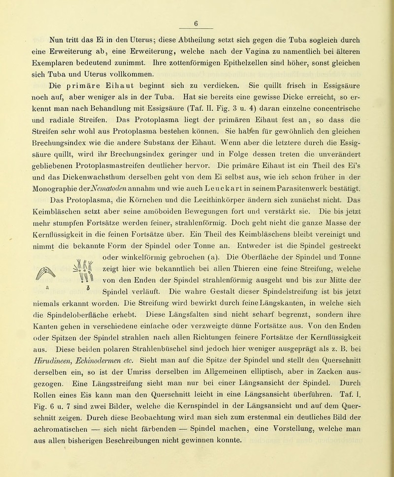 Nun tritt das Ei in den Uterus; diese Abtheilung setzt sich gegen die Tuba sogleich durch eine Erweiterung ab, eine Erweiterung, welche nach der Vagina zu namentlich bei älteren Exemplaren bedeutend zunimmt. Ihre zottenförmigen Epithelzellen sind höher, sonst gleichen sich Tuba und Uterus vollkommen. Die primäre Eihaut beginnt sich zu verdicken. Sie quillt frisch in Essigsäure noch auf, aber weniger als in der Tuba. Hat sie bereits eine gewisse Dicke erreicht, so er- kennt man nach Behandlung mit Essigsäure (Taf. II. Fig. 3 u. 4) daran einzelne concentrische und radiale Streifen. Das Protoplasma liegt der primären Eihaut fest an, so dass die Streifen sehr wohl aus Protoplasma bestehen können. Sie hal/en für gewöhnlich den gleichen Brechungsindex wie die andere Substanz der Eihaut. Wenn aber die letztere durch die Essig- säure quillt, wird ihr Brechungsindex geringer und in Folge dessen treten die unverändert gebliebenen Protoplasmastreifen deutlicher hervor. Die primäre Eihaut ist ein Theil des Ei's und das Dickenwachsthum derselben geht von dem Ei selbst aus, wie ich schon früher in der Monographie derNematoden annahm und wie auch Leuckart in seinem Parasitenwerk bestätigt. Das Protoplasma, die Köi'nchen und die Lecithinkörper ändern sich zunächst nicht. Das Keimbläschen setzt aber seine amöboiden Bewegungen fort und verstärkt sie. Die bis jetzt mehr stumpfen Fortsätze werden feiner, strahlenförmig. Doch geht nicht die ganze Masse der Kernflüssigkeit in die feinen Fortsätze über. Ein Theil des Keimbläschens bleibt vereinigt und nimmt die bekannte Form der Spindel oder Tonne an. Entweder ist die Spindel gestreckt niemals erkannt worden. Die Streifung wird bewirkt durch feine Längskanten, in welche sich die Spindeloberfläche erhebt. Diese Längsfalten sind nicht scharf begrenzt, sondern ihre Kanten gehen in verschiedene einfache oder verzweigte dünne Fortsätze aus. Von den Enden oder Spitzen der Spindel strahlen nach allen Richtungen feinere Fortsätze der Kernflüssigkeit aus. Diese beiden polaren Strahlenbüschel sind jedoch hier weniger ausgeprägt als z. B. bei Hirudineen, Echinodermen etc. Sieht man auf die Spitze der Spindel und stellt den Querschnitt derselben ein, so ist der Umriss derselben im Allgemeinen elliptisch, aber in Zacken aus- gezogen. Eine Längsstreifung sieht man nur bei einer Längsansicht der Spindel. Durch Rollen eines Eis kann man den Querschnitt leicht in eine Längsansicht überführen. Taf. I. Fig. 6 u. 7 sind zwei Bilder, welche die Kernspindel in der Längsansicht und auf dem Quer- schnitt zeigen. Durch diese Beobachtung wird man sich zum erstenmal ein deutliches Bild der achromatischen — sich nicht färbenden — Spindel machen, eine Vorstellung, welche man aus allen bisherigen Beschreibungen nicht gewinnen konnte. oder winkelförmig gebrochen (a). Die Oberfläche der Spindel und Tonne zeigt hier wie bekanntlich bei allen Thieren eine feine Streifung, welche von den Enden der Spindel strahlenförmig ausgeht und bis zur Mitte der Spindel verläuft. Die wahre Gestalt dieser Spindelstreifung ist bis jetzt