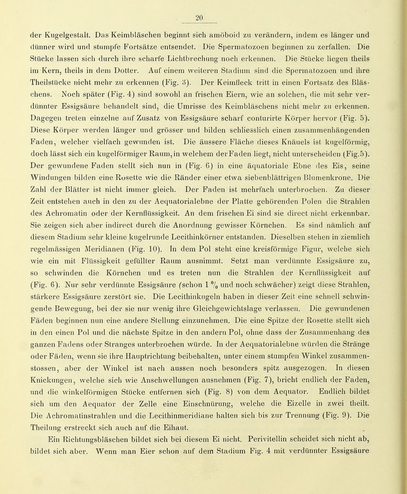 der Kugelgestalt. Das Keimbläsehen beginnt sich amöboid zu verändern, indem es länger und dünner wird und stumpfe Fortsätze entsendet. Die Spermatozoen beginnen zu zerfallen. Die Stücke lassen sich durch ihre scharfe Lichtbrechung noch erkennen. Die Stücke liegen theils im Kern, theils in dem Dotter. Auf einem weiteren Stadium sind die Spermatozoen und ihre Theilstücke nicht mehr zu erkennen (Fig. '6). Der Keimfleck tritt in einen Fortsatz des Bläs- chens. Noch später (Fig. 4) sind sowohl an frischen Eiern, wie an solchen, die mit sehr ver- dünnter Essigsäure behandelt sind, die Umrisse des Keimbläschens nicht mehr zu erkennen. Dagegen treten einzelne auf Zusatz von Essigsäure scharf conturirte Körper hervor (Fig. 5). Diese Körper werden länger und grösser und bilden schliesslich einen zusammenhängenden Faden, welcher vielfach gewunden ist. Die äussere Fläche dieses Knäuels ist kugelförmig, doch lässt sich ein kugelförmiger Raum, in welchem der Faden liegt, nicht unterscheiden (Fig. 5). Der gewundene Faden stellt sich nun in (Fig. 6) in eine äquatoriale Ebne des Eis, seine Windungen bilden eine Rusette wie die Ränder einer etwa siebenblättrigen Blumenkrone. Die Zahl der Blätter ist nicht immer gleich. Der Faden ist mehrfach unterbrochen. Zu dieser Zeit entstehen auch in den zu der Aequatorialebne der Platte gehörenden Polen die Strahlen des Achromatin oder der Kernflüssigkeit. An dem frischen Ei sind sie direct nicht erkennbar. Sie zeigen sich aber indirect durch die Anordnung gewisser Körnchen. Es sind nämlich auf diesem Stadium sehr kleine kugelrunde Lecithinkörner entstanden. Dieselben stehen in ziemlich regelmässigen Meridianen (Fig. 10). In dem Pol steht eine kreisförmige Figur, welche sich wie ein mit Flüssigkeit gefüllter Raum ausnimmt. Setzt man verdünnte Essigsäure zu, so schwinden die Körnchen und es treten nun die Strahlen der Kernflüssigkeit auf (Fig. 6). Nur sehr verdünnte Essigsäure (schon 1 7o ™cl noch schwächer) zeigt diese Strahlen, stärkere Essigsäure zerstört sie. Die Lecithinkugeln haben in dieser Zeit eine schnell schwin- gende Bewegung, bei der sie nur wenig ihre Gleichgewichtslage verlassen. Die gewundenen Fäden beginnen nun eine andere Stellung einzunehmen. Die eine Spitze der Rosette stellt sich in den einen Pol und die nächste Spitze in den andern Pol, ohne dass der Zusammenhang des ganzen Fadens oder Stranges unterbrochen würde. In der Aequatorialebne würden die Stränge oder Fäden, wenn sie ihre Hauptrichtung beibehalten, unter einem stumpfen Winkel zusammen- stossen, aber der Winkel ist nach aussen noch besonders spitz ausgezogen. In diesen Knickungen, welche sich wie Anschwellungen ausnehmen (Fig. 7), bricht endlich der Faden, und die winkelförmigen Stücke entfernen sich (Fig. 8) von dem Aequator. Endlich bildet sich um den Aequator der Zelle eine Einschnürung, welche die Eizelle in zwei theilt. Die Achromatinstrahlen und die Lecithinmeridiane halten sich bis zur Trennung (Fig. 9). Die Theilung erstreckt sich auch auf die Eihaut. Ein Richtungsbläschen bildet sich bei diesem Ei nicht. Perivitellin scheidet sich nicht ab, bildet sich aber. Wenn m.an Eier schon auf dem Stadium Fig. 4 mit verdünnter Essigsäure
