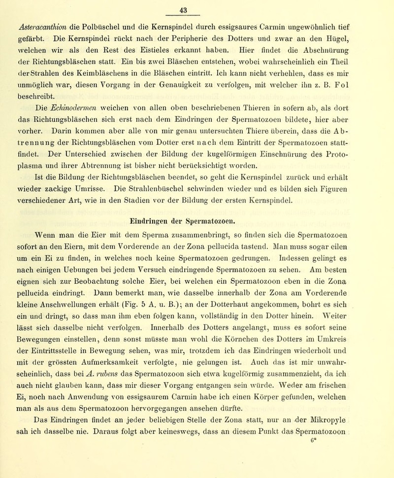 Asteracanthion die Polbüschel und die Kernspindel durch essigsaures Carmin ungewöhnlich tief gefärbt. Die Kernspindei rückt nach der Peripherie des Dotters und zwar an den Hügel, welchen wir als den Rest des Eistieles erkannt haben. Hier findet die Abschnürung der Richtungsbläschen statt. Ein bis zwei Bläschen entstehen, wobei wahrscheinlich ein Theil der Strahlen des Keimbläschens in die Bläschen eintritt. Ich kann nicht verhehlen, dass es mir unmöglich war, diesen Vorgang in der Genauigkeit zu verfolgen, mit welcher ihn z. B. Fol beschreibt. Die Echinodermen weichen von allen oben beschriebenen Thieren in sofern ab, als dort das Richtungsbläschen sich erst nach dem Eindringen der Spermatozoen bildete, hier aber vorher. Darin kommen aber alle von mir genau untersuchten Thiere überein, dass die Ab- trennung der Richtungsbläschen vom Dotter erst nach dem Eintritt der Spermatozoen statt- findet. Der Unterschied zwischen der Bildung der kugelförmigen Einschnürung des Proto- plasma und ihrer Abtrennung ist bisher nicht berücksichtigt worden. Ist die Bildung der Richtungsbläschen beendet, so geht die Kernspindel zurück und erhält wieder zackige Umrisse. Die Strahlenbüschel schwinden wieder und es bilden sich Figuren verschiedener Art, wie in den Stadien vor der Bildung der ersten Kernspindel. Eindringen der Spermatozoen. Wenn man die Eier mit dem Sperma zusammenbringt, so finden sich die Spermatozoen sofort an den Eiern, mit dem Vorderende an der Zona pellucida tastend. Man muss sogar eilen um ein Ei zu finden, in welches noch keine Spermatozoen gedrungen. Indessen gelingt es nach einigen Uebungen bei jedem Versuch eindringende Spermatozoen zu sehen. Am besten eignen sich zur Beobachtung solche Eier, bei welchen ein Spermatozoon eben in die Zona pellucida eindringt. Dann bemerkt man, wie dasselbe innerhalb der Zona am Vorderende kleine Anschwellungen erhält (Fig. 5 A. u. B.); an der Dotterhaut angekommen, bohrt es sich ein und dringt, so dass man ihm eben folgen kann, vollständig in den Dotter hinein. W-'eiter lässt sich dasselbe nicht verfolgen. Innerhalb des Dotters angelangt, muss es sofort seine Bewegungen einstellen, denn sonst müsste man wohl die Körnchen des Dotters im Umkreis der Eintrittsstelle in Bewegung sehen, was mir, trotzdem ich das Eindringen wiederholt und mit der grössten Aufmerksamkeit verfolgte, nie gelungen ist. Auch das ist mir unwahr- scheinlich, dass bei Ä. rubens das Spermatozoon sich etwa kugelförmig zusammenzieht, da ich auch nicht glauben kann, dass mir dieser Vorgang entgangen sein würde. Weder am frischen Ei, noch nach Anwendung von essigsaurem Carmin habe ich einen Körper gefunden, welchen man als aus dem Spermatozoon hervorgegangen ansehen dürfte. Das Eindringen findet an jeder beliebigen Stelle der Zona statt, nur an -der Mikropyle sah ich dasselbe nie. Daraus folgt aber keineswegs, dass an diesem Punkt das Spermatozoon 6*