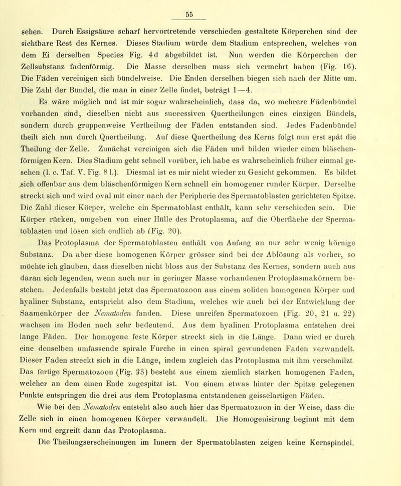 sehen. Durch Essigsäure scharf hervortretende verschieden gestaltete Körperchen sind der sichtbare Rest des Kernes. Dieses Stadium vs^ürde dem Stadium entsprechen, welches von dem Ei derselben Species Fig. 4d abgebildet ist. Nun w^erden die Körperchen der Zellsubstanz fadenförmig. Die Masse derselben muss sich vermehrt haben (Fig. 16). Die Fäden vereinigen sich bündelweise. Die Enden derselben biegen sich nach der Mitte um. Die Zahl der Bündel, die man in einer Zelle findet, beträgt 1—4. Es wäre möglich und ist mir sogar wahrscheinlich, dass da, wo mehrere Fädenbündel vorhanden sind, dieselben nicht aus successiven Quertheilungen eines einzigen Bündels, sondern durch gruppenweise Vertheilung der Fäden entstanden sind. Jedes Fadenbündel theilt sich nun durch Quertheilung. Auf diese Quertheilung des Kerns folgt nun erst spät die Theilung der Zelle. Zunächst vereinigen sich die Fäden und bilden wieder einen bläschen- förmigen Kern. Dies Stadium geht schnell vorüber, ich habe es wahrscheinlich früher einmal ge- sehen (1. c. Taf. V. Fig. 8 1.). Diesmal ist es mir nicht wieder zu Gesicht gekommen. Es bildet sich offenbar aus dem bläschenförmigen Kern schnell ein homogener runder Körper. Derselbe streckt sich und wird oval mit einer nach der Peripherie des Sperniatoblasten gerichteten Spitze. Die Zahl dieser Körper, welche ein Spermatoblast enthält, kann sehr verschieden sein. Die Körper rücken, umgeben von einer Hülle des Protoplasma, auf die Oberfläche der Sperma- toblasten und lösen sich endlich ab fFig. 20). Das Protoplasma der Spermatoblasten enthält von Anfang an nur sehr wenig körnige Substanz. Da aber diese homogenen Körper grösser sind bei der Ablösung als vorher, so möchte ich glauben, dass dieselben nicht bloss aus der Substanz des Kernes, sondern auch aus daran sich legenden, wenn auch nur in geringer Masse vorhandenen Protoplasmakörnern be- stehen. Jedenfalls besteht jetzt das Spermatozoon aus einem soliden homogenen Körper und hyaliner Substanz, entspricht also dem Stadium, welches wir auch bei der Entwicklung der Saamenkörper der Nematoden fanden. Diese unreifen Spermatozoen (Fig. 20, 21 u. 22) wachsen im Hoden noch sehr bedeutend. Aus dem hyalinen Protoplasma entstehen drei lange Fäden. Der homogene feste Körper streckt sich in die Länge. Dann wird er durch eine denselben umfassende spirale Furche in einen spiral gewundenen Faden verwandelt. Dieser Faden streckt sich in die Länge, indem zugleich das Protoplasma mit ihm verschmilzt. Das fertige Spermatozoon (Fig. 23) besteht aus einem ziemlich starken homogenen Faden, welcher an dem einen Ende zugespitzt ist. Von einem etwas hinter der Spitze gelegenen Punkte entspringen die drei aus dem Protoplasma entstandenen geisselartigen Fäden, Wie bei den Nematoden entsteht also auch hier das Spermatozoon in der Weise, dass die Zelle sich in einen homogenen Körper verwandelt. Die Homogenisirung beginnt mit dem Kern und ergreift dann das Protoplasma. Die Theilungserscheinungen im Innern der Spermatoblasten zeigen keine Kernspindel.