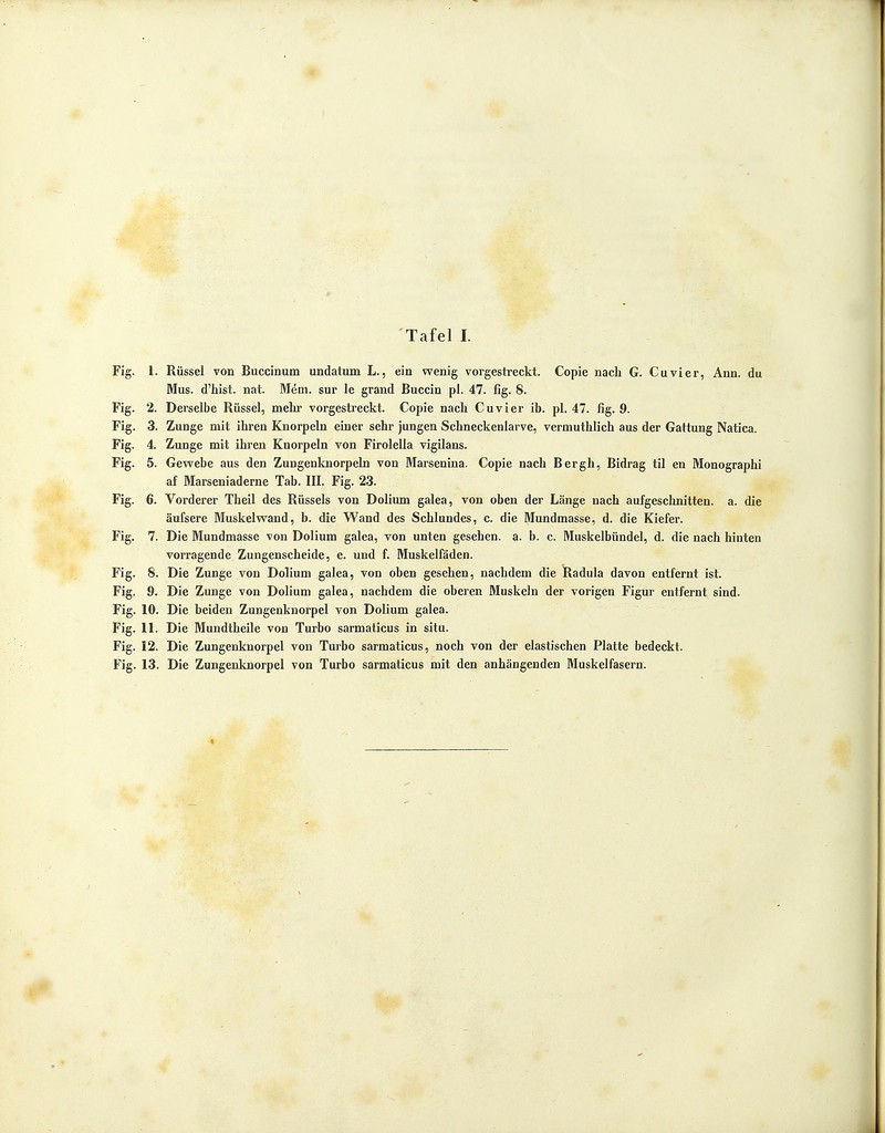 Fig. 1. Rüssel von Buccinum undatum L., ein wenig vorgestreckt. Copie nach G. Cuvier, Ann. du Mus. d'hist. nat. Mem. sur le grand Buccin pl. 47. fig. 8. Fig. 2. Derselbe Rüssel, mehr vorgestreckt. Copie nach Cuvier ib. pl. 47. fig. 9. Fig. 3. Zunge mit ihren Knorpeln einer sehr jungen Schneckenlarve, vermuthlich aus der Gattung Natica. Fig. 4. Zunge mit ihren Knorpeln von Firolella vigilans. Fig. 5. Gewebe aus den Zungenknorpeln von Marsenina. Copie nach Bergh, Bidrag til en Monographi af Marseniaderne Tab. III. Fig. 23. Fig. 6. Vorderer Theil des Rüssels von Dolium galea, von oben der Länge nach aufgeschnitten, a. die äufsere Muskelwand, b. die Wand des Schlundes, c. die Mundmasse, d. die Kiefer. Fig. 7. Die Mundmasse von Dolium galea, von unten gesehen, a. b. c. Muskelbündel, d. die nach hinten vorragende Zungenscheide, e. und f. Muskelfäden. Fig. 8. Die Zunge von Dolium galea, von oben gesehen, nachdem die Radula davon entfernt ist. Fig. 9. Die Zunge von Dolium galea, nachdem die oberen Muskeln der vorigen Figur entfernt sind. Fig. 10. Die beiden Zungenknorpel von Dolium galea. Fig. 11. Die Mundtheile von Turbo sarmaticus in situ. Fig. 12. Die Zungenknorpel von Turbo sarmaticus, noch von der elastischen Platte bedeckt. Fig. 13. Die Zungenknorpel von Turbo sarmaticus mit den anhängenden Muskelfasern.