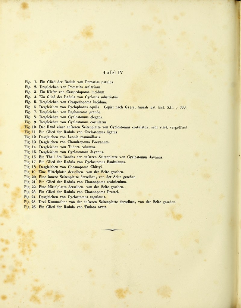 Fig. 1. Ein Glied der Radula von Pomatias patulus. Fig. 2. Desgleichen von Pomatias scalarinus. Fig. 3. Ein Kiefer von Craspedopoma lucidum. Fig. 4. Ein Glied der Radula von Cyclotus substriatus. Fig. 5. Desgleichen von Craspedopoma lucidum. Fig. 6. Desgleichen von Cyclophorus aquila. Copirt nach Gray, Annais nat. bist. XII. p. 333. Fig. 7. Desgleichen von Reghostoma grande. Fig. 8. Desgleichen von Cyclostomus elegans. Fig. 9. Desgleichen von Cyclostomus costulatus. Fig. 10. Der Rand einer äufseren Seitenplatte von Cyclostomus costulatus, sehr stark vergröfsert. Fig. 11. Ein Glied der Radula von Cyclostomus ligatus. Fig. 12. Desgleichen von Leonia mammillaris. Fig. 13. Desgleichen von Chondropoma Poeyanum. Fig. 14. Desgleichen von Tudora columna. Fig. 15. Desgleichen von Cyclostomus Jayanus. Fig. 16. Ein Theil des Randes der äufseren Seitenplatte von Cyclostomus Jayanus. Fig. 17. Ein Glied der Radula von Cyclostomus Banksianus. Fig. 18. Desgleichen von Choanopoma Chittyi. Fig. 19. Eine Mittelplatte derselben, von der Seite gesehen. Fig. 20. Eine innere Seitenplatte derselben, von der Seite gesehen. Fig. 21. Ein Glied der Radula von Choanopoma scabriculum. Fig. 22. Eine Mittelplatte derselben, von der Seite gesehen. Fig. 23. Ein Glied der Radula von Choanopoma Pretrei. Fig. 24. Desgleichen von Cyclostomus rugulosus. Fig. 25. Drei Kammzähne von der äufseren Seitenplatte derselben, von der Seite gesehen. Fig. 26. Ein Glied der Radula von Tudora ovata.