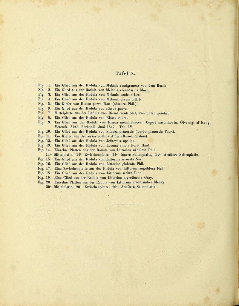 Fig. 1. Ein Glied aus der Radida von Melania semigranosa vou dem Busch. Fig. 2. Ein Glied aus der Radula von Melania crenocarina Moric. Fig. 3. Ein Glied aus der Radula von Melania aculeus Lea. Fig. 4. Ein Glied aus der Radula von Melania brevis d'Orb. Fig. 5. Ein Kiefer von Rissoa parva Dac. (obscura Phil.). Fig. 6. Ein Glied aus der Radula von Rissoa parva. Fig. 7. Mittelplatte aus der Radula von Rissoa ventricosa, von unten gesehen. Fig. 8. Ein Glied aus der Radula von Rissoa rubra. Fig. 9. Ein Glied aus der Radula von Rissoa membranacea. Copirt nach Loven, Öfversigt af Kongl. Vetensk. Akad. Förhandl. Juni 1847. Tab. IV. Fig. 10. Ein Glied aus der Radula von Skenea planorbis (Turbo planorbis Fabr.). Fig. 11. Ein Kiefer von Jeffreysia opaliua Alder (Rissoa opalina). Fig. 12. Ein Glied aus der Radula von Jeffreysia opalina. Fig. 13. Ein Glied aus der Radula von Lacuna vincta Forb. Hanl. Fig. 14. Einzelne Platten aus der Radula von Littorina nebulosa Phil. 14a- Mittelplatte, 14b- Zwischenplatte, 14c- Innere Seitenplatte, 14d- Aeufsere Seitenplatte. Fig. 15. Ein Glied aus der Radula von Littorina irrorata Say. Fig. 16. Ein Glied aus der Radula von Littorina glabrata Phil. Fig. 17. Eine Zwischenplatte aus der Radula von Littorina angulifera Phil. Fig. 18. Ein Glied aus der Radula von Littorina scabra Linn. Fig. 19. Eine Glied aus der Radula von Littorina nigrolineata Gray. Fig. 20. Einzelne Platten aus der Radula von Littorina groenlandica Menke. 20a- Mittelplatte, 20b- Zwischenplatte, 20c- Aeufsere Seitenplatte.