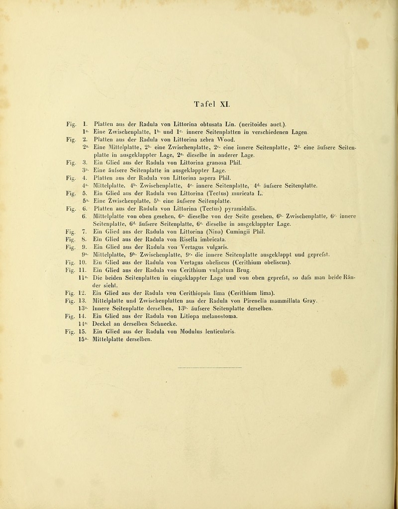 Fig. 1. Platten aus der Radula von Littorina obtusata Lin. (neritoides auct.). la- Eine Zwischenplatte, lb- und lc- innere Seitenplatten in verschiedenen Lagen. Fig. 2. Platten aus der Radula von Littorina zebra Wood. 2a- Eine Mittelplatte, 2b- eine Zwischenplatte, 2C- eine innere Seitenplatte, 2d- eine äufsere Seiten- platte in ausgeklappter Lage, 2e- dieselbe in anderer Lage. Fig. 3. Ein Glied aus der Radula von Littorina granosa Phil. 3a' Eine äufsere Seitenplatte in ausgeklappter Lage. Fig. 4. Platten aus der Radula von Littorina aspera Phil. 4a- Mittelplatte, 4b- Zwischenplatte, 4C- innere Seitenplatte, 4d- äufsere Seitenplatte. Fig. 5. Ein Glied aus der Radula von Littorina (Teclus) muricata L. 5a- Eine Zwischenplatte, 5b- eine äufsere Seitenplatte. Fig. 6. Platten aus der Radula von Littorina (Tectus) pyramidalis. 6. Mittelplatte von oben gesehen, 6a- dieselbe von der Seite gesehen, 6b- Zwischenplatle, 6C- innere Seitenplatte, 6d- äufsere Seitenplatte, 6e- dieselbe in ausgeklappter Lage. Fig. 7. Ein Glied aus der Radula von Littorina (Nina) Cumingii Phil. Fig. 8. Ein Glied aus der Radula von Risella imbricata. Fig. 9. Ein Glied aus der Raduia von Vertagus vulgaris. 9a- Mittelplatte, 9b- Zwischenplatte, 9C> die innere Seitenplatte ausgeklappt und geprefst. Fig. 10. Ein Glied aus der Radula von Vertagus obeliscus (Cerithium obeliscus). Fig. 11. Ein Glied aus der Radula von Cerithium vulgatum Brug. lla- Die beiden Seitenplatten in eingeklappter Lage und von oben geprefst, so dafs man beide Rän- der sieht. Fig. 1*2. Ein Glied aus der Radula von Cerithiopsis lima (Cerithium lima). Fig. 13. Mittelplatte und Zwischenplatten aus der Radula von Pirenella mammiliata Gray. 13a- Innere Seitenplatte derselben, 13b- äufsere Seitenplatte derselben. Fig. 14. Ein Glied aus der Radula von Litiopa melanostoma. 14a- Deckel an derselben Schnecke. Fig. 15. Ein Glied aus der Radula von Modulus lenticularis. 15a- Mittelplatte derselben.