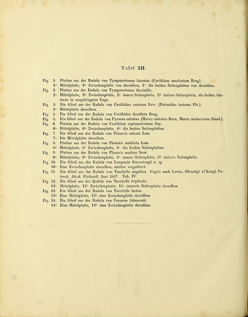 Fig. 1. Platten aus der Radula von Tympanotomus fuscatus (Ceritbium murieatum Brug). la- Mittelplatte, lb- Zwischenplatte von derselben, lc- die beiden Seitenplatten von derselben. Fig. 2. Platten aus der Radula von Tympanotomus fluviatilis. 2a- Mittelplatte, 2b- Zwischenplatte, 2C- innere Seitenplatte, 2d- äufsere Seitenplatte, die beiden letz- teren in ausgeklappter Lage. Fig. 3. Ein Glied aus der Radula von Cerithidea varicosa Sow. (Potamides iostoma Pfr.). 3a Mittelplatte derselben. Fig. 4. Ein Glied aus der Radula von Cerithidea decollata Brug. Fig. 5. Ein Glied aus der Radula von Pyrazus sulcatus (Mures sulcatus Born, Murex moluccanus Gmel.). Fig. 6. Platten aus der Radula von Cerithium septemstriatum Say. 6a- Mittelplatte, 6b- Zwischenplatte, 6C- die beiden Seitenplatten. Fig. 7. Ein Glied aus der Radula von Planaxis sulcata Lam. 7a- Die Mittelplatte derselben. Fig. 8. Platten aus der Radula von Planaxis undulata Lam. 8a- Mittelplalte, 8b- Zwischenplatte, 8C- die beiden Seitenplatten. Fig. 9. Platten aus der Radula von Planaxis nucleus Sow. 9a- Mittelplatte, 9b- Zwischenplatte, 9C- innere Seitenplatte, 9d- äufsere Seitenplatte. Fig. 10. Ein Glied aus der Radula von Lampania Steeostrupii n. sp. 10a- Eine Zwischenplatte derselben, stärker vergröfsert. Fig. 11. Ein Glied aus der Radula von Turritella unguliua. Copirt nach Loven, Öfversigt af Kongl. Ve- tensk. Akad. Förhandl. Juni 1847. Tab. IV. Fig. 12. Ein Glied aus der Radula von Turritella triplicata. 12a- Mittelplatte, 12b- Zwischenplatte, 12c- innerste Seitenplatte derselben. Fig. 13. Ein Glied aus der Radula von Turritella lactea. 13a- Eine Mittelplatte, 13b- eine Zwischenplatte derselben. Fig. 14. Ein Glied aus der Radula von Fossarus Adonsonii. 14a- Eine Mittelplatte, 14b- eine Zwischenplatte derselben.